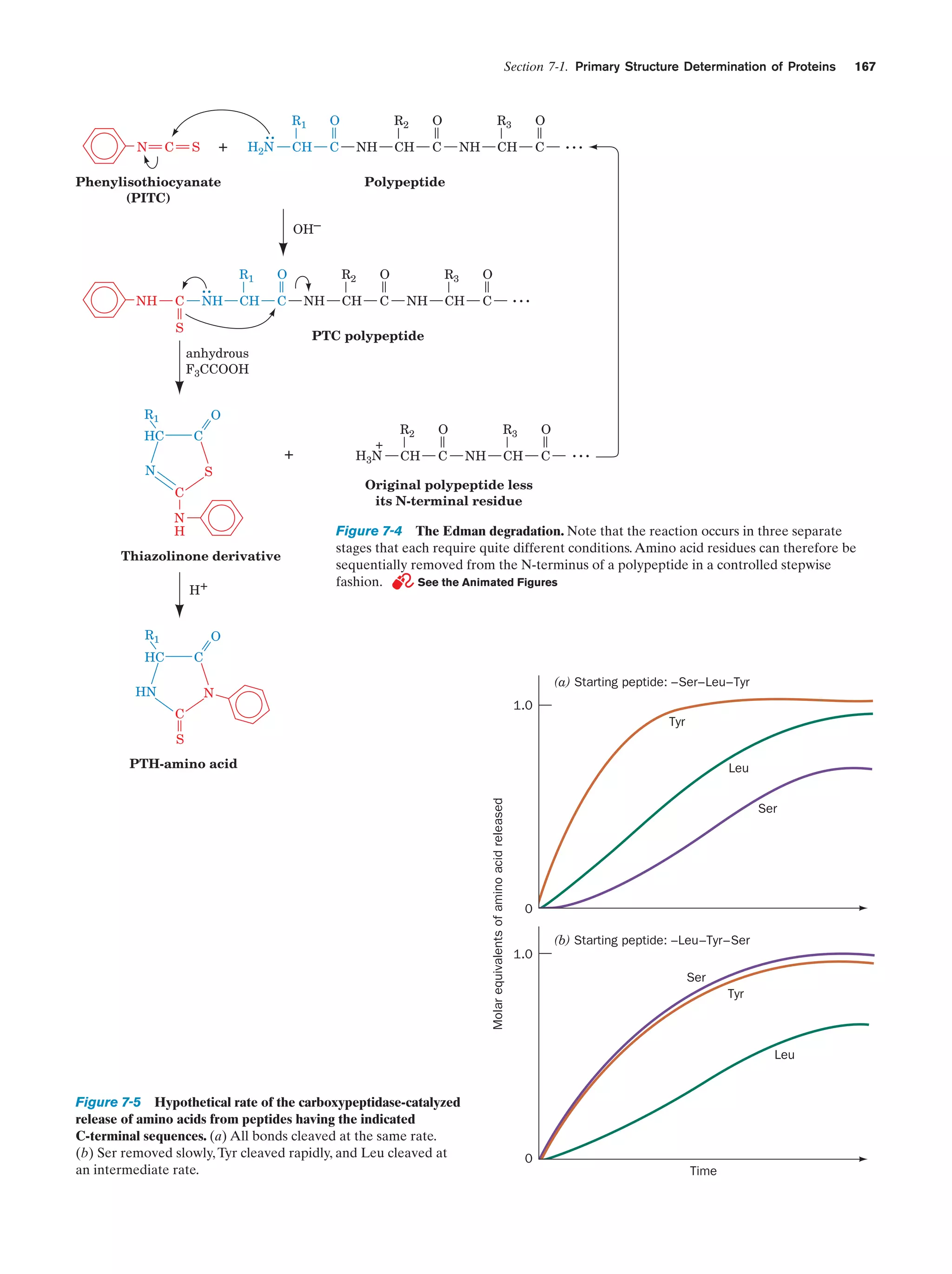 Section 7-1. Primary Structure Determination of Proteins

N

C

+

S

R1

H2N

O

CH

..

R2

C

CH

NH

O

R3

C

O

CH

NH

C

167

...

Polypeptide

Phenylisothiocyanate
(PITC)

OH–

NH

C

..

NH

R1

O

CH

C

S

R2
NH

O

CH

C

R3
NH

O

CH

C

...

PTC polypeptide
anhydrous
F3CCOOH

R1

O
C

HC

N

S
C
N
H

Thiazolinone derivative
H+
R1

+

+
H3N

R2

O

CH

C

R3
NH

O

CH

C

...

Original polypeptide less
its N-terminal residue

Figure 7-4 The Edman degradation. Note that the reaction occurs in three separate
stages that each require quite different conditions. Amino acid residues can therefore be
sequentially removed from the N-terminus of a polypeptide in a controlled stepwise
fashion.
See the Animated Figures

O
C

HC
HN

(a) Starting peptide: –Ser–Leu–Tyr

N

1.0

C

Tyr

S
PTH-amino acid

Molar equivalents of amino acid released

Leu
Ser

0
(b) Starting peptide: –Leu–Tyr–Ser
1.0
Ser
Tyr

Leu

Figure 7-5 Hypothetical rate of the carboxypeptidase-catalyzed
release of amino acids from peptides having the indicated
C-terminal sequences. (a) All bonds cleaved at the same rate.
(b) Ser removed slowly, Tyr cleaved rapidly, and Leu cleaved at
an intermediate rate.

0
Time

 