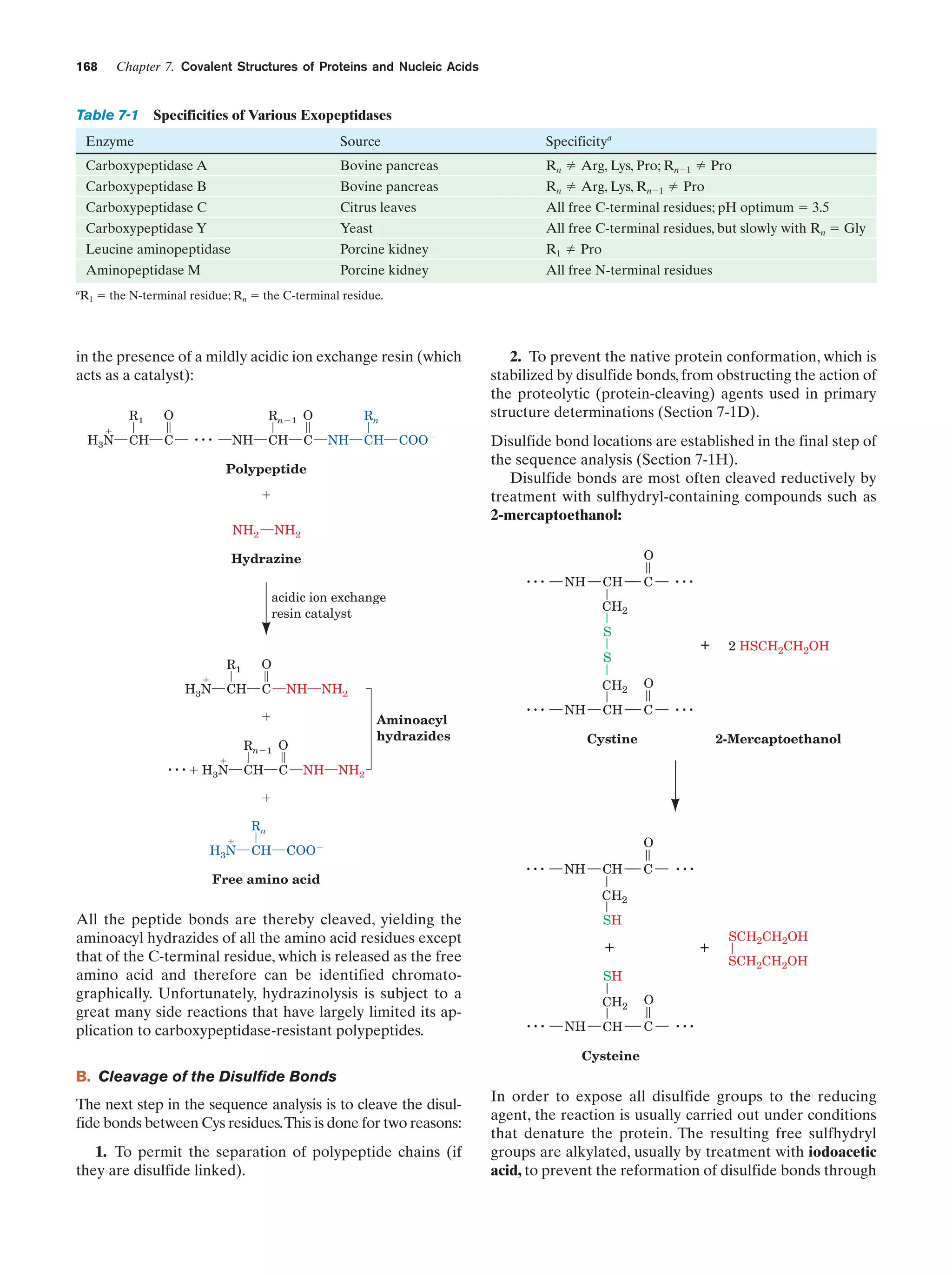 Chapter 7. Covalent Structures of Proteins and Nucleic Acids

168

Table 7-1 Specificities of Various Exopeptidases
Enzyme

Specificitya

Source

Carboxypeptidase A

Bovine pancreas

Rn

Arg, Lys, Pro; RnϪ1

Carboxypeptidase B

Bovine pancreas

Rn

Arg, Lys, RnϪ1

Pro

Carboxypeptidase C

Citrus leaves

All free C-terminal residues; pH optimum ϭ 3.5
All free C-terminal residues, but slowly with Rn ϭ Gly

Pro

Carboxypeptidase Y

Porcine kidney

R1

Aminopeptidase M
a

Yeast

Leucine aminopeptidase

Porcine kidney

All free N-terminal residues

Pro

R1 ϭ the N-terminal residue; Rn ϭ the C-terminal residue.

in the presence of a mildly acidic ion exchange resin (which
acts as a catalyst):

ϩ

H3N

R1

O

CH

C

RnϪ1 O

...

NH

CH

Rn

C

NH

CH

COOϪ

Polypeptide

ϩ
NH2

NH2

Hydrazine

2. To prevent the native protein conformation, which is
stabilized by disulfide bonds, from obstructing the action of
the proteolytic (protein-cleaving) agents used in primary
structure determinations (Section 7-1D).
Disulfide bond locations are established in the final step of
the sequence analysis (Section 7-1H).
Disulfide bonds are most often cleaved reductively by
treatment with sulfhydryl-containing compounds such as
2-mercaptoethanol:

...

acidic ion exchange
resin catalyst

O
NH

CH

C

...

CH2
S

ϩ

H3N

R1
CH

C

NH

NH2

ϩ

... ϩ H3N
ϩ

Aminoacyl
hydrazides

RnϪ1 O
CH

+

S

O

C

NH

...

CH2
NH

O

CH

C

2 HSCH2CH2OH

...

Cystine

2-Mercaptoethanol

NH2

ϩ
ϩ

H3N

Rn
CH

COOϪ

Free amino acid

...

O
NH

CH

C

...

CH2

All the peptide bonds are thereby cleaved, yielding the
aminoacyl hydrazides of all the amino acid residues except
that of the C-terminal residue, which is released as the free
amino acid and therefore can be identified chromatographically. Unfortunately, hydrazinolysis is subject to a
great many side reactions that have largely limited its application to carboxypeptidase-resistant polypeptides.

SH

+

+

SH

...

CH2
NH

O

CH

C

SCH2CH2OH
SCH2CH2OH

...

Cysteine

B. Cleavage of the Disulfide Bonds
The next step in the sequence analysis is to cleave the disulfide bonds between Cys residues.This is done for two reasons:
1. To permit the separation of polypeptide chains (if
they are disulfide linked).

In order to expose all disulfide groups to the reducing
agent, the reaction is usually carried out under conditions
that denature the protein. The resulting free sulfhydryl
groups are alkylated, usually by treatment with iodoacetic
acid, to prevent the reformation of disulfide bonds through

 