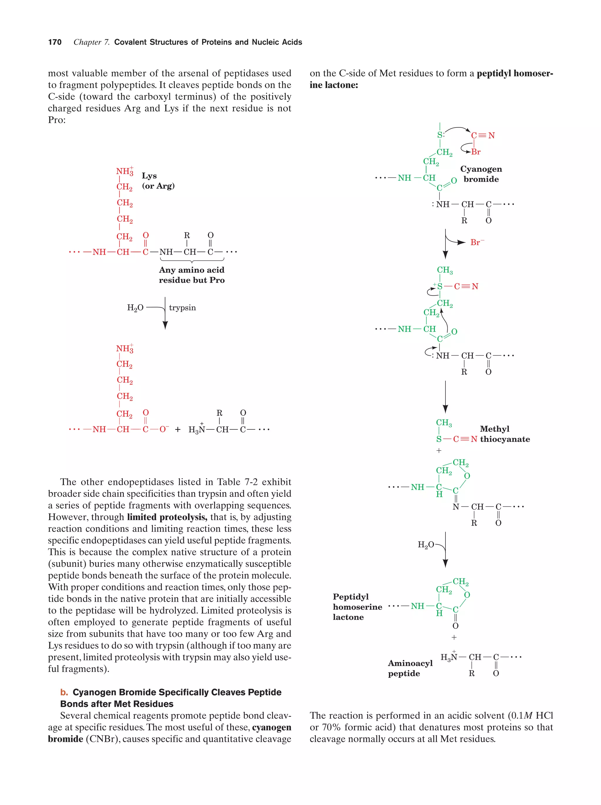 170

Chapter 7. Covalent Structures of Proteins and Nucleic Acids

most valuable member of the arsenal of peptidases used
to fragment polypeptides. It cleaves peptide bonds on the
C-side (toward the carboxyl terminus) of the positively
charged residues Arg and Lys if the next residue is not
Pro:

on the C-side of Met residues to form a peptidyl homoserine lactone:

S
CH2
CH2

ϩ

NH3
CH2

...

Lys
(or Arg)

NH

C
Br

CH
C

CH2

Cyanogen
O bromide

: NH

CH

CH2
NH

CH

C

R

O
NH

O

CH

C

O
BrϪ

...
CH3

Any amino acid
residue but Pro

H2O

...

C

R

CH2

...

N

ϩ

S

C

N

CH2
CH2

trypsin

...

NH

CH
C

ϩ

NH3

O

: NH

CH

CH2

...

C

R

CH2

O

CH2

...

CH2
NH

O

CH

C

R
_

O

+

+ H3 N

O

CH

C

...

CH3
S
ϩ
CH2

The other endopeptidases listed in Table 7-2 exhibit
broader side chain specificities than trypsin and often yield
a series of peptide fragments with overlapping sequences.
However, through limited proteolysis, that is, by adjusting
reaction conditions and limiting reaction times, these less
specific endopeptidases can yield useful peptide fragments.
This is because the complex native structure of a protein
(subunit) buries many otherwise enzymatically susceptible
peptide bonds beneath the surface of the protein molecule.
With proper conditions and reaction times, only those peptide bonds in the native protein that are initially accessible
to the peptidase will be hydrolyzed. Limited proteolysis is
often employed to generate peptide fragments of useful
size from subunits that have too many or too few Arg and
Lys residues to do so with trypsin (although if too many are
present, limited proteolysis with trypsin may also yield useful fragments).

...

NH

Methyl
N thiocyanate

C

C
H

CH2
O
C
N

CH

C

R

O

CH

C

R

...

O

H2O

Peptidyl
homoserine
lactone

CH2

...

NH

C
H

CH2
O
C

O
ϩ
ϩ

Aminoacyl
peptide

H3N

...

b. Cyanogen Bromide Specifically Cleaves Peptide
Bonds after Met Residues

Several chemical reagents promote peptide bond cleavage at specific residues. The most useful of these, cyanogen
bromide (CNBr), causes specific and quantitative cleavage

The reaction is performed in an acidic solvent (0.1M HCl
or 70% formic acid) that denatures most proteins so that
cleavage normally occurs at all Met residues.

 