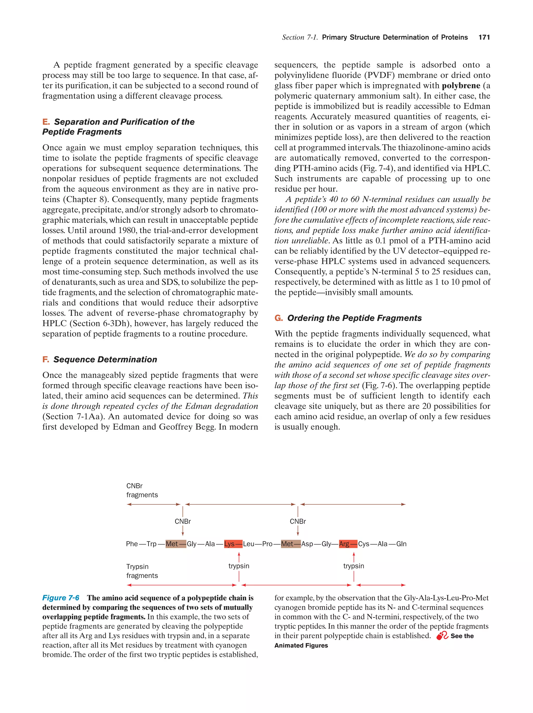 Section 7-1. Primary Structure Determination of Proteins

171

sequencers, the peptide sample is adsorbed onto a
polyvinylidene fluoride (PVDF) membrane or dried onto
glass fiber paper which is impregnated with polybrene (a
polymeric quaternary ammonium salt). In either case, the
peptide is immobilized but is readily accessible to Edman
reagents. Accurately measured quantities of reagents, either in solution or as vapors in a stream of argon (which
minimizes peptide loss), are then delivered to the reaction
cell at programmed intervals.The thiazolinone-amino acids
are automatically removed, converted to the corresponding PTH-amino acids (Fig. 7-4), and identified via HPLC.
Such instruments are capable of processing up to one
residue per hour.
A peptide’s 40 to 60 N-terminal residues can usually be
identified (100 or more with the most advanced systems) before the cumulative effects of incomplete reactions, side reactions, and peptide loss make further amino acid identification unreliable. As little as 0.1 pmol of a PTH-amino acid
can be reliably identified by the UV detector–equipped reverse-phase HPLC systems used in advanced sequencers.
Consequently, a peptide’s N-terminal 5 to 25 residues can,
respectively, be determined with as little as 1 to 10 pmol of
the peptide—invisibly small amounts.

A peptide fragment generated by a specific cleavage
process may still be too large to sequence. In that case, after its purification, it can be subjected to a second round of
fragmentation using a different cleavage process.
E. Separation and Purification of the
Peptide Fragments
Once again we must employ separation techniques, this
time to isolate the peptide fragments of specific cleavage
operations for subsequent sequence determinations. The
nonpolar residues of peptide fragments are not excluded
from the aqueous environment as they are in native proteins (Chapter 8). Consequently, many peptide fragments
aggregate, precipitate, and/or strongly adsorb to chromatographic materials, which can result in unacceptable peptide
losses. Until around 1980, the trial-and-error development
of methods that could satisfactorily separate a mixture of
peptide fragments constituted the major technical challenge of a protein sequence determination, as well as its
most time-consuming step. Such methods involved the use
of denaturants, such as urea and SDS, to solubilize the peptide fragments, and the selection of chromatographic materials and conditions that would reduce their adsorptive
losses. The advent of reverse-phase chromatography by
HPLC (Section 6-3Dh), however, has largely reduced the
separation of peptide fragments to a routine procedure.

G. Ordering the Peptide Fragments
With the peptide fragments individually sequenced, what
remains is to elucidate the order in which they are connected in the original polypeptide. We do so by comparing
the amino acid sequences of one set of peptide fragments
with those of a second set whose specific cleavage sites overlap those of the first set (Fig. 7-6). The overlapping peptide
segments must be of sufficient length to identify each
cleavage site uniquely, but as there are 20 possibilities for
each amino acid residue, an overlap of only a few residues
is usually enough.

F. Sequence Determination
Once the manageably sized peptide fragments that were
formed through specific cleavage reactions have been isolated, their amino acid sequences can be determined. This
is done through repeated cycles of the Edman degradation
(Section 7-1Aa). An automated device for doing so was
first developed by Edman and Geoffrey Begg. In modern

CNBr
fragments

CNBr
Phe

Trp

Trypsin
fragments

Met

Gly

CNBr
Ala

Lys

Leu

Pro

Met

Asp

Gly

trypsin

Figure 7-6 The amino acid sequence of a polypeptide chain is
determined by comparing the sequences of two sets of mutually
overlapping peptide fragments. In this example, the two sets of
peptide fragments are generated by cleaving the polypeptide
after all its Arg and Lys residues with trypsin and, in a separate
reaction, after all its Met residues by treatment with cyanogen
bromide. The order of the first two tryptic peptides is established,

Arg

Cys

Ala

Gln

trypsin

for example, by the observation that the Gly-Ala-Lys-Leu-Pro-Met
cyanogen bromide peptide has its N- and C-terminal sequences
in common with the C- and N-termini, respectively, of the two
tryptic peptides. In this manner the order of the peptide fragments
in their parent polypeptide chain is established.
See the
Animated Figures

 