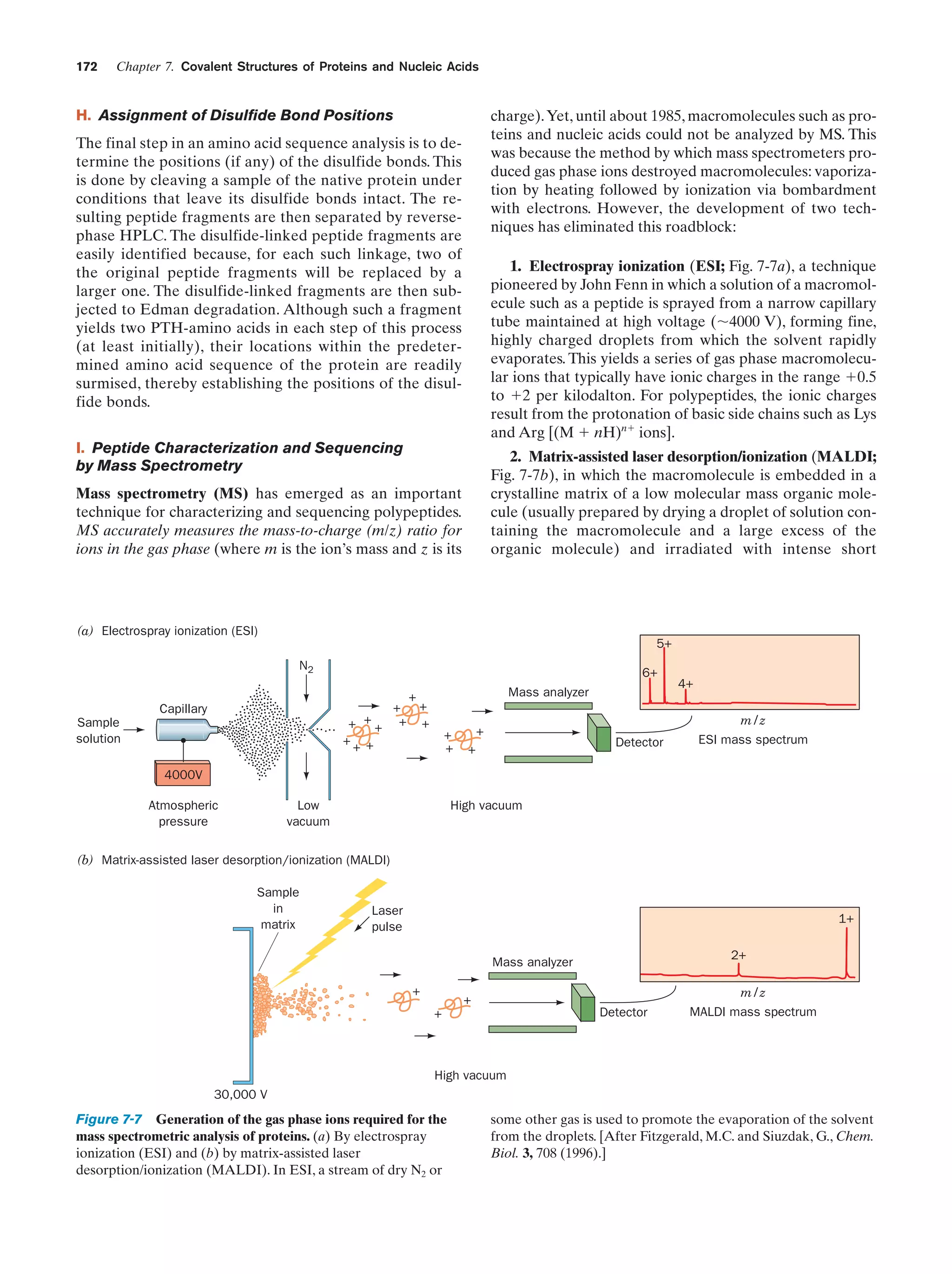172

Chapter 7. Covalent Structures of Proteins and Nucleic Acids

H. Assignment of Disulfide Bond Positions

charge). Yet, until about 1985, macromolecules such as proteins and nucleic acids could not be analyzed by MS. This
was because the method by which mass spectrometers produced gas phase ions destroyed macromolecules: vaporization by heating followed by ionization via bombardment
with electrons. However, the development of two techniques has eliminated this roadblock:

The final step in an amino acid sequence analysis is to determine the positions (if any) of the disulfide bonds. This
is done by cleaving a sample of the native protein under
conditions that leave its disulfide bonds intact. The resulting peptide fragments are then separated by reversephase HPLC. The disulfide-linked peptide fragments are
easily identified because, for each such linkage, two of
the original peptide fragments will be replaced by a
larger one. The disulfide-linked fragments are then subjected to Edman degradation. Although such a fragment
yields two PTH-amino acids in each step of this process
(at least initially), their locations within the predetermined amino acid sequence of the protein are readily
surmised, thereby establishing the positions of the disulfide bonds.

1. Electrospray ionization (ESI; Fig. 7-7a), a technique
pioneered by John Fenn in which a solution of a macromolecule such as a peptide is sprayed from a narrow capillary
tube maintained at high voltage (ϳ4000 V), forming fine,
highly charged droplets from which the solvent rapidly
evaporates. This yields a series of gas phase macromolecular ions that typically have ionic charges in the range ϩ0.5
to ϩ2 per kilodalton. For polypeptides, the ionic charges
result from the protonation of basic side chains such as Lys
and Arg [(M ϩ nH)nϩ ions].

I. Peptide Characterization and Sequencing
by Mass Spectrometry

2. Matrix-assisted laser desorption/ionization (MALDI;
Fig. 7-7b), in which the macromolecule is embedded in a
crystalline matrix of a low molecular mass organic molecule (usually prepared by drying a droplet of solution containing the macromolecule and a large excess of the
organic molecule) and irradiated with intense short

Mass spectrometry (MS) has emerged as an important
technique for characterizing and sequencing polypeptides.
MS accurately measures the mass-to-charge (m/z) ratio for
ions in the gas phase (where m is the ion’s mass and z is its

(a) Electrospray ionization (ESI)

5+
N2

6+
Mass analyzer

+

Capillary

+ ++
++ +

Sample
solution

+ +
+ +

+
+

+

Detector

+

4+
m/z
ESI mass spectrum

4000V
Atmospheric
pressure

Low
vacuum

High vacuum

(b) Matrix-assisted laser desorption/ionization (MALDI)
Sample
in
matrix

Laser
pulse

1+
2+

Mass analyzer
+

+
Detector

+

m/z
MALDI mass spectrum

High vacuum
30,000 V

Figure 7-7 Generation of the gas phase ions required for the
mass spectrometric analysis of proteins. (a) By electrospray
ionization (ESI) and (b) by matrix-assisted laser
desorption/ionization (MALDI). In ESI, a stream of dry N2 or

some other gas is used to promote the evaporation of the solvent
from the droplets. [After Fitzgerald, M.C. and Siuzdak, G., Chem.
Biol. 3, 708 (1996).]

 