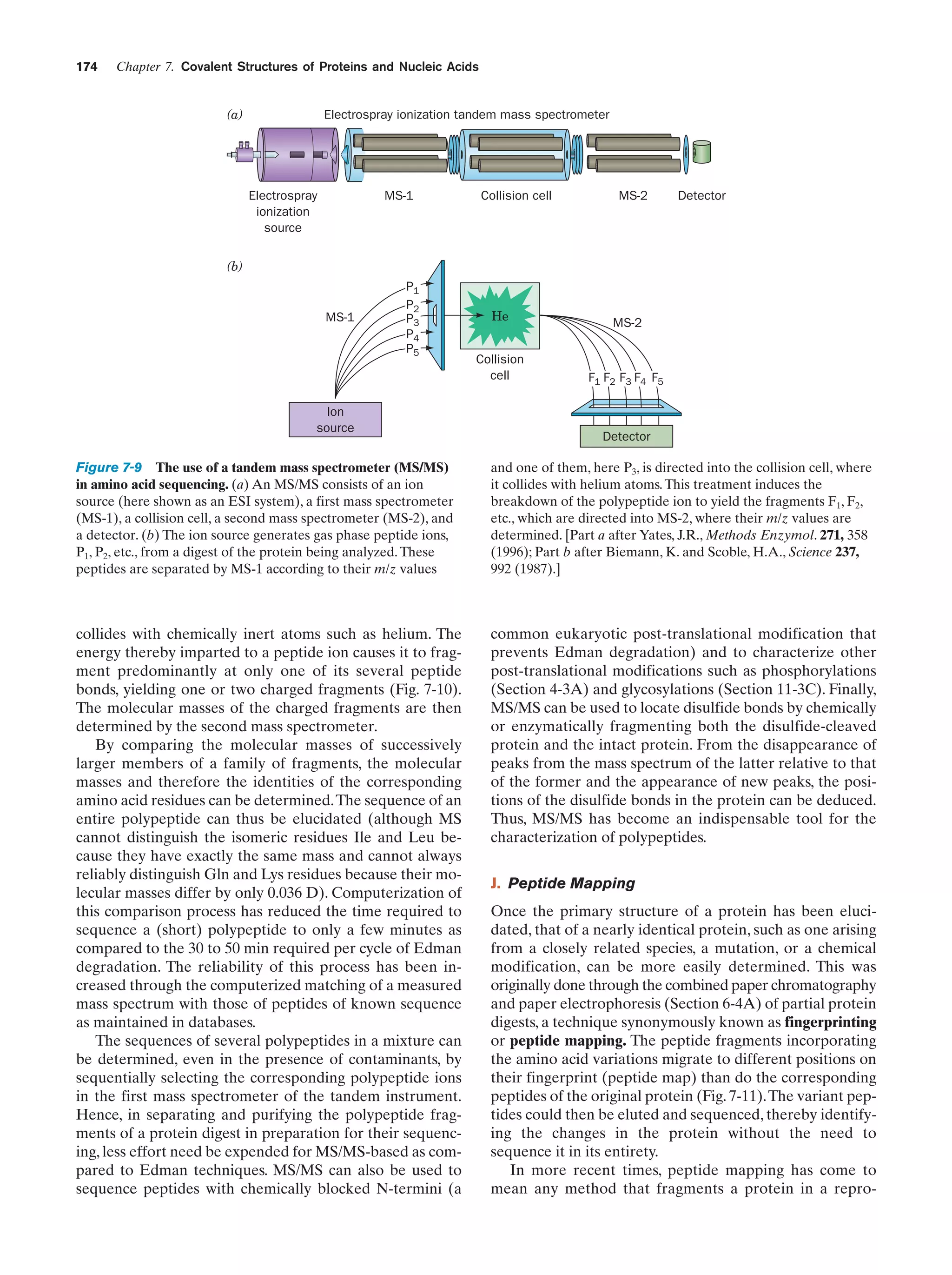 174

Chapter 7. Covalent Structures of Proteins and Nucleic Acids

(a)

Electrospray ionization tandem mass spectrometer

Electrospray
ionization
source

MS-1

Collision cell

MS-2

Detector

(b)

MS-1

P1
P2
P3
P4
P5

Ion
source

He

MS-2

Collision
cell

F1 F2 F3 F4 F5

Detector

Figure 7-9 The use of a tandem mass spectrometer (MS/MS)
in amino acid sequencing. (a) An MS/MS consists of an ion
source (here shown as an ESI system), a first mass spectrometer
(MS-1), a collision cell, a second mass spectrometer (MS-2), and
a detector. (b) The ion source generates gas phase peptide ions,
P1, P2, etc., from a digest of the protein being analyzed. These
peptides are separated by MS-1 according to their m/z values

and one of them, here P3, is directed into the collision cell, where
it collides with helium atoms. This treatment induces the
breakdown of the polypeptide ion to yield the fragments F1, F2,
etc., which are directed into MS-2, where their m/z values are
determined. [Part a after Yates, J.R., Methods Enzymol. 271, 358
(1996); Part b after Biemann, K. and Scoble, H.A., Science 237,
992 (1987).]

collides with chemically inert atoms such as helium. The
energy thereby imparted to a peptide ion causes it to fragment predominantly at only one of its several peptide
bonds, yielding one or two charged fragments (Fig. 7-10).
The molecular masses of the charged fragments are then
determined by the second mass spectrometer.
By comparing the molecular masses of successively
larger members of a family of fragments, the molecular
masses and therefore the identities of the corresponding
amino acid residues can be determined.The sequence of an
entire polypeptide can thus be elucidated (although MS
cannot distinguish the isomeric residues Ile and Leu because they have exactly the same mass and cannot always
reliably distinguish Gln and Lys residues because their molecular masses differ by only 0.036 D). Computerization of
this comparison process has reduced the time required to
sequence a (short) polypeptide to only a few minutes as
compared to the 30 to 50 min required per cycle of Edman
degradation. The reliability of this process has been increased through the computerized matching of a measured
mass spectrum with those of peptides of known sequence
as maintained in databases.
The sequences of several polypeptides in a mixture can
be determined, even in the presence of contaminants, by
sequentially selecting the corresponding polypeptide ions
in the first mass spectrometer of the tandem instrument.
Hence, in separating and purifying the polypeptide fragments of a protein digest in preparation for their sequencing, less effort need be expended for MS/MS-based as compared to Edman techniques. MS/MS can also be used to
sequence peptides with chemically blocked N-termini (a

common eukaryotic post-translational modification that
prevents Edman degradation) and to characterize other
post-translational modifications such as phosphorylations
(Section 4-3A) and glycosylations (Section 11-3C). Finally,
MS/MS can be used to locate disulfide bonds by chemically
or enzymatically fragmenting both the disulfide-cleaved
protein and the intact protein. From the disappearance of
peaks from the mass spectrum of the latter relative to that
of the former and the appearance of new peaks, the positions of the disulfide bonds in the protein can be deduced.
Thus, MS/MS has become an indispensable tool for the
characterization of polypeptides.
J. Peptide Mapping
Once the primary structure of a protein has been elucidated, that of a nearly identical protein, such as one arising
from a closely related species, a mutation, or a chemical
modification, can be more easily determined. This was
originally done through the combined paper chromatography
and paper electrophoresis (Section 6-4A) of partial protein
digests, a technique synonymously known as fingerprinting
or peptide mapping. The peptide fragments incorporating
the amino acid variations migrate to different positions on
their fingerprint (peptide map) than do the corresponding
peptides of the original protein (Fig. 7-11).The variant peptides could then be eluted and sequenced, thereby identifying the changes in the protein without the need to
sequence it in its entirety.
In more recent times, peptide mapping has come to
mean any method that fragments a protein in a repro-

 