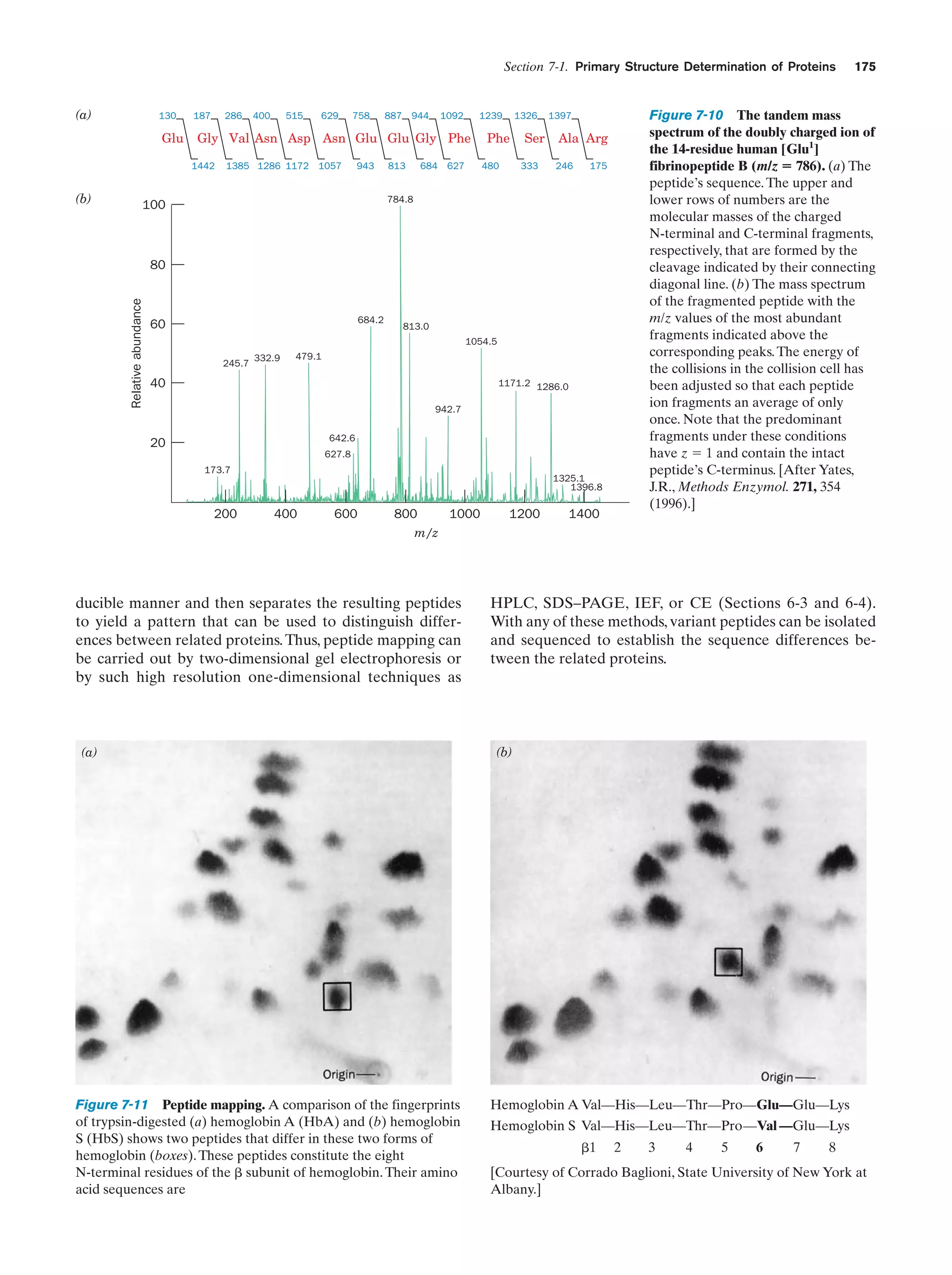 Section 7-1. Primary Structure Determination of Proteins

(a)

130

Glu

187

286

515

629

758

887 944

1092

1239

Gly Val Asn Asp Asn Glu Glu Gly Phe
1442

(b)

400

1385 1286 1172

1057

943

813

684 627

1326

Phe
480

Ser
333

Figure 7-10 The tandem mass
spectrum of the doubly charged ion of
the 14-residue human [Glu1]
fibrinopeptide B (m/z ϭ 786). (a) The
peptide’s sequence. The upper and
lower rows of numbers are the
molecular masses of the charged
N-terminal and C-terminal fragments,
respectively, that are formed by the
cleavage indicated by their connecting
diagonal line. (b) The mass spectrum
of the fragmented peptide with the
m/z values of the most abundant
fragments indicated above the
corresponding peaks. The energy of
the collisions in the collision cell has
been adjusted so that each peptide
ion fragments an average of only
once. Note that the predominant
fragments under these conditions
have z ϭ 1 and contain the intact
peptide’s C-terminus. [After Yates,
J.R., Methods Enzymol. 271, 354
(1996).]

1397

Ala Arg
246

175

784.8

100

Relative abundance

80

684.2

60

813.0
1054.5

245.7

332.9

479.1

40

1171.2 1286.0
942.7
642.6

20

627.8
173.7

200

1325.1
1396.8

400

600

800
1000
m/z

ducible manner and then separates the resulting peptides
to yield a pattern that can be used to distinguish differences between related proteins. Thus, peptide mapping can
be carried out by two-dimensional gel electrophoresis or
by such high resolution one-dimensional techniques as

(a)

Figure 7-11 Peptide mapping. A comparison of the fingerprints
of trypsin-digested (a) hemoglobin A (HbA) and (b) hemoglobin
S (HbS) shows two peptides that differ in these two forms of
hemoglobin (boxes). These peptides constitute the eight
N-terminal residues of the ␤ subunit of hemoglobin. Their amino
acid sequences are

1200

175

1400

HPLC, SDS–PAGE, IEF, or CE (Sections 6-3 and 6-4).
With any of these methods, variant peptides can be isolated
and sequenced to establish the sequence differences between the related proteins.

(b)

Hemoglobin A Val—His—Leu—Thr—Pro—Glu—Glu—Lys
Hemoglobin S Val—His—Leu—Thr—Pro—Val —Glu—Lys
␤1

2

3

4

5

6

7

8

[Courtesy of Corrado Baglioni, State University of New York at
Albany.]

 
