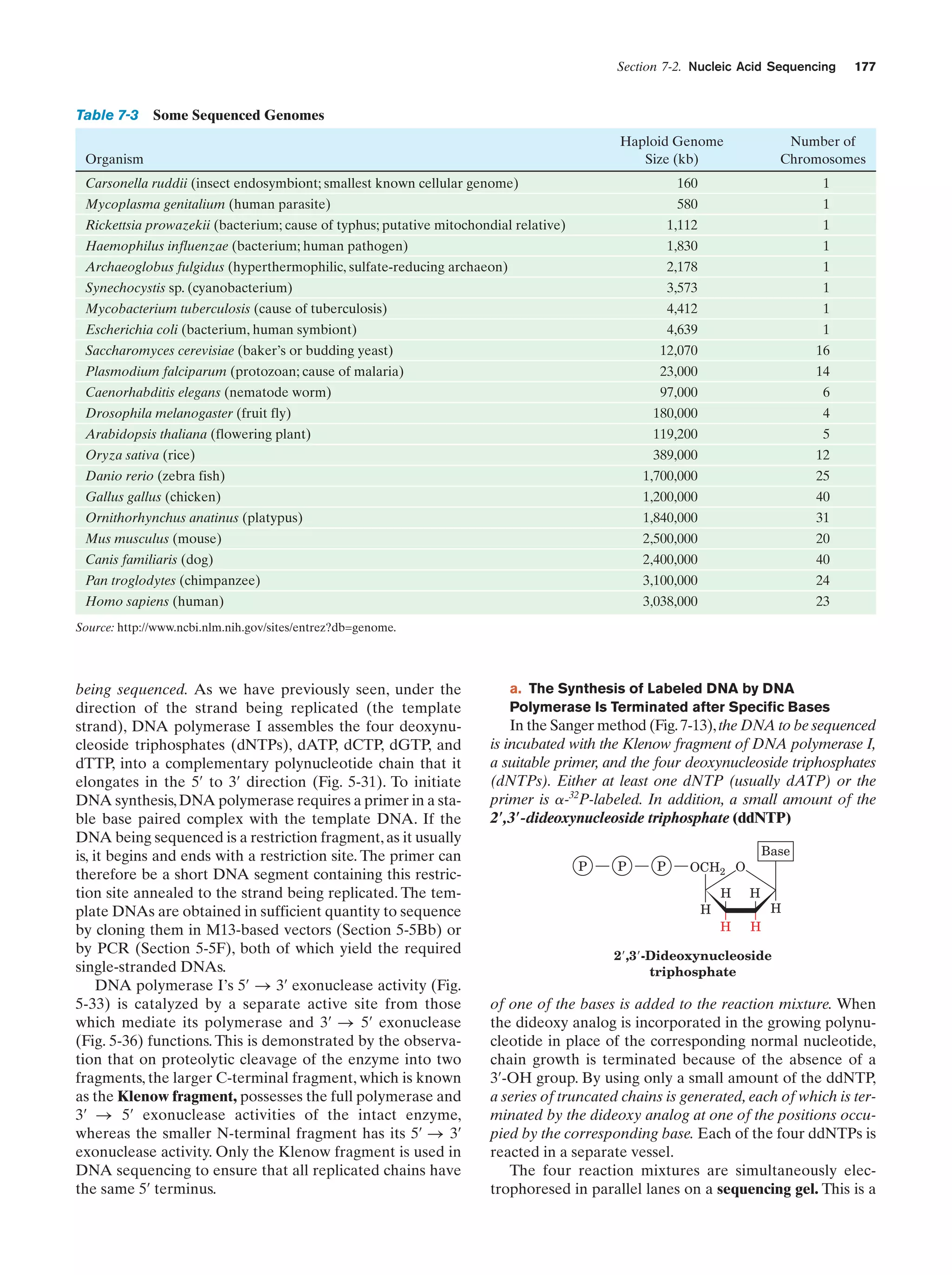 Section 7-2. Nucleic Acid Sequencing

177

Table 7-3 Some Sequenced Genomes
Haploid Genome
Size (kb)

Organism

Number of
Chromosomes

Carsonella ruddii (insect endosymbiont; smallest known cellular genome)

160

Mycoplasma genitalium (human parasite)

580

1

Rickettsia prowazekii (bacterium; cause of typhus; putative mitochondial relative)

1,112

1

Haemophilus influenzae (bacterium; human pathogen)

1,830

1

Archaeoglobus fulgidus (hyperthermophilic, sulfate-reducing archaeon)

2,178

1

Synechocystis sp. (cyanobacterium)

3,573

1

Mycobacterium tuberculosis (cause of tuberculosis)

4,412

1

Escherichia coli (bacterium, human symbiont)

4,639

1

1

Saccharomyces cerevisiae (baker’s or budding yeast)

12,070

16

Plasmodium falciparum (protozoan; cause of malaria)

23,000

14

97,000

6

180,000

4

Caenorhabditis elegans (nematode worm)
Drosophila melanogaster (fruit fly)
Arabidopsis thaliana (flowering plant)

119,200

5

Oryza sativa (rice)

389,000

12

Danio rerio (zebra fish)

1,700,000

25

Gallus gallus (chicken)

1,200,000

40

Ornithorhynchus anatinus (platypus)

1,840,000

31

Mus musculus (mouse)

2,500,000

20

Canis familiaris (dog)

2,400,000

40

Pan troglodytes (chimpanzee)

3,100,000

24

Homo sapiens (human)

3,038,000

23

Source: http://www.ncbi.nlm.nih.gov/sites/entrez?db=genome.

being sequenced. As we have previously seen, under the
direction of the strand being replicated (the template
strand), DNA polymerase I assembles the four deoxynucleoside triphosphates (dNTPs), dATP, dCTP, dGTP, and
dTTP, into a complementary polynucleotide chain that it
elongates in the 5¿ to 3¿ direction (Fig. 5-31). To initiate
DNA synthesis, DNA polymerase requires a primer in a stable base paired complex with the template DNA. If the
DNA being sequenced is a restriction fragment, as it usually
is, it begins and ends with a restriction site. The primer can
therefore be a short DNA segment containing this restriction site annealed to the strand being replicated. The template DNAs are obtained in sufficient quantity to sequence
by cloning them in M13-based vectors (Section 5-5Bb) or
by PCR (Section 5-5F), both of which yield the required
single-stranded DNAs.
DNA polymerase I’s 5¿ S 3¿ exonuclease activity (Fig.
5-33) is catalyzed by a separate active site from those
which mediate its polymerase and 3¿ S 5¿ exonuclease
(Fig. 5-36) functions. This is demonstrated by the observation that on proteolytic cleavage of the enzyme into two
fragments, the larger C-terminal fragment, which is known
as the Klenow fragment, possesses the full polymerase and
3¿ S 5¿ exonuclease activities of the intact enzyme,
whereas the smaller N-terminal fragment has its 5¿ S 3¿
exonuclease activity. Only the Klenow fragment is used in
DNA sequencing to ensure that all replicated chains have
the same 5¿ terminus.

a. The Synthesis of Labeled DNA by DNA
Polymerase Is Terminated after Specific Bases

In the Sanger method (Fig. 7-13), the DNA to be sequenced
is incubated with the Klenow fragment of DNA polymerase I,
a suitable primer, and the four deoxynucleoside triphosphates
(dNTPs). Either at least one dNTP (usually dATP) or the
primer is ␣-32P-labeled. In addition, a small amount of the
2؅,3؅-dideoxynucleoside triphosphate (ddNTP)
P

P

P

Base

OCH2 O
H

H

H

H

H

H

2Ј,3Ј-Dideoxynucleoside
triphosphate

of one of the bases is added to the reaction mixture. When
the dideoxy analog is incorporated in the growing polynucleotide in place of the corresponding normal nucleotide,
chain growth is terminated because of the absence of a
3¿-OH group. By using only a small amount of the ddNTP,
a series of truncated chains is generated, each of which is terminated by the dideoxy analog at one of the positions occupied by the corresponding base. Each of the four ddNTPs is
reacted in a separate vessel.
The four reaction mixtures are simultaneously electrophoresed in parallel lanes on a sequencing gel. This is a

 