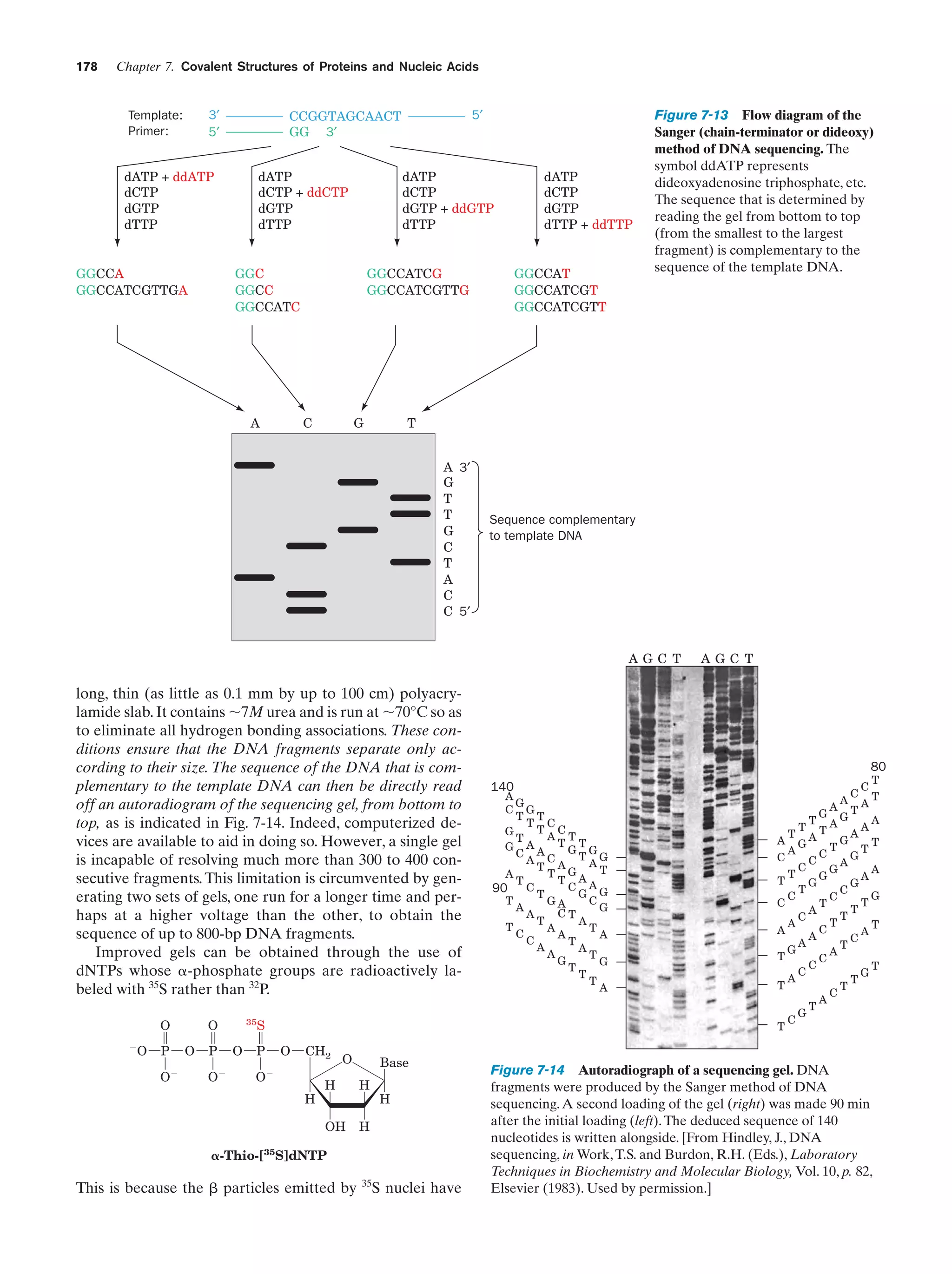 178

Chapter 7. Covalent Structures of Proteins and Nucleic Acids

CCGGTAGCAACT
GG 3′

3′
5′

Template:
Primer:

dATP + ddATP
dCTP
dGTP
dTTP

dATP
dCTP + ddCTP
dGTP
dTTP

GGCCA
GGCCATCGTTGA

dATP
dCTP
dGTP + ddGTP
dTTP

GGC
GGCC
GGCCATC

A

5′

GGCCAT
GGCCATCGT
GGCCATCGTT

GGCCATCG
GGCCATCGTTG

C

G

dATP
dCTP
dGTP
dTTP + ddTTP

Figure 7-13 Flow diagram of the
Sanger (chain-terminator or dideoxy)
method of DNA sequencing. The
symbol ddATP represents
dideoxyadenosine triphosphate, etc.
The sequence that is determined by
reading the gel from bottom to top
(from the smallest to the largest
fragment) is complementary to the
sequence of the template DNA.

T
A 3′
G
T
T
G
C
T
A
C
C 5′

Sequence complementar y
to template DNA

AGC T

long, thin (as little as 0.1 mm by up to 100 cm) polyacrylamide slab. It contains ϳ7M urea and is run at ϳ70°C so as
to eliminate all hydrogen bonding associations. These conditions ensure that the DNA fragments separate only according to their size. The sequence of the DNA that is complementary to the template DNA can then be directly read
off an autoradiogram of the sequencing gel, from bottom to
top, as is indicated in Fig. 7-14. Indeed, computerized devices are available to aid in doing so. However, a single gel
is incapable of resolving much more than 300 to 400 consecutive fragments. This limitation is circumvented by generating two sets of gels, one run for a longer time and perhaps at a higher voltage than the other, to obtain the
sequence of up to 800-bp DNA fragments.
Improved gels can be obtained through the use of
dNTPs whose ␣-phosphate groups are radioactively labeled with 35S rather than 32P.
O
Ϫ

O

35

S

O

P

O
Ϫ

O

P

O
Ϫ

O

O

P

CH2

Ϫ

O

O

Base
H

OH

H

H

H

H

␣-Thio-[35S]dNTP

This is because the ␤ particles emitted by 35S nuclei have

AGC T

80
140

A
G
C G
T T
T C
T C
G
A T
T
T T
A
G
G G
A
C
A CA T AG
T
T GA T
A
T
T
C AG
90 C T
G
C
T
GA
G
A
CT
A
T
A
T
A
T
C
A
A
C
T
A
A
A
T
G
G
T
T
T
A

T
C
C
A AT
A T
G
A
T AG
A
T T
A
T
G
A GA
T
T
T
A
C
G
C
C
A
C
G
A
T
G
A
T
G
G
T
C
G
C
C
T
C
T
T
A
T
C
T
A
T
C
A
A
A
C
A
T
G
A
T
C
C
T
C
G
A
T
T
T
C
A
T
G
C
T

Figure 7-14 Autoradiograph of a sequencing gel. DNA
fragments were produced by the Sanger method of DNA
sequencing. A second loading of the gel (right) was made 90 min
after the initial loading (left). The deduced sequence of 140
nucleotides is written alongside. [From Hindley, J., DNA
sequencing, in Work, T.S. and Burdon, R.H. (Eds.), Laboratory
Techniques in Biochemistry and Molecular Biology, Vol. 10, p. 82,
Elsevier (1983). Used by permission.]

 
