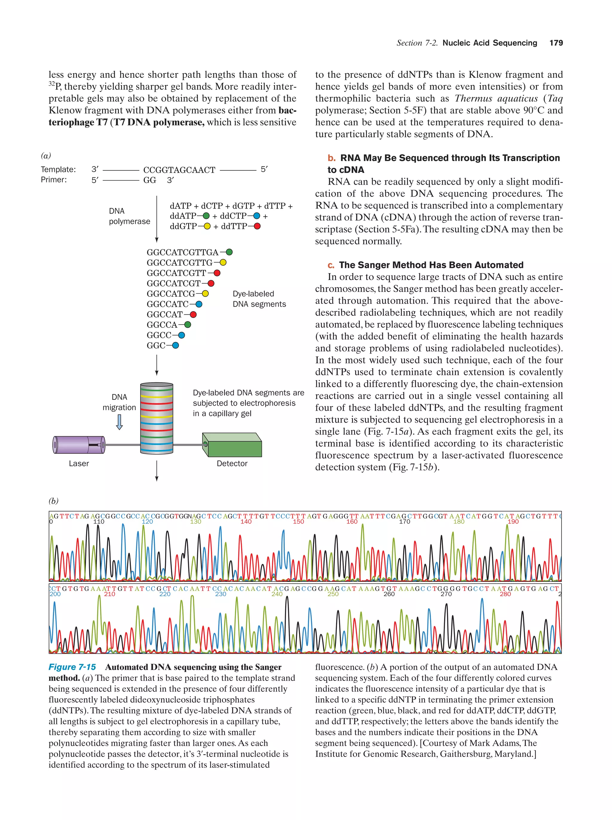 Section 7-2. Nucleic Acid Sequencing

less energy and hence shorter path lengths than those of
32
P, thereby yielding sharper gel bands. More readily interpretable gels may also be obtained by replacement of the
Klenow fragment with DNA polymerases either from bacteriophage T7 (T7 DNA polymerase, which is less sensitive

(a)
Template:
Primer:

CCGGTAGCAACT
GG 3′

3′
5′

DNA
polymerase

5′

dATP + dCTP + dGTP + dTTP +
ddATP
+ ddCTP
+
ddGTP
+ ddTTP

GGCCATCGTTGA
GGCCATCGTTG
GGCCATCGTT
GGCCATCGT
GGCCATCG
GGCCATC
GGCCAT
GGCCA
GGCC
GGC

DNA
migration

Laser

179

to the presence of ddNTPs than is Klenow fragment and
hence yields gel bands of more even intensities) or from
thermophilic bacteria such as Thermus aquaticus (Taq
polymerase; Section 5-5F) that are stable above 90°C and
hence can be used at the temperatures required to denature particularly stable segments of DNA.
b. RNA May Be Sequenced through Its Transcription
to cDNA

RNA can be readily sequenced by only a slight modification of the above DNA sequencing procedures. The
RNA to be sequenced is transcribed into a complementary
strand of DNA (cDNA) through the action of reverse transcriptase (Section 5-5Fa). The resulting cDNA may then be
sequenced normally.
c. The Sanger Method Has Been Automated

Dye-labeled
DNA segments

Dye-labeled DNA segments are
subjected to electrophoresis
in a capillary gel

Detector

In order to sequence large tracts of DNA such as entire
chromosomes, the Sanger method has been greatly accelerated through automation. This required that the abovedescribed radiolabeling techniques, which are not readily
automated, be replaced by fluorescence labeling techniques
(with the added benefit of eliminating the health hazards
and storage problems of using radiolabeled nucleotides).
In the most widely used such technique, each of the four
ddNTPs used to terminate chain extension is covalently
linked to a differently fluorescing dye, the chain-extension
reactions are carried out in a single vessel containing all
four of these labeled ddNTPs, and the resulting fragment
mixture is subjected to sequencing gel electrophoresis in a
single lane (Fig. 7-15a). As each fragment exits the gel, its
terminal base is identified according to its characteristic
fluorescence spectrum by a laser-activated fluorescence
detection system (Fig. 7-15b).

(b)
AG T T C T AG AG C G GC C GCC AC CG CGGTGGNAG C T C C AGC T T T T G T T CCC T T T A GT G A GGG TT AA T T T C G A G C T T G G CGT A A T C A T G G T C A T AG C T G T T T C
0
110
120
130
140
150
160
170
180
190

CC T G T G T G A A AT T G T T A T C C G CT C A C A A T T CC A C A C A A C A T A C G A G C C G G A A G C A T A A A G T G T A A A G C C T G G G G T G C C T A A T G A G T G A G C T
200
210
220
230
240
250
260
270
280
2

Figure 7-15 Automated DNA sequencing using the Sanger
method. (a) The primer that is base paired to the template strand
being sequenced is extended in the presence of four differently
fluorescently labeled dideoxynucleoside triphosphates
(ddNTPs). The resulting mixture of dye-labeled DNA strands of
all lengths is subject to gel electrophoresis in a capillary tube,
thereby separating them according to size with smaller
polynucleotides migrating faster than larger ones. As each
polynucleotide passes the detector, it’s 3¿-terminal nucleotide is
identified according to the spectrum of its laser-stimulated

fluorescence. (b) A portion of the output of an automated DNA
sequencing system. Each of the four differently colored curves
indicates the fluorescence intensity of a particular dye that is
linked to a specific ddNTP in terminating the primer extension
reaction (green, blue, black, and red for ddATP, ddCTP, ddGTP,
and ddTTP, respectively; the letters above the bands identify the
bases and the numbers indicate their positions in the DNA
segment being sequenced). [Courtesy of Mark Adams, The
Institute for Genomic Research, Gaithersburg, Maryland.]

 