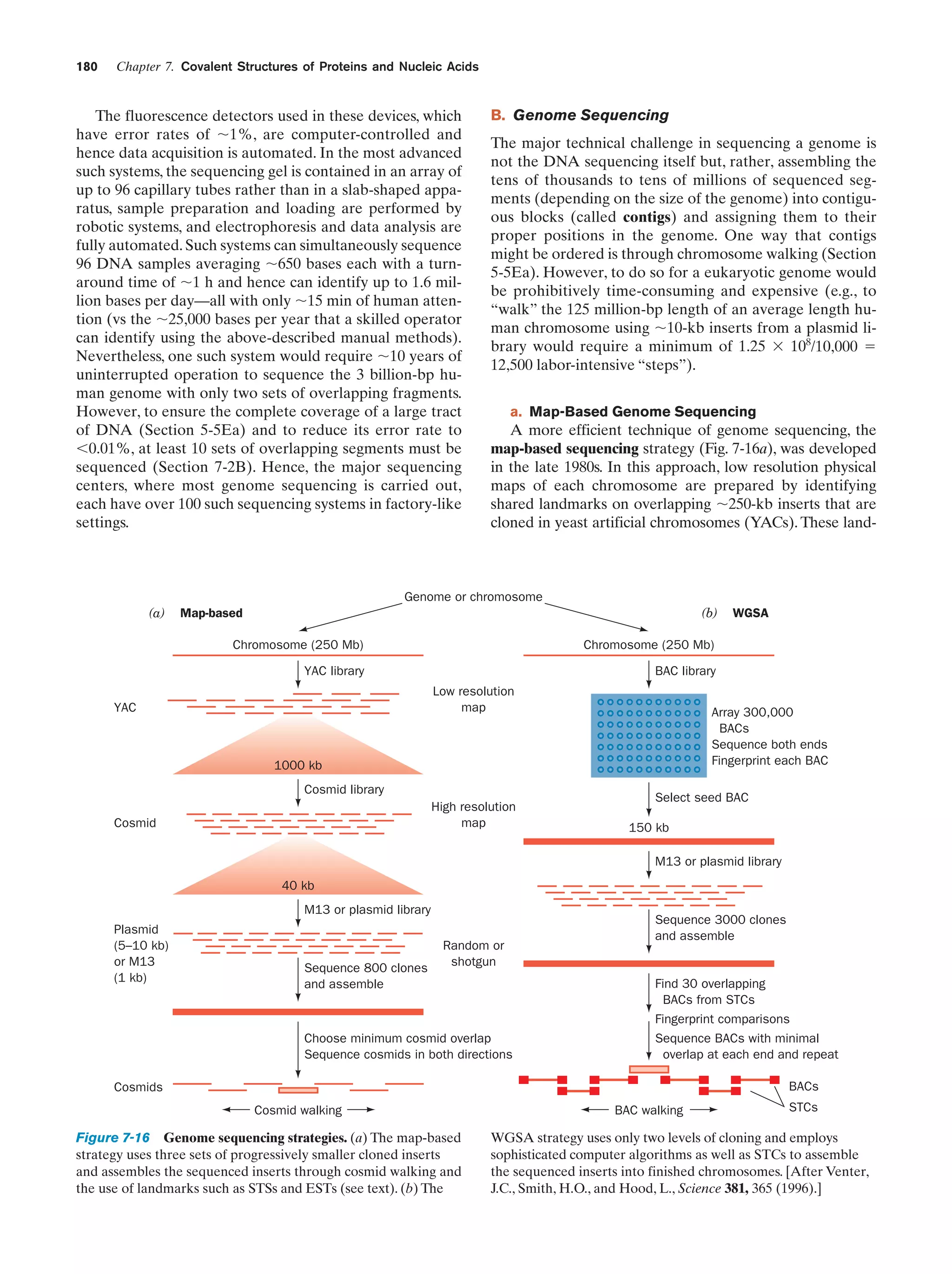 180

Chapter 7. Covalent Structures of Proteins and Nucleic Acids

The fluorescence detectors used in these devices, which
have error rates of ϳ1%, are computer-controlled and
hence data acquisition is automated. In the most advanced
such systems, the sequencing gel is contained in an array of
up to 96 capillary tubes rather than in a slab-shaped apparatus, sample preparation and loading are performed by
robotic systems, and electrophoresis and data analysis are
fully automated. Such systems can simultaneously sequence
96 DNA samples averaging ϳ650 bases each with a turnaround time of ϳ1 h and hence can identify up to 1.6 million bases per day—all with only ϳ15 min of human attention (vs the ϳ25,000 bases per year that a skilled operator
can identify using the above-described manual methods).
Nevertheless, one such system would require ϳ10 years of
uninterrupted operation to sequence the 3 billion-bp human genome with only two sets of overlapping fragments.
However, to ensure the complete coverage of a large tract
of DNA (Section 5-5Ea) and to reduce its error rate to
Ͻ0.01%, at least 10 sets of overlapping segments must be
sequenced (Section 7-2B). Hence, the major sequencing
centers, where most genome sequencing is carried out,
each have over 100 such sequencing systems in factory-like
settings.

B. Genome Sequencing
The major technical challenge in sequencing a genome is
not the DNA sequencing itself but, rather, assembling the
tens of thousands to tens of millions of sequenced segments (depending on the size of the genome) into contiguous blocks (called contigs) and assigning them to their
proper positions in the genome. One way that contigs
might be ordered is through chromosome walking (Section
5-5Ea). However, to do so for a eukaryotic genome would
be prohibitively time-consuming and expensive (e.g., to
“walk” the 125 million-bp length of an average length human chromosome using ϳ10-kb inserts from a plasmid library would require a minimum of 1.25 ϫ 108/10,000 ϭ
12,500 labor-intensive “steps”).
a. Map-Based Genome Sequencing

A more efficient technique of genome sequencing, the
map-based sequencing strategy (Fig. 7-16a), was developed
in the late 1980s. In this approach, low resolution physical
maps of each chromosome are prepared by identifying
shared landmarks on overlapping ϳ250-kb inserts that are
cloned in yeast artificial chromosomes (YACs). These land-

Genome or chromosome
(a)

(b)

Map-based
Chromosome (250 Mb)

Chromosome (250 Mb)

YAC library

WGSA

BAC library
Low resolution
map

YAC

Array 300,000
BACs
Sequence both ends
Fingerprint each BAC

1000 kb
Cosmid library
High resolution
map

Cosmid

Select seed BAC
150 kb
M13 or plasmid library

40 kb
M13 or plasmid library
Plasmid
(5–10 kb)
or M13
(1 kb)

Sequence 800 clones
and assemble

Random or
shotgun

Choose minimum cosmid overlap
Sequence cosmids in both directions

Sequence 3000 clones
and assemble

Find 30 overlapping
BACs from STCs
Fingerprint comparisons
Sequence BACs with minimal
overlap at each end and repeat
BACs

Cosmids
Cosmid walking

Figure 7-16 Genome sequencing strategies. (a) The map-based
strategy uses three sets of progressively smaller cloned inserts
and assembles the sequenced inserts through cosmid walking and
the use of landmarks such as STSs and ESTs (see text). (b) The

BAC walking

STCs

WGSA strategy uses only two levels of cloning and employs
sophisticated computer algorithms as well as STCs to assemble
the sequenced inserts into finished chromosomes. [After Venter,
J.C., Smith, H.O., and Hood, L., Science 381, 365 (1996).]

 