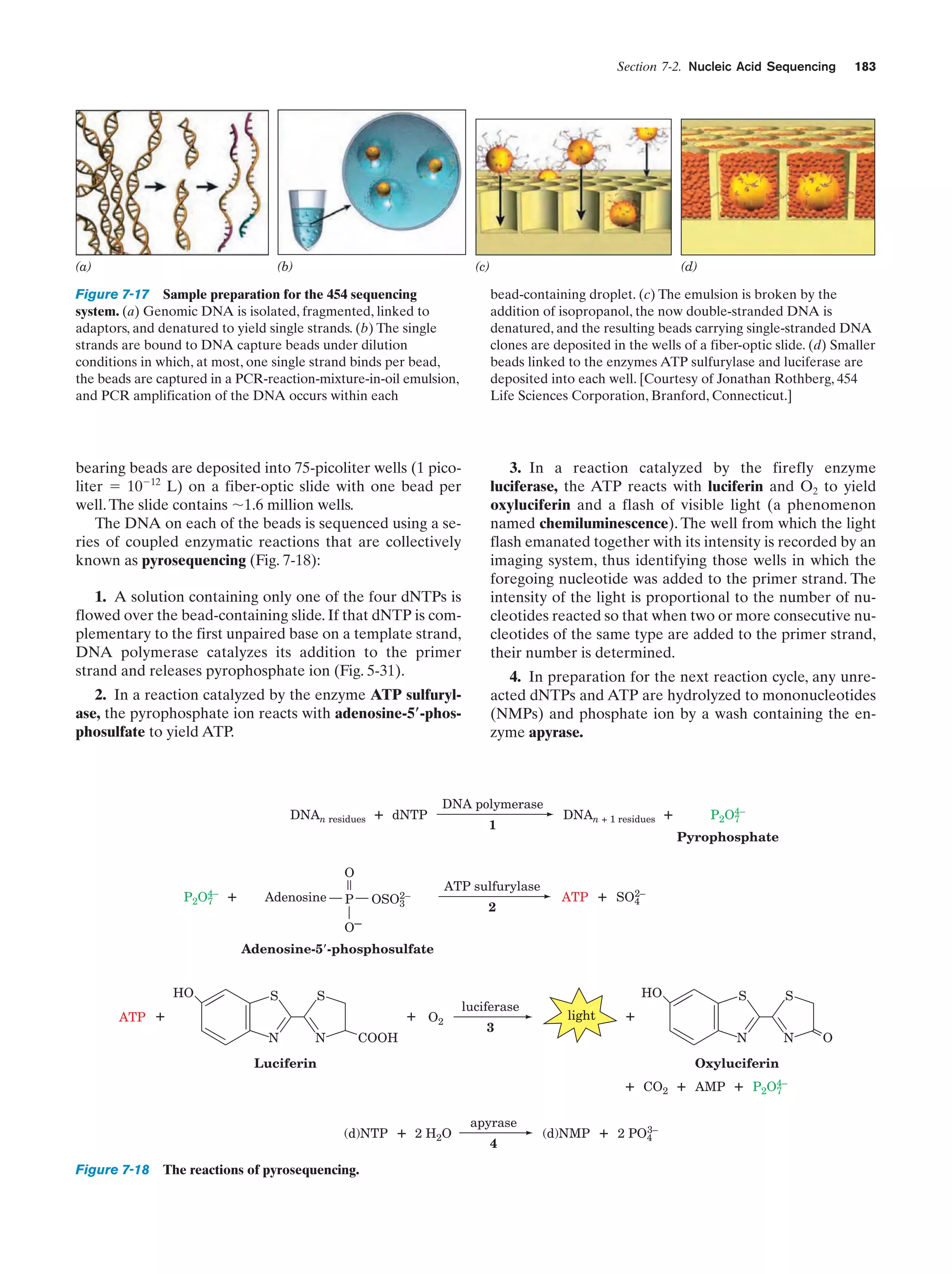 Section 7-2. Nucleic Acid Sequencing

(a)

(b)

(c)

183

(d)

Figure 7-17 Sample preparation for the 454 sequencing
system. (a) Genomic DNA is isolated, fragmented, linked to
adaptors, and denatured to yield single strands. (b) The single
strands are bound to DNA capture beads under dilution
conditions in which, at most, one single strand binds per bead,
the beads are captured in a PCR-reaction-mixture-in-oil emulsion,
and PCR amplification of the DNA occurs within each

bead-containing droplet. (c) The emulsion is broken by the
addition of isopropanol, the now double-stranded DNA is
denatured, and the resulting beads carrying single-stranded DNA
clones are deposited in the wells of a fiber-optic slide. (d) Smaller
beads linked to the enzymes ATP sulfurylase and luciferase are
deposited into each well. [Courtesy of Jonathan Rothberg, 454
Life Sciences Corporation, Branford, Connecticut.]

bearing beads are deposited into 75-picoliter wells (1 picoliter ϭ 10Ϫ12 L) on a fiber-optic slide with one bead per
well. The slide contains ϳ1.6 million wells.
The DNA on each of the beads is sequenced using a series of coupled enzymatic reactions that are collectively
known as pyrosequencing (Fig. 7-18):

3. In a reaction catalyzed by the firefly enzyme
luciferase, the ATP reacts with luciferin and O2 to yield
oxyluciferin and a flash of visible light (a phenomenon
named chemiluminescence). The well from which the light
flash emanated together with its intensity is recorded by an
imaging system, thus identifying those wells in which the
foregoing nucleotide was added to the primer strand. The
intensity of the light is proportional to the number of nucleotides reacted so that when two or more consecutive nucleotides of the same type are added to the primer strand,
their number is determined.

1. A solution containing only one of the four dNTPs is
flowed over the bead-containing slide. If that dNTP is complementary to the first unpaired base on a template strand,
DNA polymerase catalyzes its addition to the primer
strand and releases pyrophosphate ion (Fig. 5-31).
2. In a reaction catalyzed by the enzyme ATP sulfurylase, the pyrophosphate ion reacts with adenosine-5؅-phosphosulfate to yield ATP.

DNAn residues

+ dNTP

4. In preparation for the next reaction cycle, any unreacted dNTPs and ATP are hydrolyzed to mononucleotides
(NMPs) and phosphate ion by a wash containing the enzyme apyrase.

DNA polymerase
1

DNAn + 1 residues

+

P2O4–
7
Pyrophosphate

O
P2O4–
7

+

Adenosine

2–
OSO3

P

ATP sulfurylase
2

ATP

2–
+ SO4

O–
Adenosine-5 -phosphosulfate
HO
ATP

S

S

+

+ O2
N

N

COOH

luciferase
3

HO

S

S

N

light

N

+

Luciferin

Oxyluciferin

+ CO2 + AMP + P2O4–
7
(d)NTP

Figure 7-18

The reactions of pyrosequencing.

+ 2 H2O

apyrase
4

(d)NMP

3–
+ 2 PO4

O

 