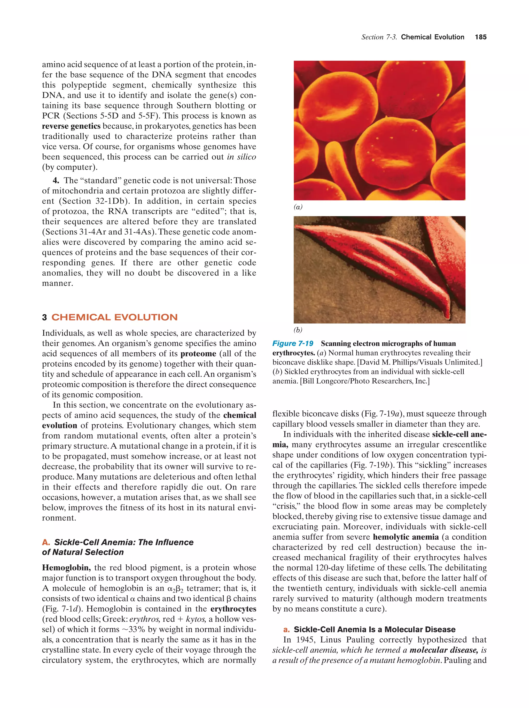 Section 7-3. Chemical Evolution

185

amino acid sequence of at least a portion of the protein, infer the base sequence of the DNA segment that encodes
this polypeptide segment, chemically synthesize this
DNA, and use it to identify and isolate the gene(s) containing its base sequence through Southern blotting or
PCR (Sections 5-5D and 5-5F). This process is known as
reverse genetics because, in prokaryotes, genetics has been
traditionally used to characterize proteins rather than
vice versa. Of course, for organisms whose genomes have
been sequenced, this process can be carried out in silico
(by computer).
4. The “standard” genetic code is not universal: Those
of mitochondria and certain protozoa are slightly different (Section 32-1Db). In addition, in certain species
of protozoa, the RNA transcripts are “edited”; that is,
their sequences are altered before they are translated
(Sections 31-4Ar and 31-4As). These genetic code anomalies were discovered by comparing the amino acid sequences of proteins and the base sequences of their corresponding genes. If there are other genetic code
anomalies, they will no doubt be discovered in a like
manner.

(a)

3 CHEMICAL EVOLUTION
Individuals, as well as whole species, are characterized by
their genomes. An organism’s genome specifies the amino
acid sequences of all members of its proteome (all of the
proteins encoded by its genome) together with their quantity and schedule of appearance in each cell. An organism’s
proteomic composition is therefore the direct consequence
of its genomic composition.
In this section, we concentrate on the evolutionary aspects of amino acid sequences, the study of the chemical
evolution of proteins. Evolutionary changes, which stem
from random mutational events, often alter a protein’s
primary structure. A mutational change in a protein, if it is
to be propagated, must somehow increase, or at least not
decrease, the probability that its owner will survive to reproduce. Many mutations are deleterious and often lethal
in their effects and therefore rapidly die out. On rare
occasions, however, a mutation arises that, as we shall see
below, improves the fitness of its host in its natural environment.
A. Sickle-Cell Anemia: The Influence
of Natural Selection
Hemoglobin, the red blood pigment, is a protein whose
major function is to transport oxygen throughout the body.
A molecule of hemoglobin is an ␣2␤2 tetramer; that is, it
consists of two identical ␣ chains and two identical ␤ chains
(Fig. 7-1d). Hemoglobin is contained in the erythrocytes
(red blood cells; Greek: erythros, red ϩ kytos, a hollow vessel) of which it forms ϳ33% by weight in normal individuals, a concentration that is nearly the same as it has in the
crystalline state. In every cycle of their voyage through the
circulatory system, the erythrocytes, which are normally

(b)

Figure 7-19 Scanning electron micrographs of human
erythrocytes. (a) Normal human erythrocytes revealing their
biconcave disklike shape. [David M. Phillips/Visuals Unlimited.]
(b) Sickled erythrocytes from an individual with sickle-cell
anemia. [Bill Longcore/Photo Researchers, Inc.]

flexible biconcave disks (Fig. 7-19a), must squeeze through
capillary blood vessels smaller in diameter than they are.
In individuals with the inherited disease sickle-cell anemia, many erythrocytes assume an irregular crescentlike
shape under conditions of low oxygen concentration typical of the capillaries (Fig. 7-19b). This “sickling” increases
the erythrocytes’ rigidity, which hinders their free passage
through the capillaries. The sickled cells therefore impede
the flow of blood in the capillaries such that, in a sickle-cell
“crisis,” the blood flow in some areas may be completely
blocked, thereby giving rise to extensive tissue damage and
excruciating pain. Moreover, individuals with sickle-cell
anemia suffer from severe hemolytic anemia (a condition
characterized by red cell destruction) because the increased mechanical fragility of their erythrocytes halves
the normal 120-day lifetime of these cells. The debilitating
effects of this disease are such that, before the latter half of
the twentieth century, individuals with sickle-cell anemia
rarely survived to maturity (although modern treatments
by no means constitute a cure).
a. Sickle-Cell Anemia Is a Molecular Disease

In 1945, Linus Pauling correctly hypothesized that
sickle-cell anemia, which he termed a molecular disease, is
a result of the presence of a mutant hemoglobin. Pauling and

 