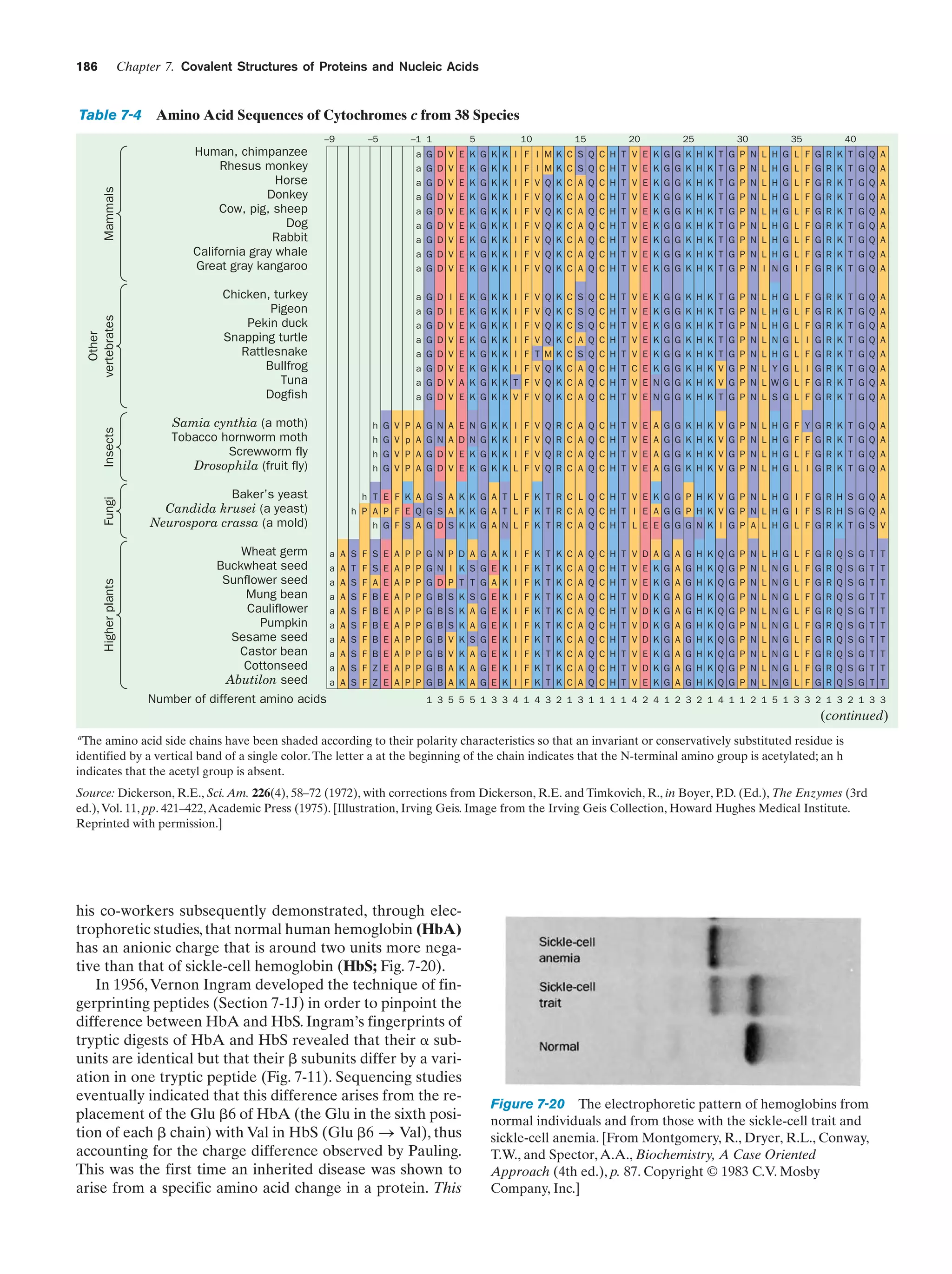 Chapter 7. Covalent Structures of Proteins and Nucleic Acids

186

Table 7-4 Amino Acid Sequences of Cytochromes c from 38 Species
–5

–1 1

5

10

15

20

25

30

35

40

a G D I E K G K K I F V Q K C S Q C H T V E K G G K H K T G P N L H G L F G R K T G Q A

Insects

Chicken, turkey
Pigeon
Pekin duck
Snapping turtle
Rattlesnake
Bullfrog
Tuna
Dogfish

a G D V E K G K K I F V Q K C A Q C H T V E K G G K H K T G P N L H G L F G R K T G Q A
a G D V E K G K K I F V Q K C A Q C H T V E K G G K H K T G P N L H G L F G R K T G Q A
a G D V E K G K K I F V Q K C A Q C H T V E K G G K H K T G P N L H G L F G R K T G Q A
a G D V E K G K K I F V Q K C A Q C H T V E K G G K H K T G P N L H G L F G R K T G Q A
a G D V E K G K K I F V Q K C A Q C H T V E K G G K H K T G P N L H G L F G R K T G Q A
a G D V E K G K K I F V Q K C A Q C H T V E K G G K H K T G P N L H G L F G R K T G Q A
a G D V E K G K K I F V Q K C A Q C H T V E K G G K H K T G P N I N G I F G R K T G Q A

a G D I E K G K K I F V Q K C S Q C H T V E K G G K H K T G P N L H G L F G R K T G Q A
a G D V E K G K K I F V Q K C S Q C H T V E K G G K H K T G P N L H G L F G R K T G Q A
a G D V E K G K K I F V Q K C A Q C H T V E K G G K H K T G P N L N G L I G R K T G Q A
a G D V E K G K K I F T M K C S Q C H T V E K G G K H K T G P N L H G L F G R K T G Q A
a G D V E K G K K I F V Q K C A Q C H T C E K G G K H K V G P N L Y G L I G R K T G Q A
a G D V A K G K K T F V Q K C A Q C H T V E N G G K H K V G P N L WG L F G R K T G Q A
a G D V E K G K K V F V Q K C A Q C H T V E N G G K H K T G P N L S G L F G R K T G Q A

Baker’s yeast
Candida krusei (a yeast)
Neurospora crassa (a mold)
Wheat germ
Buckwheat seed
Sunflower seed
Mung bean
Cauliflower
Pumpkin
Sesame seed
Castor bean
Cottonseed
Abutilon seed

a G D V E K G K K I F I M K C S Q C H T V E K G G K H K T G P N L H G L F G R K T G Q A

Samia cynthia (a moth)
Tobacco hornworm moth
Screwworm fly
Drosophila (fruit fly)

Fungi

a G D V E K G K K I F I M K C S Q C H T V E K G G K H K T G P N L H G L F G R K T G Q A

Higher plants

Other
vertebrates

Mammals

–9

Human, chimpanzee
Rhesus monkey
Horse
Donkey
Cow, pig, sheep
Dog
Rabbit
California gray whale
Great gray kangaroo

Number of different amino acids

h
h
h
h

G
G
G
G

V
V
V
V

P
p
P
P

A
A
A
A

G
G
G
G

N
N
D
D

A
A
V
V

E
D
E
E

N
N
K
K

G
G
G
G

K
K
K
K

K
K
K
K

I
I
I
L

F
F
F
F

V
V
V
V

Q
Q
Q
Q

R
R
R
R

C
C
C
C

A
A
A
A

Q
Q
Q
Q

C
C
C
C

H
H
H
H

T
T
T
T

V
V
V
V

E
E
E
E

A
A
A
A

G
G
G
G

G
G
G
G

K
K
K
K

H
H
H
H

K
K
K
K

V
V
V
V

G
G
G
G

P
P
P
P

N
N
N
N

L
L
L
L

H
H
H
H

G
G
G
G

F
F
L
L

Y
F
F
I

G
G
G
G

R
R
R
R

K
K
K
K

T
T
T
T

G
G
G
G

Q
Q
Q
Q

A
A
A
A

h T E F K A G S A K K G A T L F K T R C L Q C H T V E K G G P H K V G P N L H G I F G R H S G Q A
h P A P F E Q G S A K K G A T L F K T R C A Q C H T I E A G G P H K V G P N L H G I F S R H S G Q A
h G F S A G D S K K G A N L F K T R C A Q C H T L E E G G G N K I G P A L H G L F G R K T G S V
a
a
a
a
a
a
a
a
a
a

A
A
A
A
A
A
A
A
A
A

S
T
S
S
S
S
S
S
S
S

F
F
F
F
F
F
F
F
F
F

S
S
A
B
B
B
B
B
Z
Z

E
E
E
E
E
E
E
E
E
E

A
A
A
A
A
A
A
A
A
A

P
P
P
P
P
P
P
P
P
P

P
P
P
P
P
P
P
P
P
P

G
G
G
G
G
G
G
G
G
G

N
N
D
B
B
B
B
B
B
B

P
I
P
S
S
S
V
V
A
A

D
K
T
K
K
K
K
K
K
K

A
S
T
S
A
A
S
A
A
A

G
G
G
G
G
G
G
G
G
G

A
E
A
E
E
E
E
E
E
E

K
K
K
K
K
K
K
K
K
K

I
I
I
I
I
I
I
I
I
I

F
F
F
F
F
F
F
F
F
F

K
K
K
K
K
K
K
K
K
K

T
T
T
T
T
T
T
T
T
T

K
K
K
K
K
K
K
K
K
K

C
C
C
C
C
C
C
C
C
C

A
A
A
A
A
A
A
A
A
A

Q
Q
Q
Q
Q
Q
Q
Q
Q
Q

C
C
C
C
C
C
C
C
C
C

H
H
H
H
H
H
H
H
H
H

T
T
T
T
T
T
T
T
T
T

V
V
V
V
V
V
V
V
V
V

D
E
E
D
D
D
D
E
D
E

A
K
K
K
K
K
K
K
K
K

G
G
G
G
G
G
G
G
G
G

A
A
A
A
A
A
A
A
A
A

G
G
G
G
G
G
G
G
G
G

H
H
H
H
H
H
H
H
H
H

K
K
K
K
K
K
K
K
K
K

Q
Q
Q
Q
Q
Q
Q
Q
Q
Q

G
G
G
G
G
G
G
G
G
G

P
P
P
P
P
P
P
P
P
P

N
N
N
N
N
N
N
N
N
N

L
L
L
L
L
L
L
L
L
L

H
N
N
N
N
N
N
N
N
N

G
G
G
G
G
G
G
G
G
G

L
L
L
L
L
L
L
L
L
L

F
F
F
F
F
F
F
F
F
F

G
G
G
G
G
G
G
G
G
G

R
R
R
R
R
R
R
R
R
R

Q
Q
Q
Q
Q
Q
Q
Q
Q
Q

S
S
S
S
S
S
S
S
S
S

G
G
G
G
G
G
G
G
G
G

T
T
T
T
T
T
T
T
T
T

T
T
T
T
T
T
T
T
T
T

1 3 5 5 5 1 3 3 4 1 4 3 2 1 3 1 1 1 1 4 2 4 1 2 3 2 1 4 1 1 2 1 5 1 3 3 2 1 3 2 1 3 3

(continued)
a

The amino acid side chains have been shaded according to their polarity characteristics so that an invariant or conservatively substituted residue is
identified by a vertical band of a single color. The letter a at the beginning of the chain indicates that the N-terminal amino group is acetylated; an h
indicates that the acetyl group is absent.
Source: Dickerson, R.E., Sci. Am. 226(4), 58–72 (1972), with corrections from Dickerson, R.E. and Timkovich, R., in Boyer, P.D. (Ed.), The Enzymes (3rd
ed.), Vol. 11, pp. 421–422, Academic Press (1975). [Illustration, Irving Geis. Image from the Irving Geis Collection, Howard Hughes Medical Institute.
Reprinted with permission.]

his co-workers subsequently demonstrated, through electrophoretic studies, that normal human hemoglobin (HbA)
has an anionic charge that is around two units more negative than that of sickle-cell hemoglobin (HbS; Fig. 7-20).
In 1956, Vernon Ingram developed the technique of fingerprinting peptides (Section 7-1J) in order to pinpoint the
difference between HbA and HbS. Ingram’s fingerprints of
tryptic digests of HbA and HbS revealed that their ␣ subunits are identical but that their ␤ subunits differ by a variation in one tryptic peptide (Fig. 7-11). Sequencing studies
eventually indicated that this difference arises from the replacement of the Glu ␤6 of HbA (the Glu in the sixth position of each ␤ chain) with Val in HbS (Glu ␤6 S Val), thus
accounting for the charge difference observed by Pauling.
This was the first time an inherited disease was shown to
arise from a specific amino acid change in a protein. This

Figure 7-20 The electrophoretic pattern of hemoglobins from
normal individuals and from those with the sickle-cell trait and
sickle-cell anemia. [From Montgomery, R., Dryer, R.L., Conway,
T.W., and Spector, A.A., Biochemistry, A Case Oriented
Approach (4th ed.), p. 87. Copyright © 1983 C.V. Mosby
Company, Inc.]

 