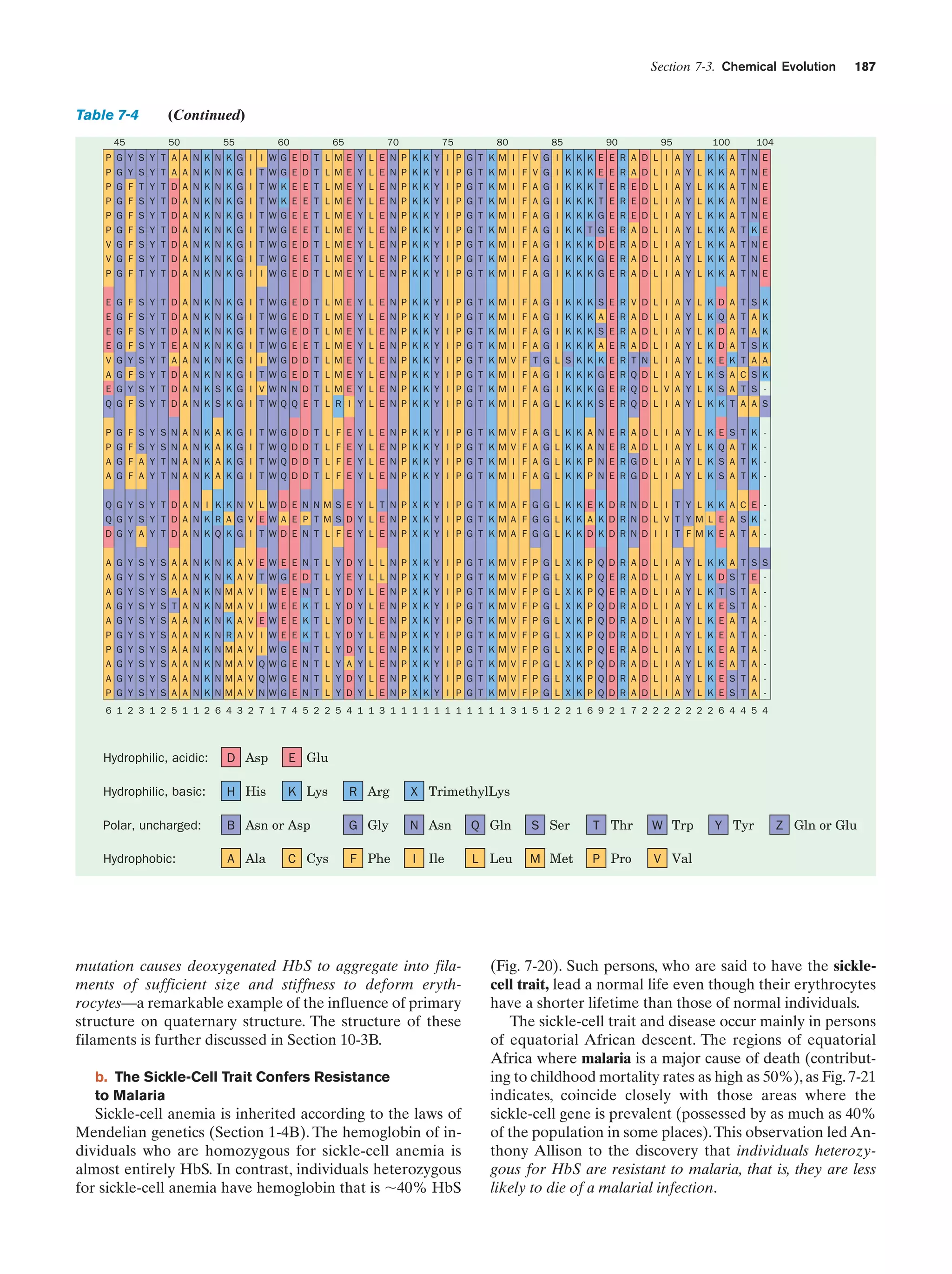 Section 7-3. Chemical Evolution

187

(Continued)

Table 7-4
45

50

55

60

65

70

75

80

85

90

95

100

104

P G Y S Y T A A N K N K G I I WG E D T L M E Y L E N P K K Y I P G T K M I F V G I K K K E E R A D L I A Y L K K A T N E
P G Y S Y T A A N K N K G I T WG E D T L M E Y L E N P K K Y I P G T K M I F V G I K K K E E R A D L I A Y L K K A T N E
P G F T Y T D A N K N K G I T W K E E T L M E Y L E N P K K Y I P G T K M I F A G I K K K T E R E D L I A Y L K K A T N E
P G F S Y T D A N K N K G I T W K E E T L M E Y L E N P K K Y I P G T K M I F A G I K K K T E R E D L I A Y L K K A T N E
P G F S Y T D A N K N K G I T WG E E T L M E Y L E N P K K Y I P G T K M I F A G I K K K G E R E D L I A Y L K K A T N E
P G F S Y T D A N K N K G I T WG E E T L M E Y L E N P K K Y I P G T K M I F A G I K K T G E R A D L I A Y L K K A T K E
V G F S Y T D A N K N K G I T WG E D T L M E Y L E N P K K Y I P G T K M I F A G I K K K D E R A D L I A Y L K K A T N E
V G F S Y T D A N K N K G I T WG E E T L M E Y L E N P K K Y I P G T K M I F A G I K K K G E R A D L I A Y L K K A T N E
P G F T Y T D A N K N K G I I WG E D T L M E Y L E N P K K Y I P G T K M I F A G I K K K G E R A D L I A Y L K K A T N E
E G F S Y T D A N K N K G I T WG E D T L M E Y L E N P K K Y I P G T K M I F A G I K K K S E R V D L I A Y L K D A T S K
E G F S Y T D A N K N K G I T WG E D T L M E Y L E N P K K Y I P G T K M I F A G I K K K A E R A D L I A Y L K Q A T A K
E G F S Y T D A N K N K G I T WG E D T L M E Y L E N P K K Y I P G T K M I F A G I K K K S E R A D L I A Y L K D A T A K
E G F S Y T E A N K N K G I T WG E E T L M E Y L E N P K K Y I P G T K M I F A G I K K K A E R A D L I A Y L K D A T S K
V G Y S Y T A A N K N K G I I WG D D T L M E Y L E N P K K Y I P G T K M V F T G L S K K K E R T N L I A Y L K E K T A A
A G F S Y T D A N K N K G I T WG E D T L M E Y L E N P K K Y I P G T K M I F A G I K K K G E R Q D L I A Y L K S A C S K
E G Y S Y T D A N K S K G I V WN N D T L M E Y L E N P K K Y I P G T K M I F A G I K K K G E R Q D L V A Y L K S A T S Q G F S Y T D A N K S K G I T WQ Q E T L R I Y L E N P K K Y I P G T K M I F A G L K K K S E R Q D L I A Y L K K T A A S
P
P
A
A

G
G
G
G

F
F
F
F

S
S
A
A

Y
Y
Y
Y

S
S
T
T

N
N
N
N

A
A
A
A

N
N
N
N

K
K
K
K

A
A
A
A

K
K
K
K

G
G
G
G

I
I
I
I

T
T
T
T

W
W
W
W

G
Q
Q
Q

D
D
D
D

D
D
D
D

T
T
T
T

L
L
L
L

F
F
F
F

E
E
E
E

Y
Y
Y
Y

L
L
L
L

E
E
E
E

N
N
N
N

P
P
P
P

K
K
K
K

K
K
K
K

Y
Y
Y
Y

I
I
I
I

P
P
P
P

G
G
G
G

T
T
T
T

K
K
K
K

M
M
M
M

V
V
I
I

F
F
F
F

A
A
A
A

G
G
G
G

L
L
L
L

K
K
K
K

K
K
K
K

A
A
P
P

N
N
N
N

E
E
E
E

R
R
R
R

A
A
G
G

D
D
D
D

L
L
L
L

I
I
I
I

A
A
A
A

Y
Y
Y
Y

L
L
L
L

K
K
K
K

E
Q
S
S

S
A
A
A

T
T
T
T

K
K
K
K

-

Q G Y S Y T D A N I K K N V L WD E N NM S E Y L T N P X K Y I P G T K M A F G G L K K E K D R N D L I T Y L K K A C E Q G Y S Y T D A N K R A G V E W A E P T M S D Y L E N P X K Y I P G T K M A F G G L K K A K D R N D L V T Y M L E A S K D G Y A Y T D A N K Q K G I T WD E N T L F E Y L E N P X K Y I P G T K M A F G G L K K D K D R N D I I T F M K E A T A A
A
A
A
A
P
P
A
A
P

G
G
G
G
G
G
G
G
G
G

Y
Y
Y
Y
Y
Y
Y
Y
Y
Y

S
S
S
S
S
S
S
S
S
S

Y
Y
Y
Y
Y
Y
Y
Y
Y
Y

S
S
S
S
S
S
S
S
S
S

A
A
A
T
A
A
A
A
A
A

A
A
A
A
A
A
A
A
A
A

N
N
N
N
N
N
N
N
N
N

K
K
K
K
K
K
K
K
K
K

N
N
N
N
N
N
N
N
N
N

K
K
M
M
K
R
M
M
M
M

A
A
A
A
A
A
A
A
A
A

V
V
V
V
V
V
V
V
V
V

E
T
I
I
E
I
I
Q
Q
N

W
W
W
W
W
W
W
W
W
W

E
G
E
E
E
E
G
G
G
G

E
E
E
E
E
E
E
E
E
E

N
D
N
K
K
K
N
N
N
N

T
T
T
T
T
T
T
T
T
T

L
L
L
L
L
L
L
L
L
L

Y
Y
Y
Y
Y
Y
Y
Y
Y
Y

D
E
D
D
D
D
D
A
D
D

Y
Y
Y
Y
Y
Y
Y
Y
Y
Y

L
L
L
L
L
L
L
L
L
L

L
L
E
E
E
E
E
E
E
E

N
N
N
N
N
N
N
N
N
N

P
P
P
P
P
P
P
P
P
P

X
X
X
X
X
X
X
X
X
X

K
K
K
K
K
K
K
K
K
K

Y
Y
Y
Y
Y
Y
Y
Y
Y
Y

I
I
I
I
I
I
I
I
I
I

P
P
P
P
P
P
P
P
P
P

G
G
G
G
G
G
G
G
G
G

T
T
T
T
T
T
T
T
T
T

K
K
K
K
K
K
K
K
K
K

M
M
M
M
M
M
M
M
M
M

V
V
V
V
V
V
V
V
V
V

F
F
F
F
F
F
F
F
F
F

P
P
P
P
P
P
P
P
P
P

G
G
G
G
G
G
G
G
G
G

L
L
L
L
L
L
L
L
L
L

X
X
X
X
X
X
X
X
X
X

K
K
K
K
K
K
K
K
K
K

P
P
P
P
P
P
P
P
P
P

Q
Q
Q
Q
Q
Q
Q
Q
Q
Q

D
E
E
D
D
D
E
D
D
D

R
R
R
R
R
R
R
R
R
R

A
A
A
A
A
A
A
A
A
A

D
D
D
D
D
D
D
D
D
D

L
L
L
L
L
L
L
L
L
L

I
I
I
I
I
I
I
I
I
I

A
A
A
A
A
A
A
A
A
A

Y
Y
Y
Y
Y
Y
Y
Y
Y
Y

L
L
L
L
L
L
L
L
L
L

K
K
K
K
K
K
K
K
K
K

K
D
T
E
E
E
E
E
E
E

A
S
S
S
A
A
A
A
S
S

T
T
T
T
T
T
T
T
T
T

S
E
A
A
A
A
A
A
A
A

S
-

6 1 2 3 1 2 5 1 1 2 6 4 3 2 7 1 7 4 5 2 2 5 4 1 1 3 1 1 1 1 1 1 1 1 1 1 1 3 1 5 1 2 2 1 6 9 2 1 7 2 2 2 2 2 2 2 6 4 4 5 4

Hydrophilic, acidic:

D Asp

E Glu

Hydrophilic, basic:

H His

K Lys

Polar, uncharged:
Hydrophobic:

R Arg

X TrimethylLys

B Asn or Asp

G Gly

N Asn

Q Gln

S Ser

T Thr

W Trp

A Ala

F Phe

I Ile

L Leu

M Met

P Pro

V Val

C Cys

mutation causes deoxygenated HbS to aggregate into filaments of sufficient size and stiffness to deform erythrocytes—a remarkable example of the influence of primary
structure on quaternary structure. The structure of these
filaments is further discussed in Section 10-3B.
b. The Sickle-Cell Trait Confers Resistance
to Malaria

Sickle-cell anemia is inherited according to the laws of
Mendelian genetics (Section 1-4B). The hemoglobin of individuals who are homozygous for sickle-cell anemia is
almost entirely HbS. In contrast, individuals heterozygous
for sickle-cell anemia have hemoglobin that is ϳ40% HbS

Y Tyr

Z Gln or Glu

(Fig. 7-20). Such persons, who are said to have the sicklecell trait, lead a normal life even though their erythrocytes
have a shorter lifetime than those of normal individuals.
The sickle-cell trait and disease occur mainly in persons
of equatorial African descent. The regions of equatorial
Africa where malaria is a major cause of death (contributing to childhood mortality rates as high as 50%), as Fig. 7-21
indicates, coincide closely with those areas where the
sickle-cell gene is prevalent (possessed by as much as 40%
of the population in some places). This observation led Anthony Allison to the discovery that individuals heterozygous for HbS are resistant to malaria, that is, they are less
likely to die of a malarial infection.

 