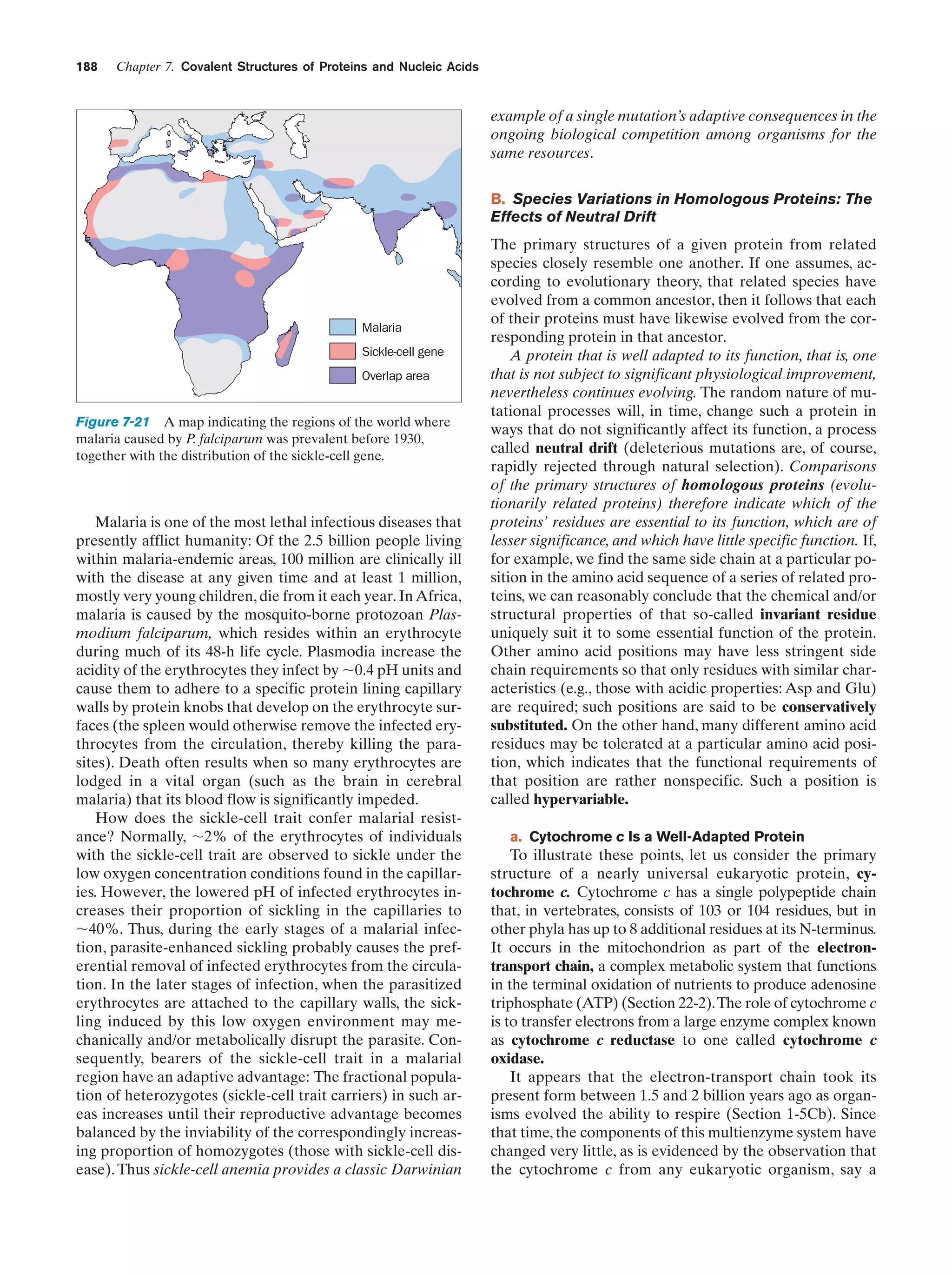 188

Chapter 7. Covalent Structures of Proteins and Nucleic Acids

example of a single mutation’s adaptive consequences in the
ongoing biological competition among organisms for the
same resources.
B. Species Variations in Homologous Proteins: The
Effects of Neutral Drift

Malaria
Sickle-cell gene
Overlap area

Figure 7-21 A map indicating the regions of the world where
malaria caused by P. falciparum was prevalent before 1930,
together with the distribution of the sickle-cell gene.

Malaria is one of the most lethal infectious diseases that
presently afflict humanity: Of the 2.5 billion people living
within malaria-endemic areas, 100 million are clinically ill
with the disease at any given time and at least 1 million,
mostly very young children, die from it each year. In Africa,
malaria is caused by the mosquito-borne protozoan Plasmodium falciparum, which resides within an erythrocyte
during much of its 48-h life cycle. Plasmodia increase the
acidity of the erythrocytes they infect by ϳ0.4 pH units and
cause them to adhere to a specific protein lining capillary
walls by protein knobs that develop on the erythrocyte surfaces (the spleen would otherwise remove the infected erythrocytes from the circulation, thereby killing the parasites). Death often results when so many erythrocytes are
lodged in a vital organ (such as the brain in cerebral
malaria) that its blood flow is significantly impeded.
How does the sickle-cell trait confer malarial resistance? Normally, ϳ2% of the erythrocytes of individuals
with the sickle-cell trait are observed to sickle under the
low oxygen concentration conditions found in the capillaries. However, the lowered pH of infected erythrocytes increases their proportion of sickling in the capillaries to
ϳ40%. Thus, during the early stages of a malarial infection, parasite-enhanced sickling probably causes the preferential removal of infected erythrocytes from the circulation. In the later stages of infection, when the parasitized
erythrocytes are attached to the capillary walls, the sickling induced by this low oxygen environment may mechanically and/or metabolically disrupt the parasite. Consequently, bearers of the sickle-cell trait in a malarial
region have an adaptive advantage: The fractional population of heterozygotes (sickle-cell trait carriers) in such areas increases until their reproductive advantage becomes
balanced by the inviability of the correspondingly increasing proportion of homozygotes (those with sickle-cell disease). Thus sickle-cell anemia provides a classic Darwinian

The primary structures of a given protein from related
species closely resemble one another. If one assumes, according to evolutionary theory, that related species have
evolved from a common ancestor, then it follows that each
of their proteins must have likewise evolved from the corresponding protein in that ancestor.
A protein that is well adapted to its function, that is, one
that is not subject to significant physiological improvement,
nevertheless continues evolving. The random nature of mutational processes will, in time, change such a protein in
ways that do not significantly affect its function, a process
called neutral drift (deleterious mutations are, of course,
rapidly rejected through natural selection). Comparisons
of the primary structures of homologous proteins (evolutionarily related proteins) therefore indicate which of the
proteins’ residues are essential to its function, which are of
lesser significance, and which have little specific function. If,
for example, we find the same side chain at a particular position in the amino acid sequence of a series of related proteins, we can reasonably conclude that the chemical and/or
structural properties of that so-called invariant residue
uniquely suit it to some essential function of the protein.
Other amino acid positions may have less stringent side
chain requirements so that only residues with similar characteristics (e.g., those with acidic properties: Asp and Glu)
are required; such positions are said to be conservatively
substituted. On the other hand, many different amino acid
residues may be tolerated at a particular amino acid position, which indicates that the functional requirements of
that position are rather nonspecific. Such a position is
called hypervariable.
a. Cytochrome c Is a Well-Adapted Protein

To illustrate these points, let us consider the primary
structure of a nearly universal eukaryotic protein, cytochrome c. Cytochrome c has a single polypeptide chain
that, in vertebrates, consists of 103 or 104 residues, but in
other phyla has up to 8 additional residues at its N-terminus.
It occurs in the mitochondrion as part of the electrontransport chain, a complex metabolic system that functions
in the terminal oxidation of nutrients to produce adenosine
triphosphate (ATP) (Section 22-2).The role of cytochrome c
is to transfer electrons from a large enzyme complex known
as cytochrome c reductase to one called cytochrome c
oxidase.
It appears that the electron-transport chain took its
present form between 1.5 and 2 billion years ago as organisms evolved the ability to respire (Section 1-5Cb). Since
that time, the components of this multienzyme system have
changed very little, as is evidenced by the observation that
the cytochrome c from any eukaryotic organism, say a

 