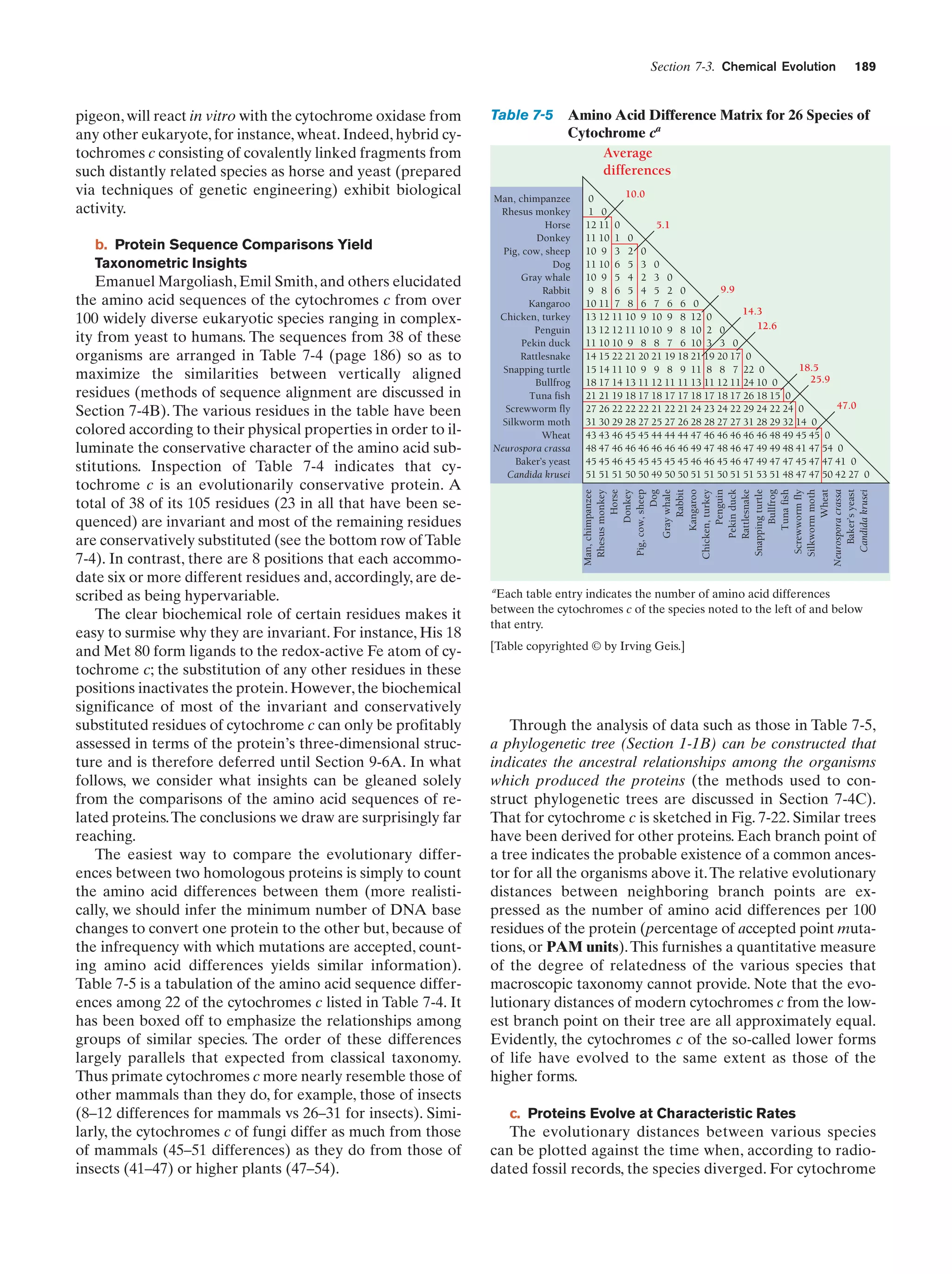 Section 7-3. Chemical Evolution

b. Protein Sequence Comparisons Yield
Taxonometric Insights

Emanuel Margoliash, Emil Smith, and others elucidated
the amino acid sequences of the cytochromes c from over
100 widely diverse eukaryotic species ranging in complexity from yeast to humans. The sequences from 38 of these
organisms are arranged in Table 7-4 (page 186) so as to
maximize the similarities between vertically aligned
residues (methods of sequence alignment are discussed in
Section 7-4B). The various residues in the table have been
colored according to their physical properties in order to illuminate the conservative character of the amino acid substitutions. Inspection of Table 7-4 indicates that cytochrome c is an evolutionarily conservative protein. A
total of 38 of its 105 residues (23 in all that have been sequenced) are invariant and most of the remaining residues
are conservatively substituted (see the bottom row of Table
7-4). In contrast, there are 8 positions that each accommodate six or more different residues and, accordingly, are described as being hypervariable.
The clear biochemical role of certain residues makes it
easy to surmise why they are invariant. For instance, His 18
and Met 80 form ligands to the redox-active Fe atom of cytochrome c; the substitution of any other residues in these
positions inactivates the protein. However, the biochemical
significance of most of the invariant and conservatively
substituted residues of cytochrome c can only be profitably
assessed in terms of the protein’s three-dimensional structure and is therefore deferred until Section 9-6A. In what
follows, we consider what insights can be gleaned solely
from the comparisons of the amino acid sequences of related proteins. The conclusions we draw are surprisingly far
reaching.
The easiest way to compare the evolutionary differences between two homologous proteins is simply to count
the amino acid differences between them (more realistically, we should infer the minimum number of DNA base
changes to convert one protein to the other but, because of
the infrequency with which mutations are accepted, counting amino acid differences yields similar information).
Table 7-5 is a tabulation of the amino acid sequence differences among 22 of the cytochromes c listed in Table 7-4. It
has been boxed off to emphasize the relationships among
groups of similar species. The order of these differences
largely parallels that expected from classical taxonomy.
Thus primate cytochromes c more nearly resemble those of
other mammals than they do, for example, those of insects
(8–12 differences for mammals vs 26–31 for insects). Similarly, the cytochromes c of fungi differ as much from those
of mammals (45–51 differences) as they do from those of
insects (41–47) or higher plants (47–54).

Table 7-5 Amino Acid Difference Matrix for 26 Species of
Cytochrome ca
Average
differences
Man, chimpanzee
Rhesus monkey
Horse
Donkey
Pig, cow, sheep
Dog
Gray whale
Rabbit
Kangaroo
Chicken, turkey
Penguin
Pekin duck
Rattlesnake
Snapping turtle
Bullfrog
Tuna fish
Screwworm fly
Silkworm moth
Wheat
Neurospora crassa
Baker’s yeast
Candida krusei

10.0
0
1 0
12 11 0
5.1
11 10 1 0
10 9 3 2 0
11 10 6 5 3 0
10 9 5 4 2 3 0
9.9
9 8 6 5 4 5 2 0
10 11 7 8 6 7 6 6 0
14.3
13 12 11 10 9 10 9 8 12 0
12.6
13 12 12 11 10 10 9 8 10 2 0
11 10 10 9 8 8 7 6 10 3 3 0
14 15 22 21 20 21 19 18 21 19 20 17 0
18.5
15 14 11 10 9 9 8 9 11 8 8 7 22 0
25.9
18 17 14 13 11 12 11 11 13 11 12 11 24 10 0
21 21 19 18 17 18 17 17 18 17 18 17 26 18 15 0
47.0
27 26 22 22 22 21 22 21 24 23 24 22 29 24 22 24 0
31 30 29 28 27 25 27 26 28 28 27 27 31 28 29 32 14 0
43 43 46 45 45 44 44 44 47 46 46 46 46 46 48 49 45 45 0
48 47 46 46 46 46 46 46 49 47 48 46 47 49 49 48 41 47 54 0
45 45 46 45 45 45 45 45 46 46 45 46 47 49 47 47 45 47 47 41 0
51 51 51 50 50 49 50 50 51 51 50 51 51 53 51 48 47 47 50 42 27 0
Man, chimpanzee
Rhesus monkey
Horse
Donkey
Pig, cow, sheep
Dog
Gray whale
Rabbit
Kangaroo
Chicken, turkey
Penguin
Pekin duck
Rattlesnake
Snapping turtle
Bullfrog
Tuna fish
Screwworm fly
Silkworm moth
Wheat
Neurospora crassa
Baker’s yeast
Candida krusei

pigeon, will react in vitro with the cytochrome oxidase from
any other eukaryote, for instance, wheat. Indeed, hybrid cytochromes c consisting of covalently linked fragments from
such distantly related species as horse and yeast (prepared
via techniques of genetic engineering) exhibit biological
activity.

189

a
Each table entry indicates the number of amino acid differences
between the cytochromes c of the species noted to the left of and below
that entry.

[Table copyrighted © by Irving Geis.]

Through the analysis of data such as those in Table 7-5,
a phylogenetic tree (Section 1-1B) can be constructed that
indicates the ancestral relationships among the organisms
which produced the proteins (the methods used to construct phylogenetic trees are discussed in Section 7-4C).
That for cytochrome c is sketched in Fig. 7-22. Similar trees
have been derived for other proteins. Each branch point of
a tree indicates the probable existence of a common ancestor for all the organisms above it. The relative evolutionary
distances between neighboring branch points are expressed as the number of amino acid differences per 100
residues of the protein (percentage of accepted point mutations, or PAM units). This furnishes a quantitative measure
of the degree of relatedness of the various species that
macroscopic taxonomy cannot provide. Note that the evolutionary distances of modern cytochromes c from the lowest branch point on their tree are all approximately equal.
Evidently, the cytochromes c of the so-called lower forms
of life have evolved to the same extent as those of the
higher forms.
c. Proteins Evolve at Characteristic Rates

The evolutionary distances between various species
can be plotted against the time when, according to radiodated fossil records, the species diverged. For cytochrome

 