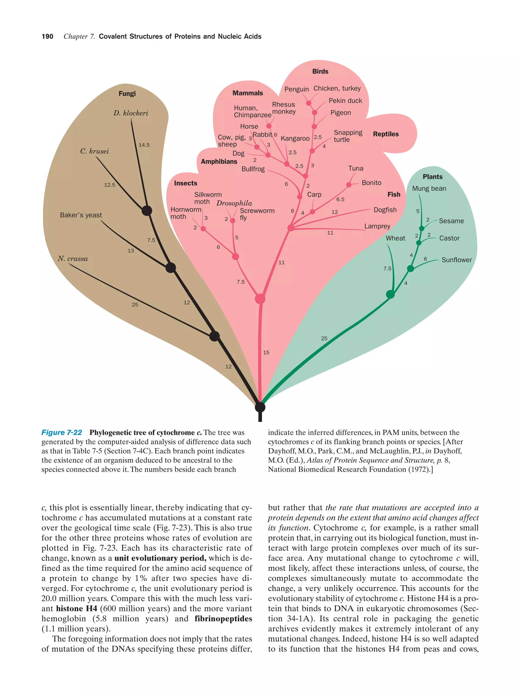 190

Chapter 7. Covalent Structures of Proteins and Nucleic Acids

Birds
Penguin Chicken, turkey

Mammals

Fungi

Pekin duck

Rhesus
Human,
Chimpanzee monkey

D. klockeri

Pigeon

Horse
14.5

C. krusei

Insects

12.5

6

Plants

Bonito

2

6

Reptiles

Tuna

Carp

Silkworm
moth Drosophila
Hornworm
Screwworm
moth
3
fly
2

Baker’s yeast

Snapping
turtle

Cow, pig, 3 Rabbit 6 Kangaroo 2.5
3
sheep
4
2.5
Dog
2
Amphibians
2.5 3
Bullfrog

6.5
12

4

Mung bean

Fish
Dogfish

5
2

Sesame

2

Castor

Lamprey

2
11

2

Wheat

5

7.5
6

13

4

N. crassa

11

6

Sunflower

7.5
7.5

25

4

12

25
15
12

Figure 7-22 Phylogenetic tree of cytochrome c. The tree was
generated by the computer-aided analysis of difference data such
as that in Table 7-5 (Section 7-4C). Each branch point indicates
the existence of an organism deduced to be ancestral to the
species connected above it. The numbers beside each branch

indicate the inferred differences, in PAM units, between the
cytochromes c of its flanking branch points or species. [After
Dayhoff, M.O., Park, C.M., and McLaughlin, P.J., in Dayhoff,
M.O. (Ed.), Atlas of Protein Sequence and Structure, p. 8,
National Biomedical Research Foundation (1972).]

c, this plot is essentially linear, thereby indicating that cytochrome c has accumulated mutations at a constant rate
over the geological time scale (Fig. 7-23). This is also true
for the other three proteins whose rates of evolution are
plotted in Fig. 7-23. Each has its characteristic rate of
change, known as a unit evolutionary period, which is defined as the time required for the amino acid sequence of
a protein to change by 1% after two species have diverged. For cytochrome c, the unit evolutionary period is
20.0 million years. Compare this with the much less variant histone H4 (600 million years) and the more variant
hemoglobin (5.8 million years) and fibrinopeptides
(1.1 million years).
The foregoing information does not imply that the rates
of mutation of the DNAs specifying these proteins differ,

but rather that the rate that mutations are accepted into a
protein depends on the extent that amino acid changes affect
its function. Cytochrome c, for example, is a rather small
protein that, in carrying out its biological function, must interact with large protein complexes over much of its surface area. Any mutational change to cytochrome c will,
most likely, affect these interactions unless, of course, the
complexes simultaneously mutate to accommodate the
change, a very unlikely occurrence. This accounts for the
evolutionary stability of cytochrome c. Histone H4 is a protein that binds to DNA in eukaryotic chromosomes (Section 34-1A). Its central role in packaging the genetic
archives evidently makes it extremely intolerant of any
mutational changes. Indeed, histone H4 is so well adapted
to its function that the histones H4 from peas and cows,

 