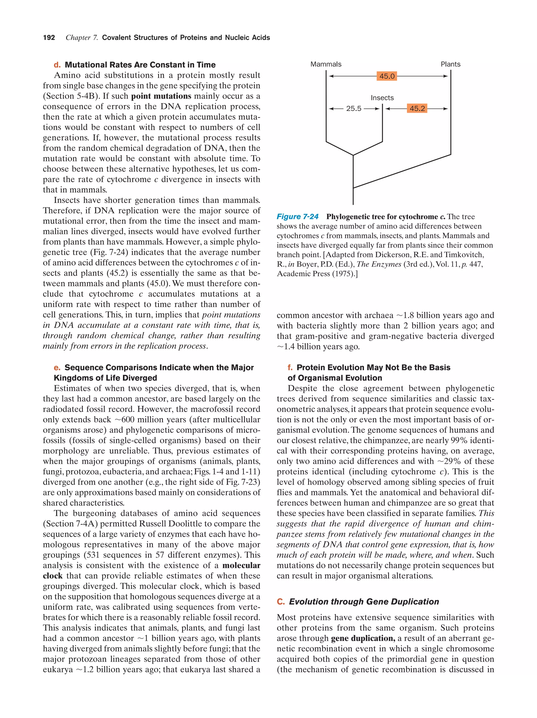 192

Chapter 7. Covalent Structures of Proteins and Nucleic Acids

d. Mutational Rates Are Constant in Time

Amino acid substitutions in a protein mostly result
from single base changes in the gene specifying the protein
(Section 5-4B). If such point mutations mainly occur as a
consequence of errors in the DNA replication process,
then the rate at which a given protein accumulates mutations would be constant with respect to numbers of cell
generations. If, however, the mutational process results
from the random chemical degradation of DNA, then the
mutation rate would be constant with absolute time. To
choose between these alternative hypotheses, let us compare the rate of cytochrome c divergence in insects with
that in mammals.
Insects have shorter generation times than mammals.
Therefore, if DNA replication were the major source of
mutational error, then from the time the insect and mammalian lines diverged, insects would have evolved further
from plants than have mammals. However, a simple phylogenetic tree (Fig. 7-24) indicates that the average number
of amino acid differences between the cytochromes c of insects and plants (45.2) is essentially the same as that between mammals and plants (45.0). We must therefore conclude that cytochrome c accumulates mutations at a
uniform rate with respect to time rather than number of
cell generations. This, in turn, implies that point mutations
in DNA accumulate at a constant rate with time, that is,
through random chemical change, rather than resulting
mainly from errors in the replication process.
e. Sequence Comparisons Indicate when the Major
Kingdoms of Life Diverged

Estimates of when two species diverged, that is, when
they last had a common ancestor, are based largely on the
radiodated fossil record. However, the macrofossil record
only extends back ϳ600 million years (after multicellular
organisms arose) and phylogenetic comparisons of microfossils (fossils of single-celled organisms) based on their
morphology are unreliable. Thus, previous estimates of
when the major groupings of organisms (animals, plants,
fungi, protozoa, eubacteria, and archaea; Figs. 1-4 and 1-11)
diverged from one another (e.g., the right side of Fig. 7-23)
are only approximations based mainly on considerations of
shared characteristics.
The burgeoning databases of amino acid sequences
(Section 7-4A) permitted Russell Doolittle to compare the
sequences of a large variety of enzymes that each have homologous representatives in many of the above major
groupings (531 sequences in 57 different enzymes). This
analysis is consistent with the existence of a molecular
clock that can provide reliable estimates of when these
groupings diverged. This molecular clock, which is based
on the supposition that homologous sequences diverge at a
uniform rate, was calibrated using sequences from vertebrates for which there is a reasonably reliable fossil record.
This analysis indicates that animals, plants, and fungi last
had a common ancestor ϳ1 billion years ago, with plants
having diverged from animals slightly before fungi; that the
major protozoan lineages separated from those of other
eukarya ϳ1.2 billion years ago; that eukarya last shared a

Mammals

Plants
45.0
Insects
25.5

45.2

Figure 7-24 Phylogenetic tree for cytochrome c. The tree
shows the average number of amino acid differences between
cytochromes c from mammals, insects, and plants. Mammals and
insects have diverged equally far from plants since their common
branch point. [Adapted from Dickerson, R.E. and Timkovitch,
R., in Boyer, P.D. (Ed.), The Enzymes (3rd ed.), Vol. 11, p. 447,
Academic Press (1975).]

common ancestor with archaea ϳ1.8 billion years ago and
with bacteria slightly more than 2 billion years ago; and
that gram-positive and gram-negative bacteria diverged
ϳ1.4 billion years ago.
f. Protein Evolution May Not Be the Basis
of Organismal Evolution

Despite the close agreement between phylogenetic
trees derived from sequence similarities and classic taxonometric analyses, it appears that protein sequence evolution is not the only or even the most important basis of organismal evolution. The genome sequences of humans and
our closest relative, the chimpanzee, are nearly 99% identical with their corresponding proteins having, on average,
only two amino acid differences and with ϳ29% of these
proteins identical (including cytochrome c). This is the
level of homology observed among sibling species of fruit
flies and mammals. Yet the anatomical and behavioral differences between human and chimpanzee are so great that
these species have been classified in separate families. This
suggests that the rapid divergence of human and chimpanzee stems from relatively few mutational changes in the
segments of DNA that control gene expression, that is, how
much of each protein will be made, where, and when. Such
mutations do not necessarily change protein sequences but
can result in major organismal alterations.
C. Evolution through Gene Duplication
Most proteins have extensive sequence similarities with
other proteins from the same organism. Such proteins
arose through gene duplication, a result of an aberrant genetic recombination event in which a single chromosome
acquired both copies of the primordial gene in question
(the mechanism of genetic recombination is discussed in

 