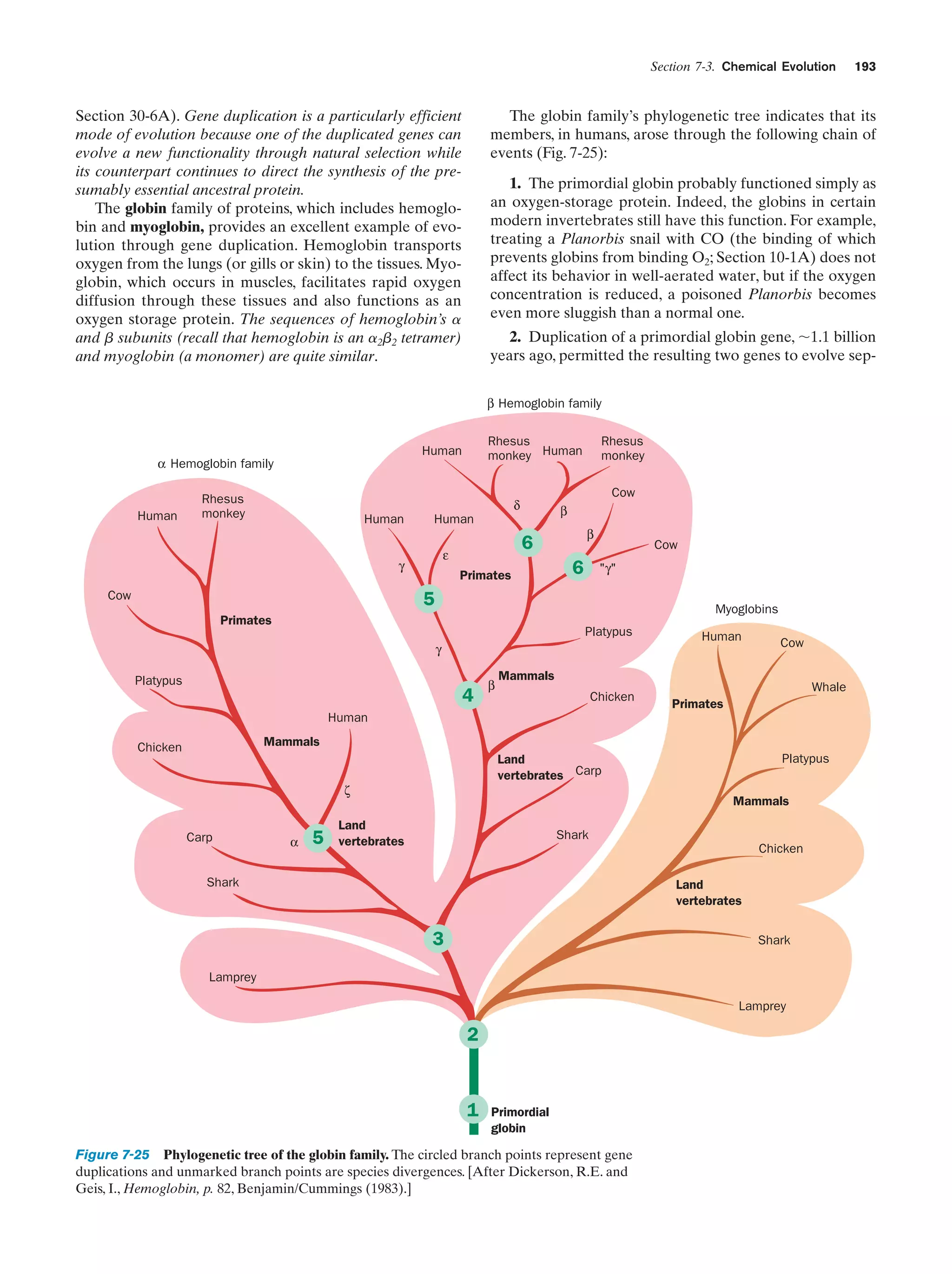 Section 7-3. Chemical Evolution

Section 30-6A). Gene duplication is a particularly efficient
mode of evolution because one of the duplicated genes can
evolve a new functionality through natural selection while
its counterpart continues to direct the synthesis of the presumably essential ancestral protein.
The globin family of proteins, which includes hemoglobin and myoglobin, provides an excellent example of evolution through gene duplication. Hemoglobin transports
oxygen from the lungs (or gills or skin) to the tissues. Myoglobin, which occurs in muscles, facilitates rapid oxygen
diffusion through these tissues and also functions as an
oxygen storage protein. The sequences of hemoglobin’s ␣
and ␤ subunits (recall that hemoglobin is an ␣2␤2 tetramer)
and myoglobin (a monomer) are quite similar.

The globin family’s phylogenetic tree indicates that its
members, in humans, arose through the following chain of
events (Fig. 7-25):
1. The primordial globin probably functioned simply as
an oxygen-storage protein. Indeed, the globins in certain
modern invertebrates still have this function. For example,
treating a Planorbis snail with CO (the binding of which
prevents globins from binding O2; Section 10-1A) does not
affect its behavior in well-aerated water, but if the oxygen
concentration is reduced, a poisoned Planorbis becomes
even more sluggish than a normal one.
2. Duplication of a primordial globin gene, ϳ1.1 billion
years ago, permitted the resulting two genes to evolve sepβ Hemoglobin family

Human

Rhesus
monkey Human

Human

α Hemoglobin family
Rhesus
monkey

Human

β

6

ε

Rhesus
monkey
Cow

δ

Human

γ

Primates

β

6

Cow
"γ"

5

Cow

Myoglobins

Primates

Platypus
γ

Platypus

4

β

Human

Cow

Mammals

Chicken

Human

Whale
Primates

Mammals

Chicken

Land
vertebrates Carp

ζ

Carp

α

5

193

Platypus
Mammals

Land
vertebrates

Shark
Chicken
Land
vertebrates

Shark

3

Shark

Lamprey
Lamprey

2

1

Primordial
globin

Figure 7-25 Phylogenetic tree of the globin family. The circled branch points represent gene
duplications and unmarked branch points are species divergences. [After Dickerson, R.E. and
Geis, I., Hemoglobin, p. 82, Benjamin/Cummings (1983).]

 