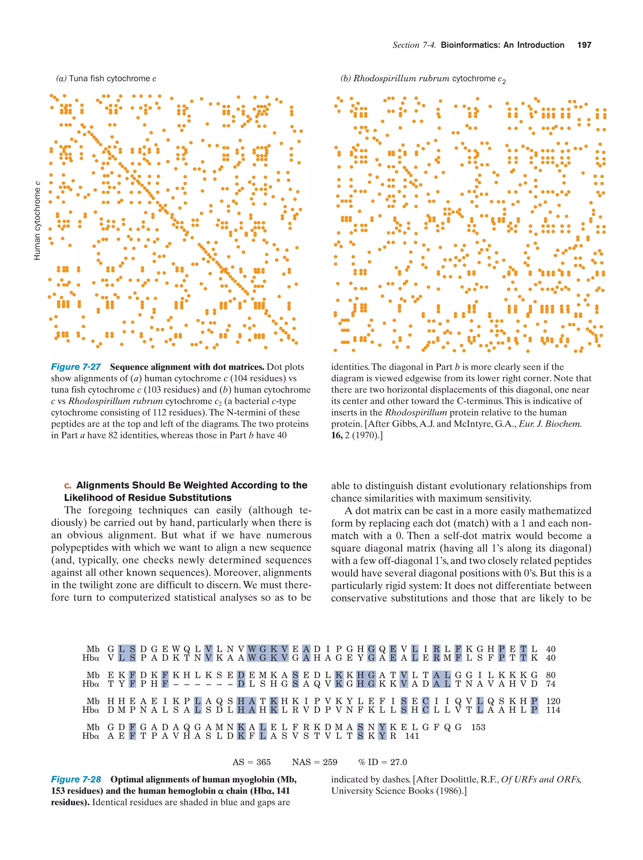 Section 7-4. Bioinformatics: An Introduction

(b) Rhodospirillum rubrum cytochrome c2

Human cytochrome c

(a) Tuna fish cytochrome c

197

Figure 7-27 Sequence alignment with dot matrices. Dot plots
show alignments of (a) human cytochrome c (104 residues) vs
tuna fish cytochrome c (103 residues) and (b) human cytochrome
c vs Rhodospirillum rubrum cytochrome c2 (a bacterial c-type
cytochrome consisting of 112 residues). The N-termini of these
peptides are at the top and left of the diagrams. The two proteins
in Part a have 82 identities, whereas those in Part b have 40

c. Alignments Should Be Weighted According to the
Likelihood of Residue Substitutions

The foregoing techniques can easily (although tediously) be carried out by hand, particularly when there is
an obvious alignment. But what if we have numerous
polypeptides with which we want to align a new sequence
(and, typically, one checks newly determined sequences
against all other known sequences). Moreover, alignments
in the twilight zone are difficult to discern. We must therefore turn to computerized statistical analyses so as to be

identities. The diagonal in Part b is more clearly seen if the
diagram is viewed edgewise from its lower right corner. Note that
there are two horizontal displacements of this diagonal, one near
its center and other toward the C-terminus. This is indicative of
inserts in the Rhodospirillum protein relative to the human
protein. [After Gibbs, A.J. and McIntyre, G.A., Eur. J. Biochem.
16, 2 (1970).]

able to distinguish distant evolutionary relationships from
chance similarities with maximum sensitivity.
A dot matrix can be cast in a more easily mathematized
form by replacing each dot (match) with a 1 and each nonmatch with a 0. Then a self-dot matrix would become a
square diagonal matrix (having all 1’s along its diagonal)
with a few off-diagonal 1’s, and two closely related peptides
would have several diagonal positions with 0’s. But this is a
particularly rigid system: It does not differentiate between
conservative substitutions and those that are likely to be

Mb G L S D G E W Q L V L N V W G K V E A D I P G H G Q E V L I R L F K G H P E T L 40
Hb␣ V L S P A D K T N V K A A W G K V G A H A G E Y G A E A L E R M F L S F P T T K 40
Mb E K F D K F K H L K S E D E M K A S E D L K K H G A T V L T A L G G I L K K K G 80
Hb␣ T Y F P H F – – – – – – D L S H G S A Q V K G H G K K V A D A L T N A V A H V D 74
Mb H H E A E I K P L A Q S H A T K H K I P V K Y L E F I S E C I I Q V L Q S K H P
Hb␣ D M P N A L S A L S D L H A H K L R V D P V N F K L L S H C L L V T L A A H L P
Mb G D F G A D A Q G A M N K A L E L F R K D M A S N Y K E L G F Q G
Hb␣ A E F T P A V H A S L D K F L A S V S T V L T S K Y R 141
AS ϭ 365

NAS ϭ 259

Figure 7-28 Optimal alignments of human myoglobin (Mb,
153 residues) and the human hemoglobin ␣ chain (Hb␣, 141
residues). Identical residues are shaded in blue and gaps are

120
114

153

% ID ϭ 27.0

indicated by dashes. [After Doolittle, R.F., Of URFs and ORFs,
University Science Books (1986).]

 