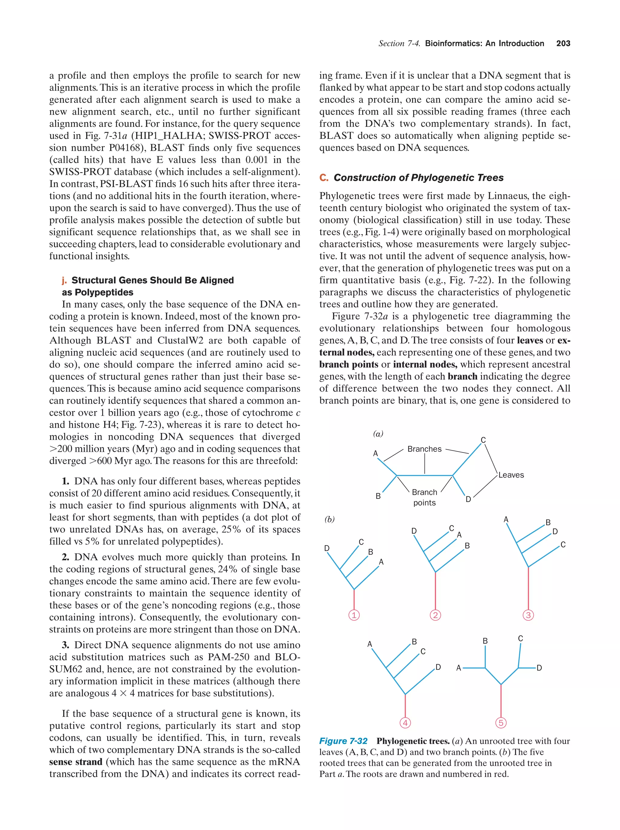 Section 7-4. Bioinformatics: An Introduction

a profile and then employs the profile to search for new
alignments. This is an iterative process in which the profile
generated after each alignment search is used to make a
new alignment search, etc., until no further significant
alignments are found. For instance, for the query sequence
used in Fig. 7-31a (HIP1_HALHA; SWISS-PROT accession number P04168), BLAST finds only five sequences
(called hits) that have E values less than 0.001 in the
SWISS-PROT database (which includes a self-alignment).
In contrast, PSI-BLAST finds 16 such hits after three iterations (and no additional hits in the fourth iteration, whereupon the search is said to have converged). Thus the use of
profile analysis makes possible the detection of subtle but
significant sequence relationships that, as we shall see in
succeeding chapters, lead to considerable evolutionary and
functional insights.
j. Structural Genes Should Be Aligned
as Polypeptides

In many cases, only the base sequence of the DNA encoding a protein is known. Indeed, most of the known protein sequences have been inferred from DNA sequences.
Although BLAST and ClustalW2 are both capable of
aligning nucleic acid sequences (and are routinely used to
do so), one should compare the inferred amino acid sequences of structural genes rather than just their base sequences. This is because amino acid sequence comparisons
can routinely identify sequences that shared a common ancestor over 1 billion years ago (e.g., those of cytochrome c
and histone H4; Fig. 7-23), whereas it is rare to detect homologies in noncoding DNA sequences that diverged
Ͼ200 million years (Myr) ago and in coding sequences that
diverged Ͼ600 Myr ago. The reasons for this are threefold:
1. DNA has only four different bases, whereas peptides
consist of 20 different amino acid residues. Consequently, it
is much easier to find spurious alignments with DNA, at
least for short segments, than with peptides (a dot plot of
two unrelated DNAs has, on average, 25% of its spaces
filled vs 5% for unrelated polypeptides).
2. DNA evolves much more quickly than proteins. In
the coding regions of structural genes, 24% of single base
changes encode the same amino acid. There are few evolutionary constraints to maintain the sequence identity of
these bases or of the gene’s noncoding regions (e.g., those
containing introns). Consequently, the evolutionary constraints on proteins are more stringent than those on DNA.
3. Direct DNA sequence alignments do not use amino
acid substitution matrices such as PAM-250 and BLOSUM62 and, hence, are not constrained by the evolutionary information implicit in these matrices (although there
are analogous 4 ϫ 4 matrices for base substitutions).
If the base sequence of a structural gene is known, its
putative control regions, particularly its start and stop
codons, can usually be identified. This, in turn, reveals
which of two complementary DNA strands is the so-called
sense strand (which has the same sequence as the mRNA
transcribed from the DNA) and indicates its correct read-

203

ing frame. Even if it is unclear that a DNA segment that is
flanked by what appear to be start and stop codons actually
encodes a protein, one can compare the amino acid sequences from all six possible reading frames (three each
from the DNA’s two complementary strands). In fact,
BLAST does so automatically when aligning peptide sequences based on DNA sequences.
C. Construction of Phylogenetic Trees
Phylogenetic trees were first made by Linnaeus, the eighteenth century biologist who originated the system of taxonomy (biological classification) still in use today. These
trees (e.g., Fig. 1-4) were originally based on morphological
characteristics, whose measurements were largely subjective. It was not until the advent of sequence analysis, however, that the generation of phylogenetic trees was put on a
firm quantitative basis (e.g., Fig. 7-22). In the following
paragraphs we discuss the characteristics of phylogenetic
trees and outline how they are generated.
Figure 7-32a is a phylogenetic tree diagramming the
evolutionary relationships between four homologous
genes, A, B, C, and D. The tree consists of four leaves or external nodes, each representing one of these genes, and two
branch points or internal nodes, which represent ancestral
genes, with the length of each branch indicating the degree
of difference between the two nodes they connect. All
branch points are binary, that is, one gene is considered to
(a)

C
Branches

A

Leaves
Branch
points

B

D
A

(b)

C

D
C

D

B
D

A

C

B

B
A

1

2

3
C

B

B

A

C
D

4

D

A

5

Figure 7-32 Phylogenetic trees. (a) An unrooted tree with four
leaves (A, B, C, and D) and two branch points. (b) The five
rooted trees that can be generated from the unrooted tree in
Part a. The roots are drawn and numbered in red.

 