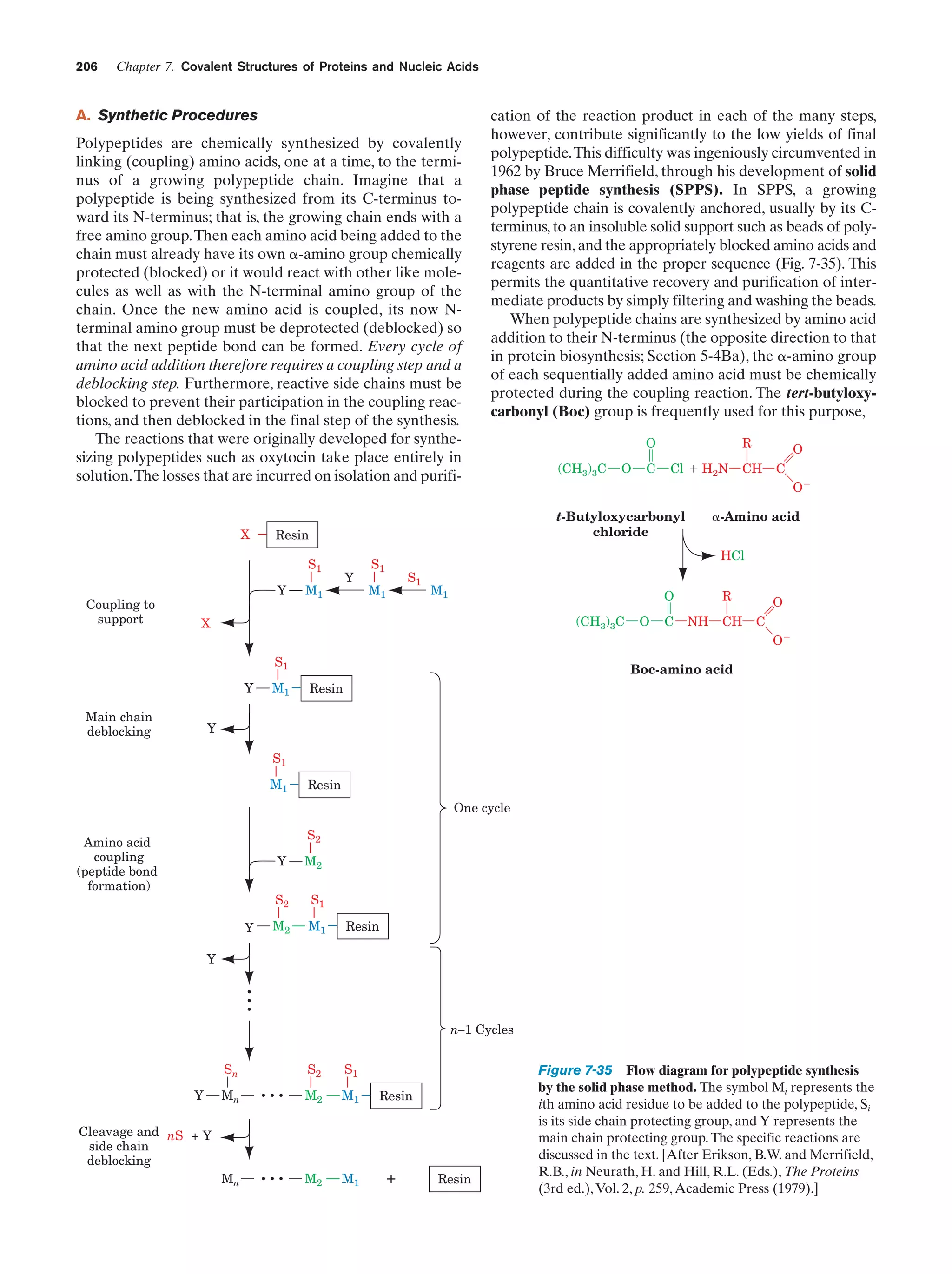 206

Chapter 7. Covalent Structures of Proteins and Nucleic Acids

A. Synthetic Procedures
Polypeptides are chemically synthesized by covalently
linking (coupling) amino acids, one at a time, to the terminus of a growing polypeptide chain. Imagine that a
polypeptide is being synthesized from its C-terminus toward its N-terminus; that is, the growing chain ends with a
free amino group.Then each amino acid being added to the
chain must already have its own ␣-amino group chemically
protected (blocked) or it would react with other like molecules as well as with the N-terminal amino group of the
chain. Once the new amino acid is coupled, its now Nterminal amino group must be deprotected (deblocked) so
that the next peptide bond can be formed. Every cycle of
amino acid addition therefore requires a coupling step and a
deblocking step. Furthermore, reactive side chains must be
blocked to prevent their participation in the coupling reactions, and then deblocked in the final step of the synthesis.
The reactions that were originally developed for synthesizing polypeptides such as oxytocin take place entirely in
solution.The losses that are incurred on isolation and purifi-

X

Y

Y

(CH3)3C

O

C

Cl ϩ H2N

M1

O

CH

C
OϪ

␣-Amino acid
HCl

S1

S1

M1

M1

R

O
(CH3)3C

X

O

C

NH

CH

O
C
OϪ

S1
Y
Main chain
deblocking

R

O

t-Butyloxycarbonyl
chloride

Resin
S1

Coupling to
support

cation of the reaction product in each of the many steps,
however, contribute significantly to the low yields of final
polypeptide.This difficulty was ingeniously circumvented in
1962 by Bruce Merrifield, through his development of solid
phase peptide synthesis (SPPS). In SPPS, a growing
polypeptide chain is covalently anchored, usually by its Cterminus, to an insoluble solid support such as beads of polystyrene resin, and the appropriately blocked amino acids and
reagents are added in the proper sequence (Fig. 7-35). This
permits the quantitative recovery and purification of intermediate products by simply filtering and washing the beads.
When polypeptide chains are synthesized by amino acid
addition to their N-terminus (the opposite direction to that
in protein biosynthesis; Section 5-4Ba), the ␣-amino group
of each sequentially added amino acid must be chemically
protected during the coupling reaction. The tert-butyloxycarbonyl (Boc) group is frequently used for this purpose,

M1

Boc-amino acid
Resin

Y
S1
M1

Resin
One cycle
S2

Amino acid
coupling
(peptide bond
formation)

Y
S2
Y

M2
S1

M2

M1

Resin

...

Y

n–1 Cycles

Sn
Y

S2

S1

Mn

...

M2

M1

Mn

...

M2

M1

Cleavage and nS + Y
side chain
deblocking

Resin

+

Resin

Figure 7-35 Flow diagram for polypeptide synthesis
by the solid phase method. The symbol Mi represents the
ith amino acid residue to be added to the polypeptide, Si
is its side chain protecting group, and Y represents the
main chain protecting group. The specific reactions are
discussed in the text. [After Erikson, B.W. and Merrifield,
R.B., in Neurath, H. and Hill, R.L. (Eds.), The Proteins
(3rd ed.), Vol. 2, p. 259, Academic Press (1979).]

 