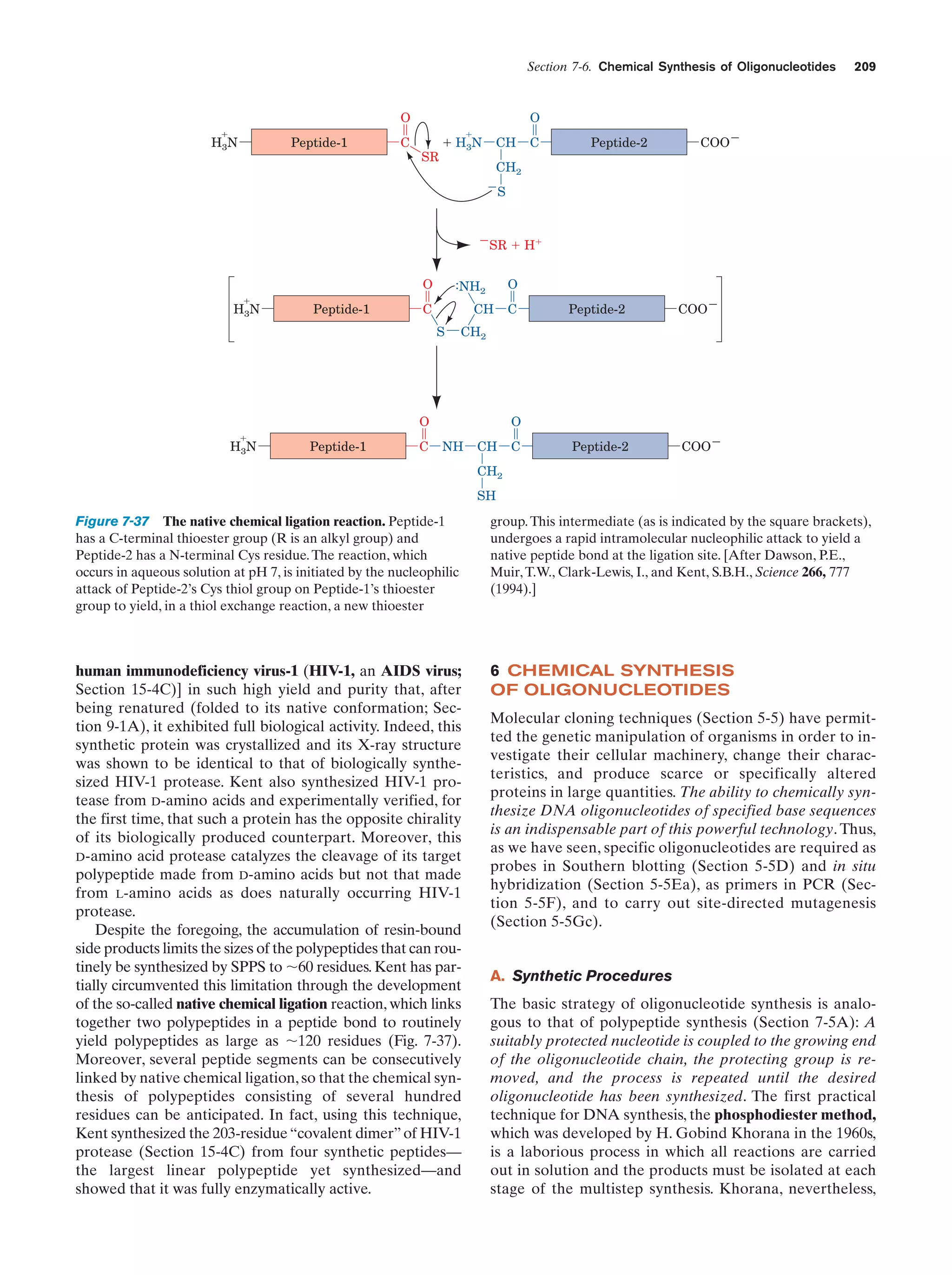 Section 7-6. Chemical Synthesis of Oligonucleotides

O
ϩ

H3N

Peptide-1

C

209

O
ϩ

SR

ϩ H 3N

CH

C

Peptide-2

COOϪ

CH2
ϪS
ϪSR ϩ Hϩ

O
ϩ

H3N

Peptide-1

O

:NH2

C

CH
S

H3N

Peptide-1

C

Peptide-2

COOϪ

Peptide-2

COOϪ

CH2

O
ϩ

C

O
NH

CH

C

CH2
SH

Figure 7-37 The native chemical ligation reaction. Peptide-1
has a C-terminal thioester group (R is an alkyl group) and
Peptide-2 has a N-terminal Cys residue. The reaction, which
occurs in aqueous solution at pH 7, is initiated by the nucleophilic
attack of Peptide-2’s Cys thiol group on Peptide-1’s thioester
group to yield, in a thiol exchange reaction, a new thioester

group. This intermediate (as is indicated by the square brackets),
undergoes a rapid intramolecular nucleophilic attack to yield a
native peptide bond at the ligation site. [After Dawson, P.E.,
Muir, T.W., Clark-Lewis, I., and Kent, S.B.H., Science 266, 777
(1994).]

human immunodeficiency virus-1 (HIV-1, an AIDS virus;
Section 15-4C)] in such high yield and purity that, after
being renatured (folded to its native conformation; Section 9-1A), it exhibited full biological activity. Indeed, this
synthetic protein was crystallized and its X-ray structure
was shown to be identical to that of biologically synthesized HIV-1 protease. Kent also synthesized HIV-1 protease from D-amino acids and experimentally verified, for
the first time, that such a protein has the opposite chirality
of its biologically produced counterpart. Moreover, this
D-amino acid protease catalyzes the cleavage of its target
polypeptide made from D-amino acids but not that made
from L-amino acids as does naturally occurring HIV-1
protease.
Despite the foregoing, the accumulation of resin-bound
side products limits the sizes of the polypeptides that can routinely be synthesized by SPPS to ϳ60 residues. Kent has partially circumvented this limitation through the development
of the so-called native chemical ligation reaction, which links
together two polypeptides in a peptide bond to routinely
yield polypeptides as large as ϳ120 residues (Fig. 7-37).
Moreover, several peptide segments can be consecutively
linked by native chemical ligation, so that the chemical synthesis of polypeptides consisting of several hundred
residues can be anticipated. In fact, using this technique,
Kent synthesized the 203-residue “covalent dimer” of HIV-1
protease (Section 15-4C) from four synthetic peptides—
the largest linear polypeptide yet synthesized—and
showed that it was fully enzymatically active.

6 CHEMICAL SYNTHESIS
OF OLIGONUCLEOTIDES
Molecular cloning techniques (Section 5-5) have permitted the genetic manipulation of organisms in order to investigate their cellular machinery, change their characteristics, and produce scarce or specifically altered
proteins in large quantities. The ability to chemically synthesize DNA oligonucleotides of specified base sequences
is an indispensable part of this powerful technology. Thus,
as we have seen, specific oligonucleotides are required as
probes in Southern blotting (Section 5-5D) and in situ
hybridization (Section 5-5Ea), as primers in PCR (Section 5-5F), and to carry out site-directed mutagenesis
(Section 5-5Gc).

A. Synthetic Procedures
The basic strategy of oligonucleotide synthesis is analogous to that of polypeptide synthesis (Section 7-5A): A
suitably protected nucleotide is coupled to the growing end
of the oligonucleotide chain, the protecting group is removed, and the process is repeated until the desired
oligonucleotide has been synthesized. The first practical
technique for DNA synthesis, the phosphodiester method,
which was developed by H. Gobind Khorana in the 1960s,
is a laborious process in which all reactions are carried
out in solution and the products must be isolated at each
stage of the multistep synthesis. Khorana, nevertheless,

 