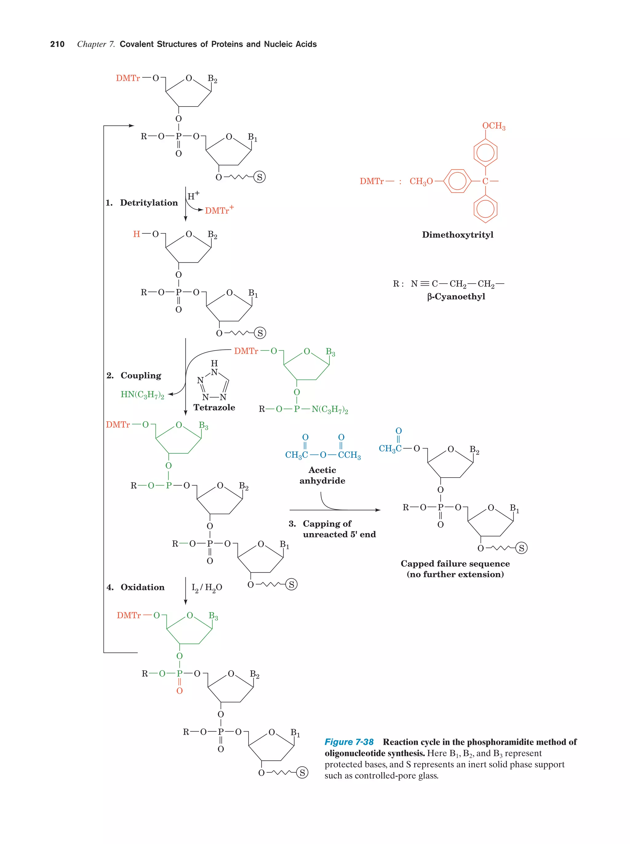 210

Chapter 7. Covalent Structures of Proteins and Nucleic Acids

DMTr

O

O

B2

O
O

R

P

O

O

OCH3

B1

O
O
H+

1. Detritylation

H

O

S

DMTr

O

O

P

C

+
DMTr
B2

Dimethoxytrityl

O
R

: CH3O

O

O

C

R: N

B1

CH2

CH2

β-Cyanoethyl

O
O

S
DMTr

2. Coupling

N

HN(C3H7)2

O

R

O

B3

N(C3H7)2

O
CH3C

P

O

P

B3

O
R

O

O

N N
Tetrazole

O

DMTr

O

H
N

O

O

O
O

CCH3

O
CH3C

O

Acetic
anhydride

B2

3. Capping of
unreacted 5' end

O

R

P

O

O

B1

DMTr

O

P

O

O

B1

O
S

Capped failure sequence
(no further extension)
O

I2 / H2O

O

O

O

O
4. Oxidation

B2

O
R

O

O

S

B3

O
R

O

P

O

O

B2

O
O
R

O

P

O

O

B1

O
O

S

Figure 7-38 Reaction cycle in the phosphoramidite method of
oligonucleotide synthesis. Here B1, B2, and B3 represent
protected bases, and S represents an inert solid phase support
such as controlled-pore glass.

 