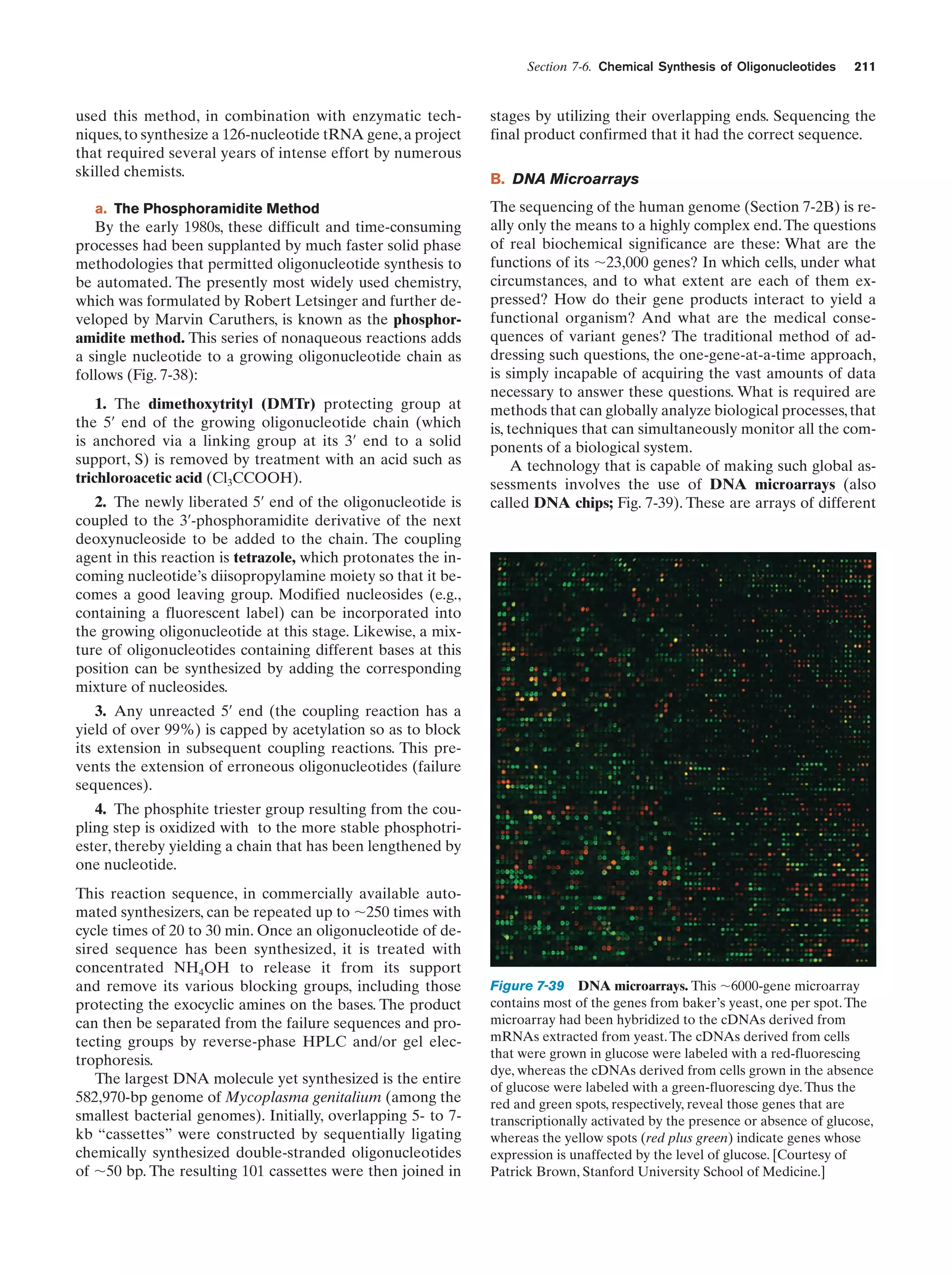 Section 7-6. Chemical Synthesis of Oligonucleotides

used this method, in combination with enzymatic techniques, to synthesize a 126-nucleotide tRNA gene, a project
that required several years of intense effort by numerous
skilled chemists.
a. The Phosphoramidite Method

By the early 1980s, these difficult and time-consuming
processes had been supplanted by much faster solid phase
methodologies that permitted oligonucleotide synthesis to
be automated. The presently most widely used chemistry,
which was formulated by Robert Letsinger and further developed by Marvin Caruthers, is known as the phosphoramidite method. This series of nonaqueous reactions adds
a single nucleotide to a growing oligonucleotide chain as
follows (Fig. 7-38):
1. The dimethoxytrityl (DMTr) protecting group at
the 5¿ end of the growing oligonucleotide chain (which
is anchored via a linking group at its 3¿ end to a solid
support, S) is removed by treatment with an acid such as
trichloroacetic acid (Cl3CCOOH).
2. The newly liberated 5¿ end of the oligonucleotide is
coupled to the 3¿-phosphoramidite derivative of the next
deoxynucleoside to be added to the chain. The coupling
agent in this reaction is tetrazole, which protonates the incoming nucleotide’s diisopropylamine moiety so that it becomes a good leaving group. Modified nucleosides (e.g.,
containing a fluorescent label) can be incorporated into
the growing oligonucleotide at this stage. Likewise, a mixture of oligonucleotides containing different bases at this
position can be synthesized by adding the corresponding
mixture of nucleosides.

211

stages by utilizing their overlapping ends. Sequencing the
final product confirmed that it had the correct sequence.
B. DNA Microarrays
The sequencing of the human genome (Section 7-2B) is really only the means to a highly complex end. The questions
of real biochemical significance are these: What are the
functions of its ϳ23,000 genes? In which cells, under what
circumstances, and to what extent are each of them expressed? How do their gene products interact to yield a
functional organism? And what are the medical consequences of variant genes? The traditional method of addressing such questions, the one-gene-at-a-time approach,
is simply incapable of acquiring the vast amounts of data
necessary to answer these questions. What is required are
methods that can globally analyze biological processes, that
is, techniques that can simultaneously monitor all the components of a biological system.
A technology that is capable of making such global assessments involves the use of DNA microarrays (also
called DNA chips; Fig. 7-39). These are arrays of different

3. Any unreacted 5¿ end (the coupling reaction has a
yield of over 99%) is capped by acetylation so as to block
its extension in subsequent coupling reactions. This prevents the extension of erroneous oligonucleotides (failure
sequences).
4. The phosphite triester group resulting from the coupling step is oxidized with to the more stable phosphotriester, thereby yielding a chain that has been lengthened by
one nucleotide.
This reaction sequence, in commercially available automated synthesizers, can be repeated up to ϳ250 times with
cycle times of 20 to 30 min. Once an oligonucleotide of desired sequence has been synthesized, it is treated with
concentrated NH4OH to release it from its support
and remove its various blocking groups, including those
protecting the exocyclic amines on the bases. The product
can then be separated from the failure sequences and protecting groups by reverse-phase HPLC and/or gel electrophoresis.
The largest DNA molecule yet synthesized is the entire
582,970-bp genome of Mycoplasma genitalium (among the
smallest bacterial genomes). Initially, overlapping 5- to 7kb “cassettes” were constructed by sequentially ligating
chemically synthesized double-stranded oligonucleotides
of ϳ50 bp. The resulting 101 cassettes were then joined in

Figure 7-39 DNA microarrays. This ϳ6000-gene microarray
contains most of the genes from baker’s yeast, one per spot. The
microarray had been hybridized to the cDNAs derived from
mRNAs extracted from yeast. The cDNAs derived from cells
that were grown in glucose were labeled with a red-fluorescing
dye, whereas the cDNAs derived from cells grown in the absence
of glucose were labeled with a green-fluorescing dye. Thus the
red and green spots, respectively, reveal those genes that are
transcriptionally activated by the presence or absence of glucose,
whereas the yellow spots (red plus green) indicate genes whose
expression is unaffected by the level of glucose. [Courtesy of
Patrick Brown, Stanford University School of Medicine.]

 