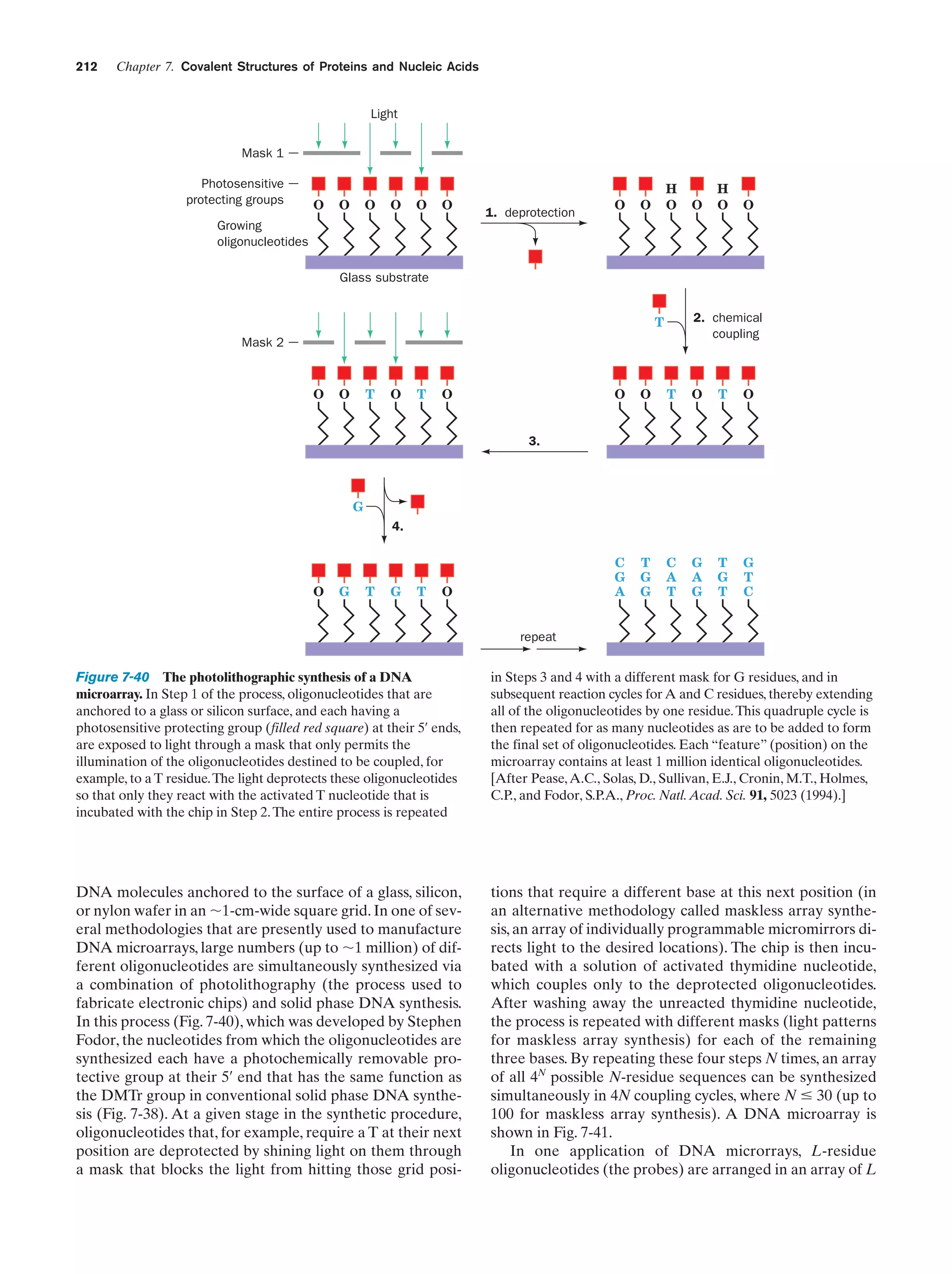 212

Chapter 7. Covalent Structures of Proteins and Nucleic Acids

Light
Mask 1
Photosensitive
protecting groups

O

O

O

O

O

O

Growing
oligonucleotides

1. deprotection

O

H
O

O

O

H
O

O

Glass substrate
2. chemical
coupling

T
Mask 2

O

O

T

O

T

O

O

O

T

O

T

O

C
G
A

T
G
G

C
A
T

G
A
G

T
G
T

G
T
C

3.

G
4.

O

G

T

G

T

O

repeat

Figure 7-40 The photolithographic synthesis of a DNA
microarray. In Step 1 of the process, oligonucleotides that are
anchored to a glass or silicon surface, and each having a
photosensitive protecting group (filled red square) at their 5¿ ends,
are exposed to light through a mask that only permits the
illumination of the oligonucleotides destined to be coupled, for
example, to a T residue. The light deprotects these oligonucleotides
so that only they react with the activated T nucleotide that is
incubated with the chip in Step 2. The entire process is repeated

in Steps 3 and 4 with a different mask for G residues, and in
subsequent reaction cycles for A and C residues, thereby extending
all of the oligonucleotides by one residue. This quadruple cycle is
then repeated for as many nucleotides as are to be added to form
the final set of oligonucleotides. Each “feature” (position) on the
microarray contains at least 1 million identical oligonucleotides.
[After Pease, A.C., Solas, D., Sullivan, E.J., Cronin, M.T., Holmes,
C.P., and Fodor, S.P.A., Proc. Natl. Acad. Sci. 91, 5023 (1994).]

DNA molecules anchored to the surface of a glass, silicon,
or nylon wafer in an ϳ1-cm-wide square grid. In one of several methodologies that are presently used to manufacture
DNA microarrays, large numbers (up to ϳ1 million) of different oligonucleotides are simultaneously synthesized via
a combination of photolithography (the process used to
fabricate electronic chips) and solid phase DNA synthesis.
In this process (Fig. 7-40), which was developed by Stephen
Fodor, the nucleotides from which the oligonucleotides are
synthesized each have a photochemically removable protective group at their 5¿ end that has the same function as
the DMTr group in conventional solid phase DNA synthesis (Fig. 7-38). At a given stage in the synthetic procedure,
oligonucleotides that, for example, require a T at their next
position are deprotected by shining light on them through
a mask that blocks the light from hitting those grid posi-

tions that require a different base at this next position (in
an alternative methodology called maskless array synthesis, an array of individually programmable micromirrors directs light to the desired locations). The chip is then incubated with a solution of activated thymidine nucleotide,
which couples only to the deprotected oligonucleotides.
After washing away the unreacted thymidine nucleotide,
the process is repeated with different masks (light patterns
for maskless array synthesis) for each of the remaining
three bases. By repeating these four steps N times, an array
of all 4N possible N-residue sequences can be synthesized
simultaneously in 4N coupling cycles, where N Յ 30 (up to
100 for maskless array synthesis). A DNA microarray is
shown in Fig. 7-41.
In one application of DNA microrrays, L-residue
oligonucleotides (the probes) are arranged in an array of L

 