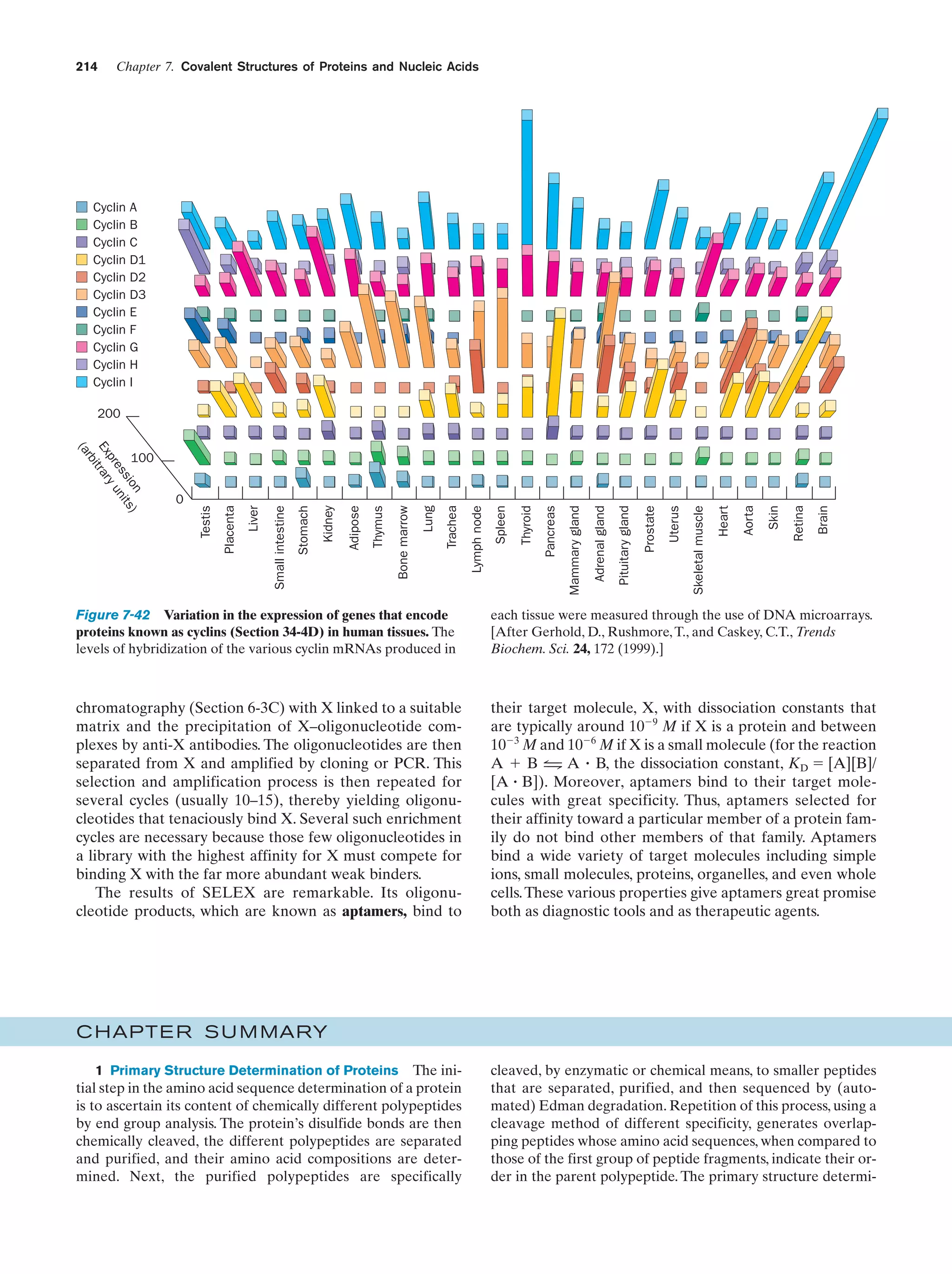 214

Chapter 7. Covalent Structures of Proteins and Nucleic Acids

Cyclin
Cyclin
Cyclin
Cyclin
Cyclin
Cyclin
Cyclin
Cyclin
Cyclin
Cyclin
Cyclin

A
B
C
D1
D2
D3
E
F
G
H
I

200

n )
sio its
es n
pr y u
Ex trar
i
rb
(a

Brain

Retina

Skin

Aorta

Heart

Uterus

Skeletal muscle

Prostate

Pituitary gland

Adrenal gland

Mammary gland

Thyroid

Pancreas

Spleen

Lymph node

Trachea

Lung

Bone marrow

Thymus

Adipose

Kidney

Stomach

Small intestine

Liver

Testis

0

Placenta

100

Figure 7-42 Variation in the expression of genes that encode
proteins known as cyclins (Section 34-4D) in human tissues. The
levels of hybridization of the various cyclin mRNAs produced in

each tissue were measured through the use of DNA microarrays.
[After Gerhold, D., Rushmore, T., and Caskey, C.T., Trends
Biochem. Sci. 24, 172 (1999).]

chromatography (Section 6-3C) with X linked to a suitable
matrix and the precipitation of X–oligonucleotide complexes by anti-X antibodies. The oligonucleotides are then
separated from X and amplified by cloning or PCR. This
selection and amplification process is then repeated for
several cycles (usually 10–15), thereby yielding oligonucleotides that tenaciously bind X. Several such enrichment
cycles are necessary because those few oligonucleotides in
a library with the highest affinity for X must compete for
binding X with the far more abundant weak binders.
The results of SELEX are remarkable. Its oligonucleotide products, which are known as aptamers, bind to

their target molecule, X, with dissociation constants that
are typically around 10Ϫ9 M if X is a protein and between
10Ϫ3 M and 10Ϫ6 M if X is a small molecule (for the reaction
A ϩ B 1 A ؒ B, the dissociation constant, KD ϭ [A][B]/
2
[A ؒ B]). Moreover, aptamers bind to their target molecules with great specificity. Thus, aptamers selected for
their affinity toward a particular member of a protein family do not bind other members of that family. Aptamers
bind a wide variety of target molecules including simple
ions, small molecules, proteins, organelles, and even whole
cells. These various properties give aptamers great promise
both as diagnostic tools and as therapeutic agents.

C HAPTE R S U M MARY
1 Primary Structure Determination of Proteins The initial step in the amino acid sequence determination of a protein
is to ascertain its content of chemically different polypeptides
by end group analysis. The protein’s disulfide bonds are then
chemically cleaved, the different polypeptides are separated
and purified, and their amino acid compositions are determined. Next, the purified polypeptides are specifically

cleaved, by enzymatic or chemical means, to smaller peptides
that are separated, purified, and then sequenced by (automated) Edman degradation. Repetition of this process, using a
cleavage method of different specificity, generates overlapping peptides whose amino acid sequences, when compared to
those of the first group of peptide fragments, indicate their order in the parent polypeptide. The primary structure determi-

 