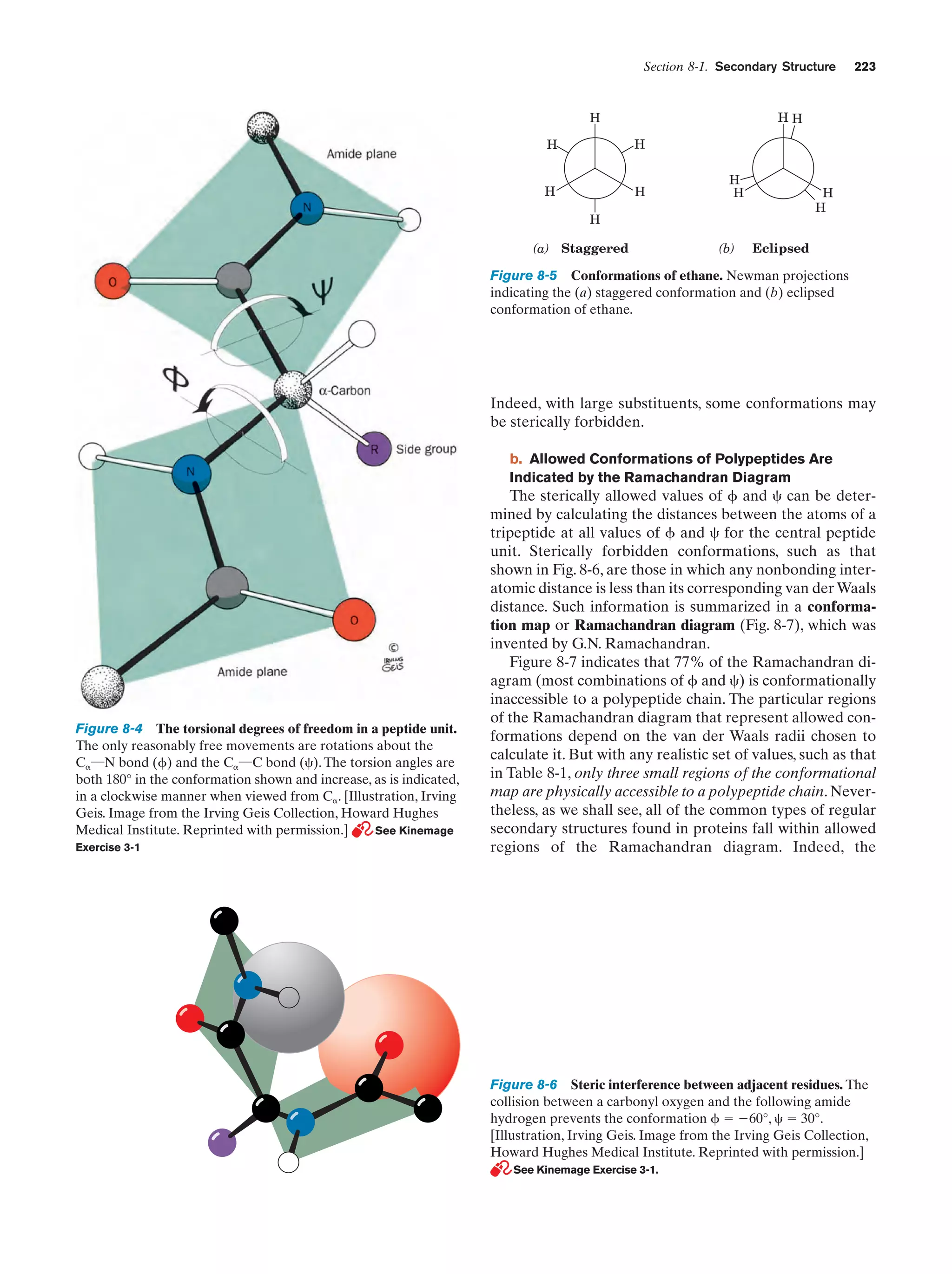 Section 8-1. Secondary Structure

223

HH

H
H

H

H

H

H
H

H
H

H

(a) Staggered

(b)

Eclipsed

Figure 8-5 Conformations of ethane. Newman projections
indicating the (a) staggered conformation and (b) eclipsed
conformation of ethane.

Indeed, with large substituents, some conformations may
be sterically forbidden.
b. Allowed Conformations of Polypeptides Are
Indicated by the Ramachandran Diagram

Figure 8-4 The torsional degrees of freedom in a peptide unit.
The only reasonably free movements are rotations about the
C␣¬N bond (␾) and the C␣¬C bond (␺). The torsion angles are
both 180° in the conformation shown and increase, as is indicated,
in a clockwise manner when viewed from C␣. [Illustration, Irving
Geis. Image from the Irving Geis Collection, Howard Hughes
Medical Institute. Reprinted with permission.]
See Kinemage
Exercise 3-1

The sterically allowed values of ␾ and ␺ can be determined by calculating the distances between the atoms of a
tripeptide at all values of ␾ and ␺ for the central peptide
unit. Sterically forbidden conformations, such as that
shown in Fig. 8-6, are those in which any nonbonding interatomic distance is less than its corresponding van der Waals
distance. Such information is summarized in a conformation map or Ramachandran diagram (Fig. 8-7), which was
invented by G.N. Ramachandran.
Figure 8-7 indicates that 77% of the Ramachandran diagram (most combinations of ␾ and ␺) is conformationally
inaccessible to a polypeptide chain. The particular regions
of the Ramachandran diagram that represent allowed conformations depend on the van der Waals radii chosen to
calculate it. But with any realistic set of values, such as that
in Table 8-1, only three small regions of the conformational
map are physically accessible to a polypeptide chain. Nevertheless, as we shall see, all of the common types of regular
secondary structures found in proteins fall within allowed
regions of the Ramachandran diagram. Indeed, the

Figure 8-6 Steric interference between adjacent residues. The
collision between a carbonyl oxygen and the following amide
hydrogen prevents the conformation ␾ ϭ Ϫ60°, ␺ ϭ 30°.
[Illustration, Irving Geis. Image from the Irving Geis Collection,
Howard Hughes Medical Institute. Reprinted with permission.]
See Kinemage Exercise 3-1.

 