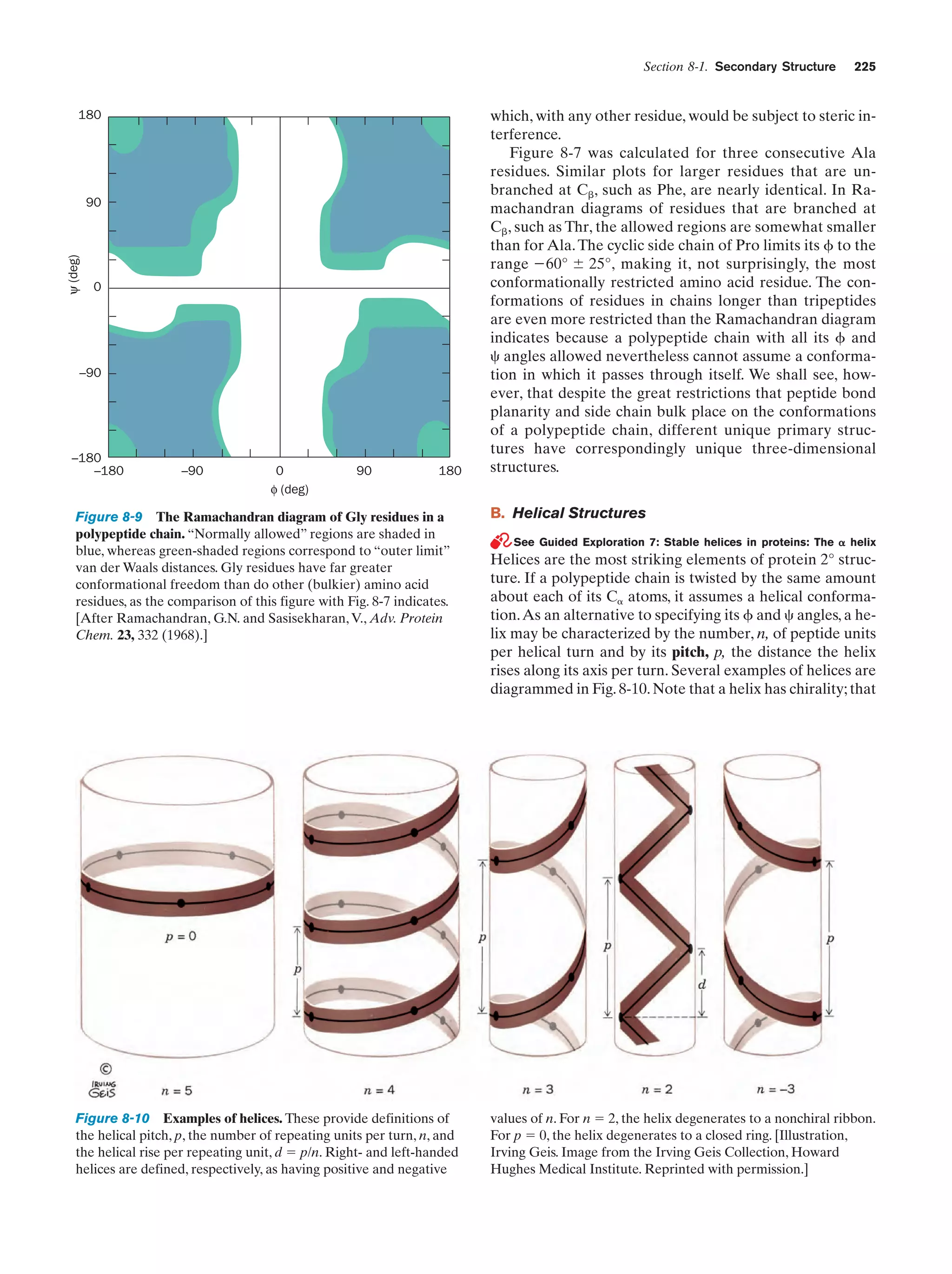 Section 8-1. Secondary Structure

180

ψ (deg)

90

0

–90

–180
–180

–90

0
φ (deg)

90

180

225

which, with any other residue, would be subject to steric interference.
Figure 8-7 was calculated for three consecutive Ala
residues. Similar plots for larger residues that are unbranched at C␤, such as Phe, are nearly identical. In Ramachandran diagrams of residues that are branched at
C␤, such as Thr, the allowed regions are somewhat smaller
than for Ala. The cyclic side chain of Pro limits its ␾ to the
range Ϫ60° Ϯ 25°, making it, not surprisingly, the most
conformationally restricted amino acid residue. The conformations of residues in chains longer than tripeptides
are even more restricted than the Ramachandran diagram
indicates because a polypeptide chain with all its ␾ and
␺ angles allowed nevertheless cannot assume a conformation in which it passes through itself. We shall see, however, that despite the great restrictions that peptide bond
planarity and side chain bulk place on the conformations
of a polypeptide chain, different unique primary structures have correspondingly unique three-dimensional
structures.

Figure 8-9 The Ramachandran diagram of Gly residues in a
polypeptide chain. “Normally allowed” regions are shaded in
blue, whereas green-shaded regions correspond to “outer limit”
van der Waals distances. Gly residues have far greater
conformational freedom than do other (bulkier) amino acid
residues, as the comparison of this figure with Fig. 8-7 indicates.
[After Ramachandran, G.N. and Sasisekharan, V., Adv. Protein
Chem. 23, 332 (1968).]

B. Helical Structures

Figure 8-10 Examples of helices. These provide definitions of
the helical pitch, p, the number of repeating units per turn, n, and
the helical rise per repeating unit, d ϭ p/n. Right- and left-handed
helices are defined, respectively, as having positive and negative

values of n. For n ϭ 2, the helix degenerates to a nonchiral ribbon.
For p ϭ 0, the helix degenerates to a closed ring. [Illustration,
Irving Geis. Image from the Irving Geis Collection, Howard
Hughes Medical Institute. Reprinted with permission.]

See Guided Exploration 7: Stable helices in proteins: The ␣ helix

Helices are the most striking elements of protein 2° structure. If a polypeptide chain is twisted by the same amount
about each of its C␣ atoms, it assumes a helical conformation. As an alternative to specifying its ␾ and ␺ angles, a helix may be characterized by the number, n, of peptide units
per helical turn and by its pitch, p, the distance the helix
rises along its axis per turn. Several examples of helices are
diagrammed in Fig. 8-10. Note that a helix has chirality; that

 