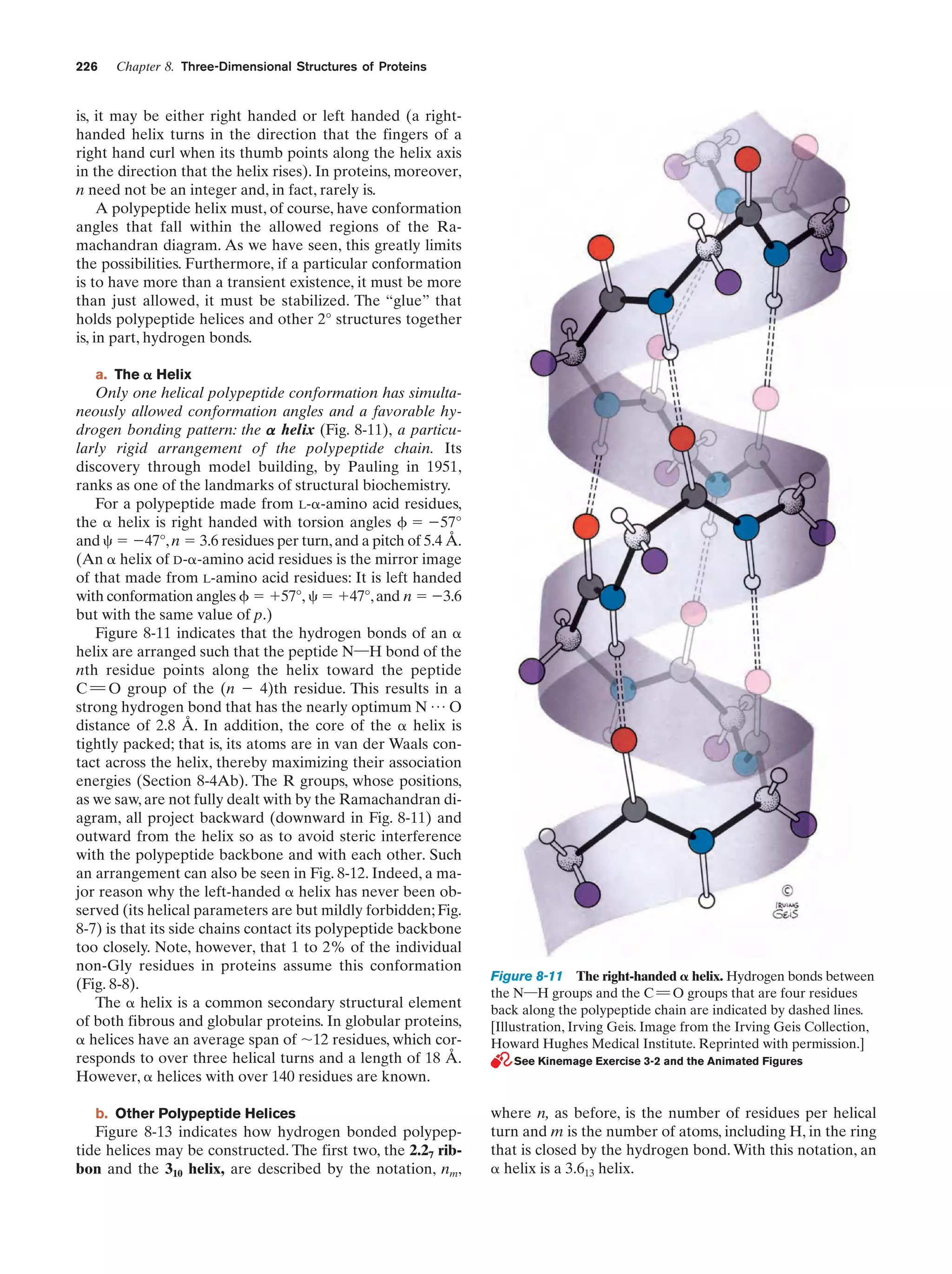 226

Chapter 8. Three-Dimensional Structures of Proteins

is, it may be either right handed or left handed (a righthanded helix turns in the direction that the fingers of a
right hand curl when its thumb points along the helix axis
in the direction that the helix rises). In proteins, moreover,
n need not be an integer and, in fact, rarely is.
A polypeptide helix must, of course, have conformation
angles that fall within the allowed regions of the Ramachandran diagram. As we have seen, this greatly limits
the possibilities. Furthermore, if a particular conformation
is to have more than a transient existence, it must be more
than just allowed, it must be stabilized. The “glue” that
holds polypeptide helices and other 2° structures together
is, in part, hydrogen bonds.
a. The ␣ Helix

Only one helical polypeptide conformation has simultaneously allowed conformation angles and a favorable hydrogen bonding pattern: the ␣ helix (Fig. 8-11), a particularly rigid arrangement of the polypeptide chain. Its
discovery through model building, by Pauling in 1951,
ranks as one of the landmarks of structural biochemistry.
For a polypeptide made from L-␣-amino acid residues,
the ␣ helix is right handed with torsion angles ␾ ϭ Ϫ57°
and ␺ ϭ Ϫ47°, n ϭ 3.6 residues per turn, and a pitch of 5.4 Å.
(An ␣ helix of D-␣-amino acid residues is the mirror image
of that made from L-amino acid residues: It is left handed
with conformation angles ␾ ϭ ϩ57°, ␺ ϭ ϩ47°, and n ϭ Ϫ3.6
but with the same value of p.)
Figure 8-11 indicates that the hydrogen bonds of an ␣
helix are arranged such that the peptide N¬H bond of the
nth residue points along the helix toward the peptide
C “ O group of the (n Ϫ 4)th residue. This results in a
strong hydrogen bond that has the nearly optimum N p O
distance of 2.8 Å. In addition, the core of the ␣ helix is
tightly packed; that is, its atoms are in van der Waals contact across the helix, thereby maximizing their association
energies (Section 8-4Ab). The R groups, whose positions,
as we saw, are not fully dealt with by the Ramachandran diagram, all project backward (downward in Fig. 8-11) and
outward from the helix so as to avoid steric interference
with the polypeptide backbone and with each other. Such
an arrangement can also be seen in Fig. 8-12. Indeed, a major reason why the left-handed ␣ helix has never been observed (its helical parameters are but mildly forbidden; Fig.
8-7) is that its side chains contact its polypeptide backbone
too closely. Note, however, that 1 to 2% of the individual
non-Gly residues in proteins assume this conformation
(Fig. 8-8).
The ␣ helix is a common secondary structural element
of both fibrous and globular proteins. In globular proteins,
␣ helices have an average span of ϳ12 residues, which corresponds to over three helical turns and a length of 18 Å.
However, ␣ helices with over 140 residues are known.
b. Other Polypeptide Helices

Figure 8-13 indicates how hydrogen bonded polypeptide helices may be constructed. The first two, the 2.27 ribbon and the 310 helix, are described by the notation, nm,

Figure 8-11 The right-handed ␣ helix. Hydrogen bonds between
the N¬H groups and the C “ O groups that are four residues
back along the polypeptide chain are indicated by dashed lines.
[Illustration, Irving Geis. Image from the Irving Geis Collection,
Howard Hughes Medical Institute. Reprinted with permission.]
See Kinemage Exercise 3-2 and the Animated Figures

where n, as before, is the number of residues per helical
turn and m is the number of atoms, including H, in the ring
that is closed by the hydrogen bond. With this notation, an
␣ helix is a 3.613 helix.

 