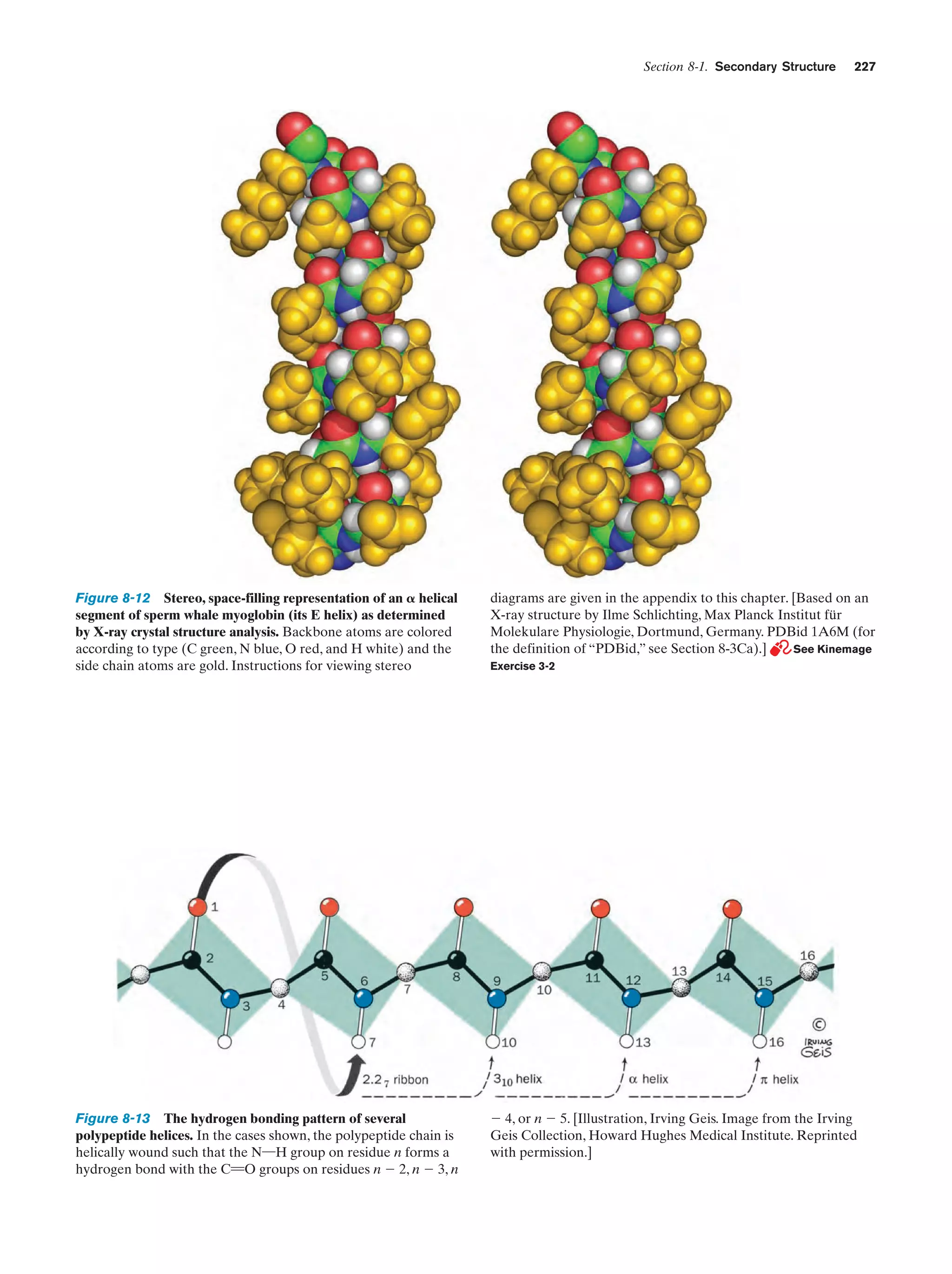Section 8-1. Secondary Structure

227

Figure 8-12 Stereo, space-filling representation of an ␣ helical
segment of sperm whale myoglobin (its E helix) as determined
by X-ray crystal structure analysis. Backbone atoms are colored
according to type (C green, N blue, O red, and H white) and the
side chain atoms are gold. Instructions for viewing stereo

diagrams are given in the appendix to this chapter. [Based on an
X-ray structure by Ilme Schlichting, Max Planck Institut für
Molekulare Physiologie, Dortmund, Germany. PDBid 1A6M (for
the definition of “PDBid,” see Section 8-3Ca).]
See Kinemage

Figure 8-13 The hydrogen bonding pattern of several
polypeptide helices. In the cases shown, the polypeptide chain is
helically wound such that the N¬H group on residue n forms a
hydrogen bond with the C“O groups on residues n Ϫ 2, n Ϫ 3, n

Ϫ 4, or n Ϫ 5. [Illustration, Irving Geis. Image from the Irving
Geis Collection, Howard Hughes Medical Institute. Reprinted
with permission.]

Exercise 3-2

 