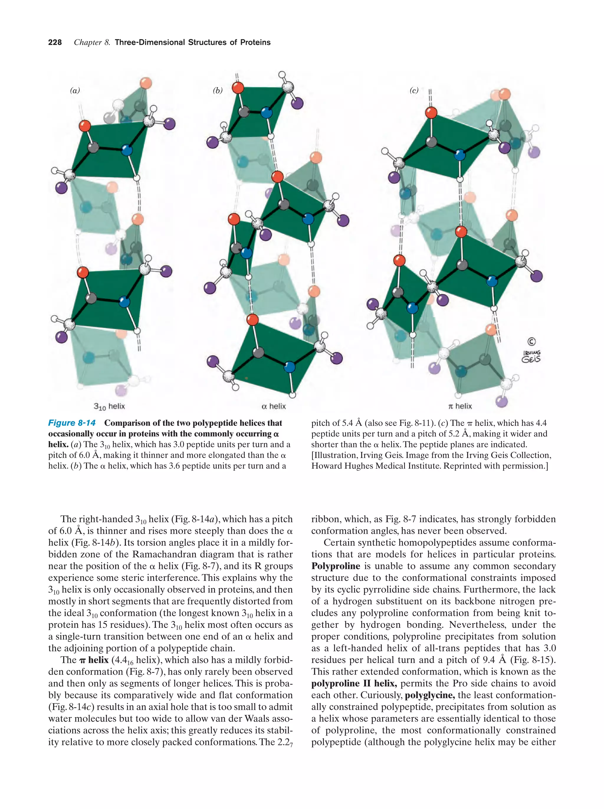 228

Chapter 8. Three-Dimensional Structures of Proteins

(a)

(b)

(c)

Figure 8-14 Comparison of the two polypeptide helices that
occasionally occur in proteins with the commonly occurring ␣
helix. (a) The 310 helix, which has 3.0 peptide units per turn and a
pitch of 6.0 Å, making it thinner and more elongated than the ␣
helix. (b) The ␣ helix, which has 3.6 peptide units per turn and a

pitch of 5.4 Å (also see Fig. 8-11). (c) The ␲ helix, which has 4.4
peptide units per turn and a pitch of 5.2 Å, making it wider and
shorter than the ␣ helix. The peptide planes are indicated.
[Illustration, Irving Geis. Image from the Irving Geis Collection,
Howard Hughes Medical Institute. Reprinted with permission.]

The right-handed 310 helix (Fig. 8-14a), which has a pitch
of 6.0 Å, is thinner and rises more steeply than does the ␣
helix (Fig. 8-14b). Its torsion angles place it in a mildly forbidden zone of the Ramachandran diagram that is rather
near the position of the ␣ helix (Fig. 8-7), and its R groups
experience some steric interference. This explains why the
310 helix is only occasionally observed in proteins, and then
mostly in short segments that are frequently distorted from
the ideal 310 conformation (the longest known 310 helix in a
protein has 15 residues). The 310 helix most often occurs as
a single-turn transition between one end of an ␣ helix and
the adjoining portion of a polypeptide chain.
The ␲ helix (4.416 helix), which also has a mildly forbidden conformation (Fig. 8-7), has only rarely been observed
and then only as segments of longer helices. This is probably because its comparatively wide and flat conformation
(Fig. 8-14c) results in an axial hole that is too small to admit
water molecules but too wide to allow van der Waals associations across the helix axis; this greatly reduces its stability relative to more closely packed conformations. The 2.27

ribbon, which, as Fig. 8-7 indicates, has strongly forbidden
conformation angles, has never been observed.
Certain synthetic homopolypeptides assume conformations that are models for helices in particular proteins.
Polyproline is unable to assume any common secondary
structure due to the conformational constraints imposed
by its cyclic pyrrolidine side chains. Furthermore, the lack
of a hydrogen substituent on its backbone nitrogen precludes any polyproline conformation from being knit together by hydrogen bonding. Nevertheless, under the
proper conditions, polyproline precipitates from solution
as a left-handed helix of all-trans peptides that has 3.0
residues per helical turn and a pitch of 9.4 Å (Fig. 8-15).
This rather extended conformation, which is known as the
polyproline II helix, permits the Pro side chains to avoid
each other. Curiously, polyglycine, the least conformationally constrained polypeptide, precipitates from solution as
a helix whose parameters are essentially identical to those
of polyproline, the most conformationally constrained
polypeptide (although the polyglycine helix may be either

 