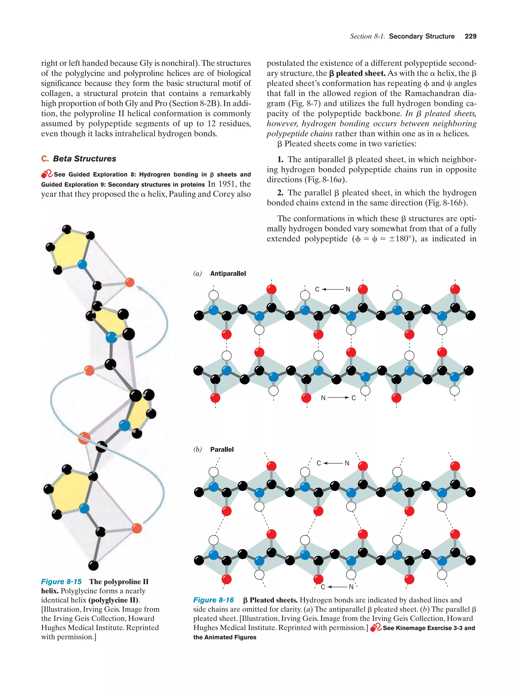 Section 8-1. Secondary Structure

229

right or left handed because Gly is nonchiral). The structures
of the polyglycine and polyproline helices are of biological
significance because they form the basic structural motif of
collagen, a structural protein that contains a remarkably
high proportion of both Gly and Pro (Section 8-2B). In addition, the polyproline II helical conformation is commonly
assumed by polypeptide segments of up to 12 residues,
even though it lacks intrahelical hydrogen bonds.

postulated the existence of a different polypeptide secondary structure, the ␤ pleated sheet. As with the ␣ helix, the ␤
pleated sheet’s conformation has repeating ␾ and ␺ angles
that fall in the allowed region of the Ramachandran diagram (Fig. 8-7) and utilizes the full hydrogen bonding capacity of the polypeptide backbone. In ␤ pleated sheets,
however, hydrogen bonding occurs between neighboring
polypeptide chains rather than within one as in ␣ helices.
␤ Pleated sheets come in two varieties:

C. Beta Structures

1. The antiparallel ␤ pleated sheet, in which neighboring hydrogen bonded polypeptide chains run in opposite
directions (Fig. 8-16a).

See Guided Exploration 8: Hydrogren bonding in ␤ sheets and

In 1951, the
year that they proposed the ␣ helix, Pauling and Corey also
Guided Exploration 9: Secondary structures in proteins

2. The parallel ␤ pleated sheet, in which the hydrogen
bonded chains extend in the same direction (Fig. 8-16b).
The conformations in which these ␤ structures are optimally hydrogen bonded vary somewhat from that of a fully
extended polypeptide (␾ ϭ ␺ ϭ Ϯ180°), as indicated in

(a)

Antiparallel
C

N

N

(b)

Parallel
C

Figure 8-15 The polyproline II
helix. Polyglycine forms a nearly
identical helix (polyglycine II).
[Illustration, Irving Geis. Image from
the Irving Geis Collection, Howard
Hughes Medical Institute. Reprinted
with permission.]

C

C

N

N

Figure 8-16 ␤ Pleated sheets. Hydrogen bonds are indicated by dashed lines and
side chains are omitted for clarity. (a) The antiparallel ␤ pleated sheet. (b) The parallel ␤
pleated sheet. [Illustration, Irving Geis. Image from the Irving Geis Collection, Howard
Hughes Medical Institute. Reprinted with permission.]
See Kinemage Exercise 3-3 and
the Animated Figures

 