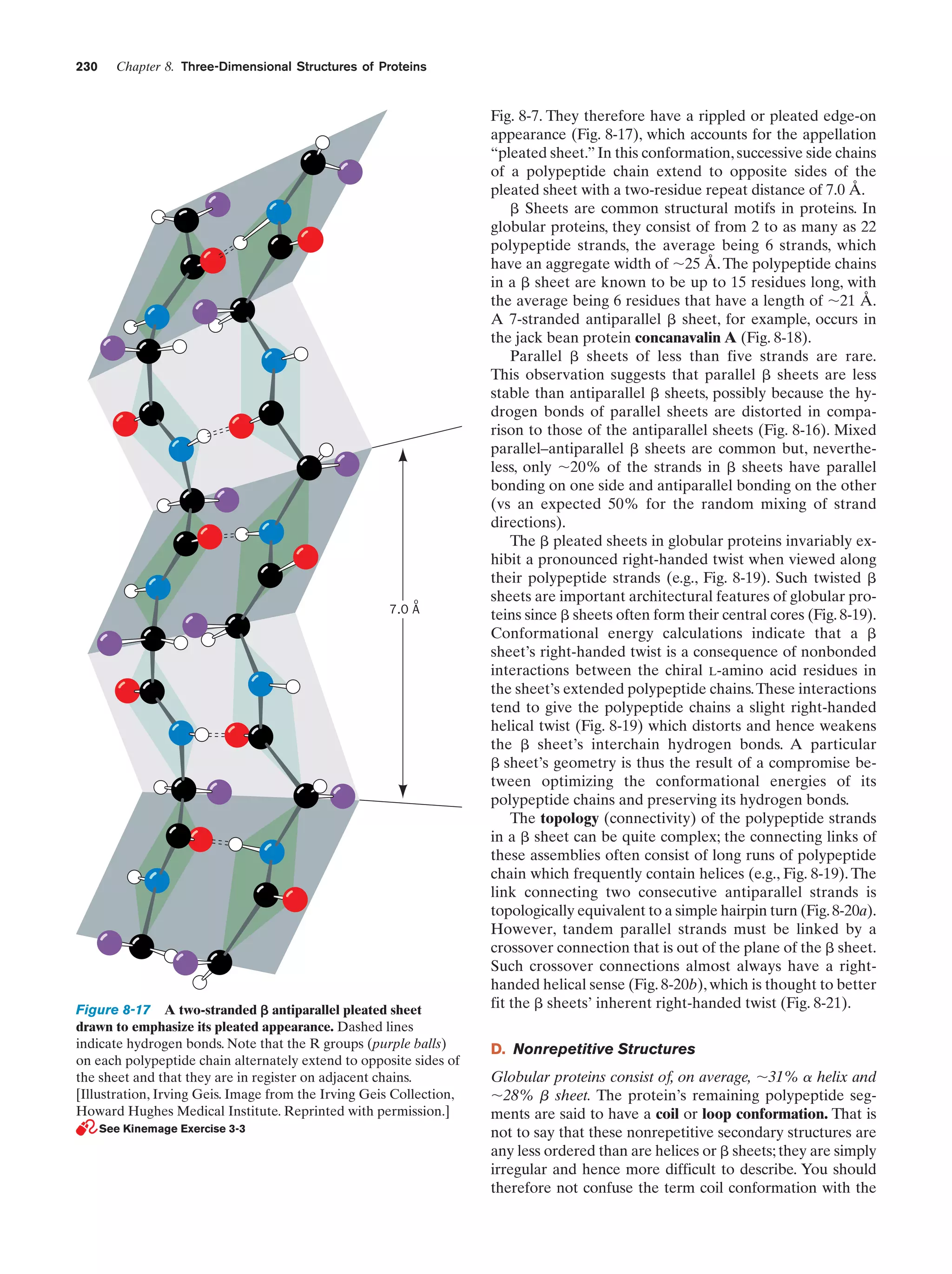 230

Chapter 8. Three-Dimensional Structures of Proteins

o

7.0 A

Figure 8-17 A two-stranded ␤ antiparallel pleated sheet
drawn to emphasize its pleated appearance. Dashed lines
indicate hydrogen bonds. Note that the R groups (purple balls)
on each polypeptide chain alternately extend to opposite sides of
the sheet and that they are in register on adjacent chains.
[Illustration, Irving Geis. Image from the Irving Geis Collection,
Howard Hughes Medical Institute. Reprinted with permission.]
See Kinemage Exercise 3-3

Fig. 8-7. They therefore have a rippled or pleated edge-on
appearance (Fig. 8-17), which accounts for the appellation
“pleated sheet.” In this conformation, successive side chains
of a polypeptide chain extend to opposite sides of the
pleated sheet with a two-residue repeat distance of 7.0 Å.
␤ Sheets are common structural motifs in proteins. In
globular proteins, they consist of from 2 to as many as 22
polypeptide strands, the average being 6 strands, which
have an aggregate width of ϳ25 Å. The polypeptide chains
in a ␤ sheet are known to be up to 15 residues long, with
the average being 6 residues that have a length of ϳ21 Å.
A 7-stranded antiparallel ␤ sheet, for example, occurs in
the jack bean protein concanavalin A (Fig. 8-18).
Parallel ␤ sheets of less than five strands are rare.
This observation suggests that parallel ␤ sheets are less
stable than antiparallel ␤ sheets, possibly because the hydrogen bonds of parallel sheets are distorted in comparison to those of the antiparallel sheets (Fig. 8-16). Mixed
parallel–antiparallel ␤ sheets are common but, nevertheless, only ϳ20% of the strands in ␤ sheets have parallel
bonding on one side and antiparallel bonding on the other
(vs an expected 50% for the random mixing of strand
directions).
The ␤ pleated sheets in globular proteins invariably exhibit a pronounced right-handed twist when viewed along
their polypeptide strands (e.g., Fig. 8-19). Such twisted ␤
sheets are important architectural features of globular proteins since ␤ sheets often form their central cores (Fig. 8-19).
Conformational energy calculations indicate that a ␤
sheet’s right-handed twist is a consequence of nonbonded
interactions between the chiral L-amino acid residues in
the sheet’s extended polypeptide chains. These interactions
tend to give the polypeptide chains a slight right-handed
helical twist (Fig. 8-19) which distorts and hence weakens
the ␤ sheet’s interchain hydrogen bonds. A particular
␤ sheet’s geometry is thus the result of a compromise between optimizing the conformational energies of its
polypeptide chains and preserving its hydrogen bonds.
The topology (connectivity) of the polypeptide strands
in a ␤ sheet can be quite complex; the connecting links of
these assemblies often consist of long runs of polypeptide
chain which frequently contain helices (e.g., Fig. 8-19). The
link connecting two consecutive antiparallel strands is
topologically equivalent to a simple hairpin turn (Fig. 8-20a).
However, tandem parallel strands must be linked by a
crossover connection that is out of the plane of the ␤ sheet.
Such crossover connections almost always have a righthanded helical sense (Fig. 8-20b), which is thought to better
fit the ␤ sheets’ inherent right-handed twist (Fig. 8-21).
D. Nonrepetitive Structures
Globular proteins consist of, on average, ϳ31% ␣ helix and
ϳ28% ␤ sheet. The protein’s remaining polypeptide segments are said to have a coil or loop conformation. That is
not to say that these nonrepetitive secondary structures are
any less ordered than are helices or ␤ sheets; they are simply
irregular and hence more difficult to describe. You should
therefore not confuse the term coil conformation with the

 
