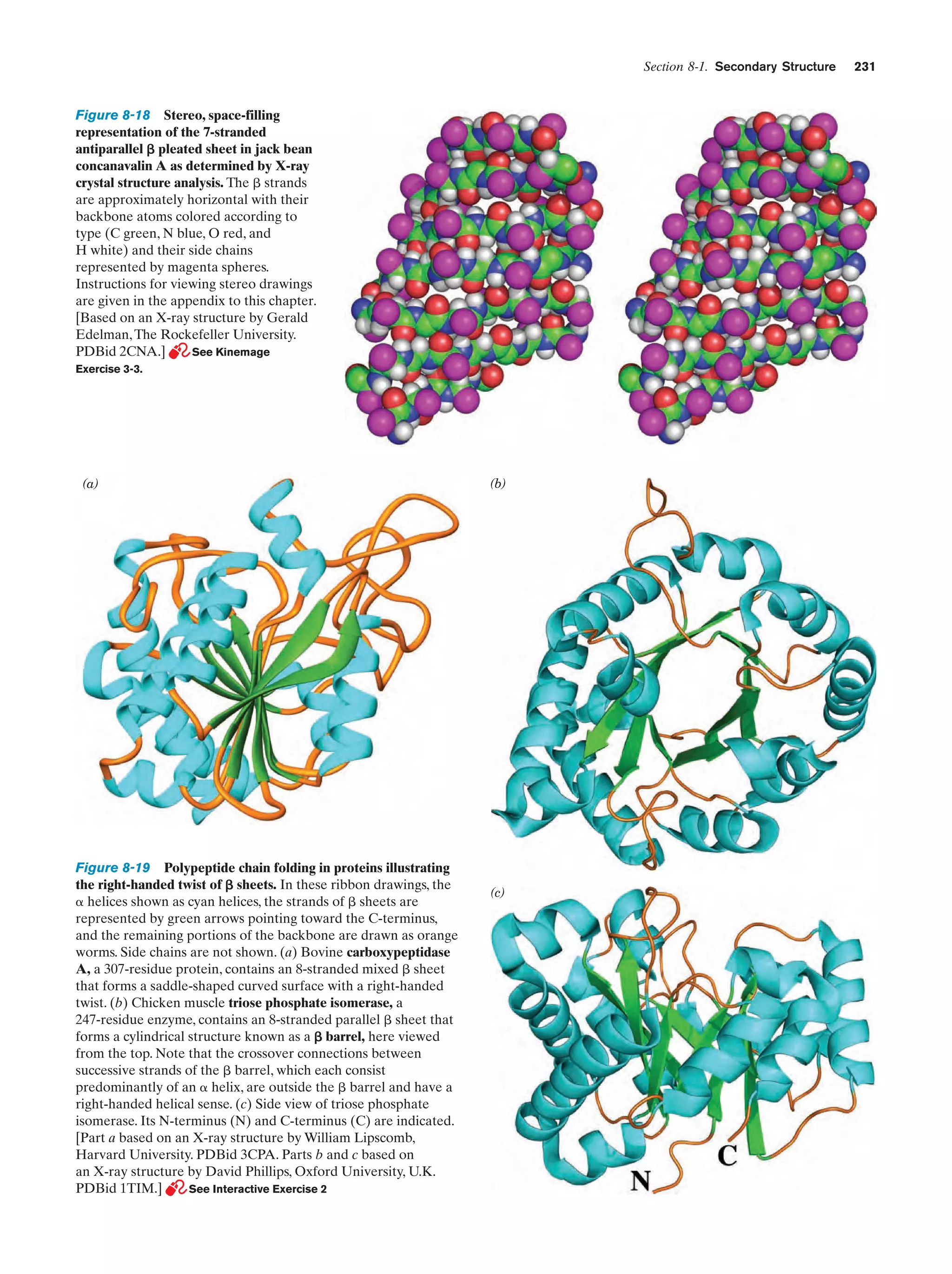 Section 8-1. Secondary Structure

Figure 8-18 Stereo, space-filling
representation of the 7-stranded
antiparallel ␤ pleated sheet in jack bean
concanavalin A as determined by X-ray
crystal structure analysis. The ␤ strands
are approximately horizontal with their
backbone atoms colored according to
type (C green, N blue, O red, and
H white) and their side chains
represented by magenta spheres.
Instructions for viewing stereo drawings
are given in the appendix to this chapter.
[Based on an X-ray structure by Gerald
Edelman, The Rockefeller University.
PDBid 2CNA.]
See Kinemage
Exercise 3-3.

(a)

Figure 8-19 Polypeptide chain folding in proteins illustrating
the right-handed twist of ␤ sheets. In these ribbon drawings, the
␣ helices shown as cyan helices, the strands of ␤ sheets are
represented by green arrows pointing toward the C-terminus,
and the remaining portions of the backbone are drawn as orange
worms. Side chains are not shown. (a) Bovine carboxypeptidase
A, a 307-residue protein, contains an 8-stranded mixed ␤ sheet
that forms a saddle-shaped curved surface with a right-handed
twist. (b) Chicken muscle triose phosphate isomerase, a
247-residue enzyme, contains an 8-stranded parallel ␤ sheet that
forms a cylindrical structure known as a ␤ barrel, here viewed
from the top. Note that the crossover connections between
successive strands of the ␤ barrel, which each consist
predominantly of an ␣ helix, are outside the ␤ barrel and have a
right-handed helical sense. (c) Side view of triose phosphate
isomerase. Its N-terminus (N) and C-terminus (C) are indicated.
[Part a based on an X-ray structure by William Lipscomb,
Harvard University. PDBid 3CPA. Parts b and c based on
an X-ray structure by David Phillips, Oxford University, U.K.
PDBid 1TIM.]
See Interactive Exercise 2

(b)

(c)

231

 