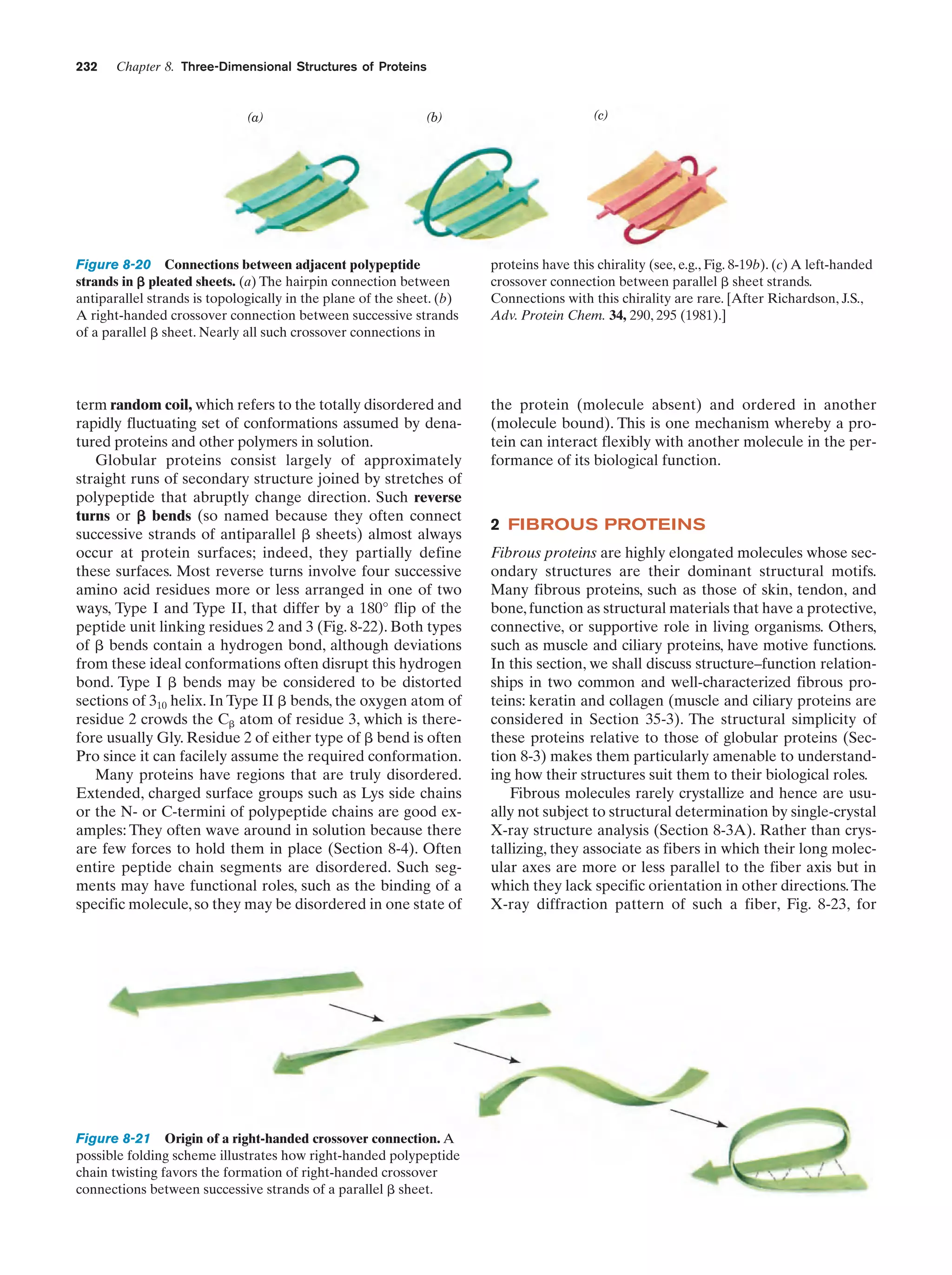 232

Chapter 8. Three-Dimensional Structures of Proteins

(a)

(b)

(c)

Figure 8-20 Connections between adjacent polypeptide
strands in ␤ pleated sheets. (a) The hairpin connection between
antiparallel strands is topologically in the plane of the sheet. (b)
A right-handed crossover connection between successive strands
of a parallel ␤ sheet. Nearly all such crossover connections in

proteins have this chirality (see, e.g., Fig. 8-19b). (c) A left-handed
crossover connection between parallel ␤ sheet strands.
Connections with this chirality are rare. [After Richardson, J.S.,
Adv. Protein Chem. 34, 290, 295 (1981).]

term random coil, which refers to the totally disordered and
rapidly fluctuating set of conformations assumed by denatured proteins and other polymers in solution.
Globular proteins consist largely of approximately
straight runs of secondary structure joined by stretches of
polypeptide that abruptly change direction. Such reverse
turns or ␤ bends (so named because they often connect
successive strands of antiparallel ␤ sheets) almost always
occur at protein surfaces; indeed, they partially define
these surfaces. Most reverse turns involve four successive
amino acid residues more or less arranged in one of two
ways, Type I and Type II, that differ by a 180° flip of the
peptide unit linking residues 2 and 3 (Fig. 8-22). Both types
of ␤ bends contain a hydrogen bond, although deviations
from these ideal conformations often disrupt this hydrogen
bond. Type I ␤ bends may be considered to be distorted
sections of 310 helix. In Type II ␤ bends, the oxygen atom of
residue 2 crowds the C␤ atom of residue 3, which is therefore usually Gly. Residue 2 of either type of ␤ bend is often
Pro since it can facilely assume the required conformation.
Many proteins have regions that are truly disordered.
Extended, charged surface groups such as Lys side chains
or the N- or C-termini of polypeptide chains are good examples: They often wave around in solution because there
are few forces to hold them in place (Section 8-4). Often
entire peptide chain segments are disordered. Such segments may have functional roles, such as the binding of a
specific molecule, so they may be disordered in one state of

the protein (molecule absent) and ordered in another
(molecule bound). This is one mechanism whereby a protein can interact flexibly with another molecule in the performance of its biological function.

Figure 8-21 Origin of a right-handed crossover connection. A
possible folding scheme illustrates how right-handed polypeptide
chain twisting favors the formation of right-handed crossover
connections between successive strands of a parallel ␤ sheet.

2 FIBROUS PROTEINS
Fibrous proteins are highly elongated molecules whose secondary structures are their dominant structural motifs.
Many fibrous proteins, such as those of skin, tendon, and
bone, function as structural materials that have a protective,
connective, or supportive role in living organisms. Others,
such as muscle and ciliary proteins, have motive functions.
In this section, we shall discuss structure–function relationships in two common and well-characterized fibrous proteins: keratin and collagen (muscle and ciliary proteins are
considered in Section 35-3). The structural simplicity of
these proteins relative to those of globular proteins (Section 8-3) makes them particularly amenable to understanding how their structures suit them to their biological roles.
Fibrous molecules rarely crystallize and hence are usually not subject to structural determination by single-crystal
X-ray structure analysis (Section 8-3A). Rather than crystallizing, they associate as fibers in which their long molecular axes are more or less parallel to the fiber axis but in
which they lack specific orientation in other directions. The
X-ray diffraction pattern of such a fiber, Fig. 8-23, for

 