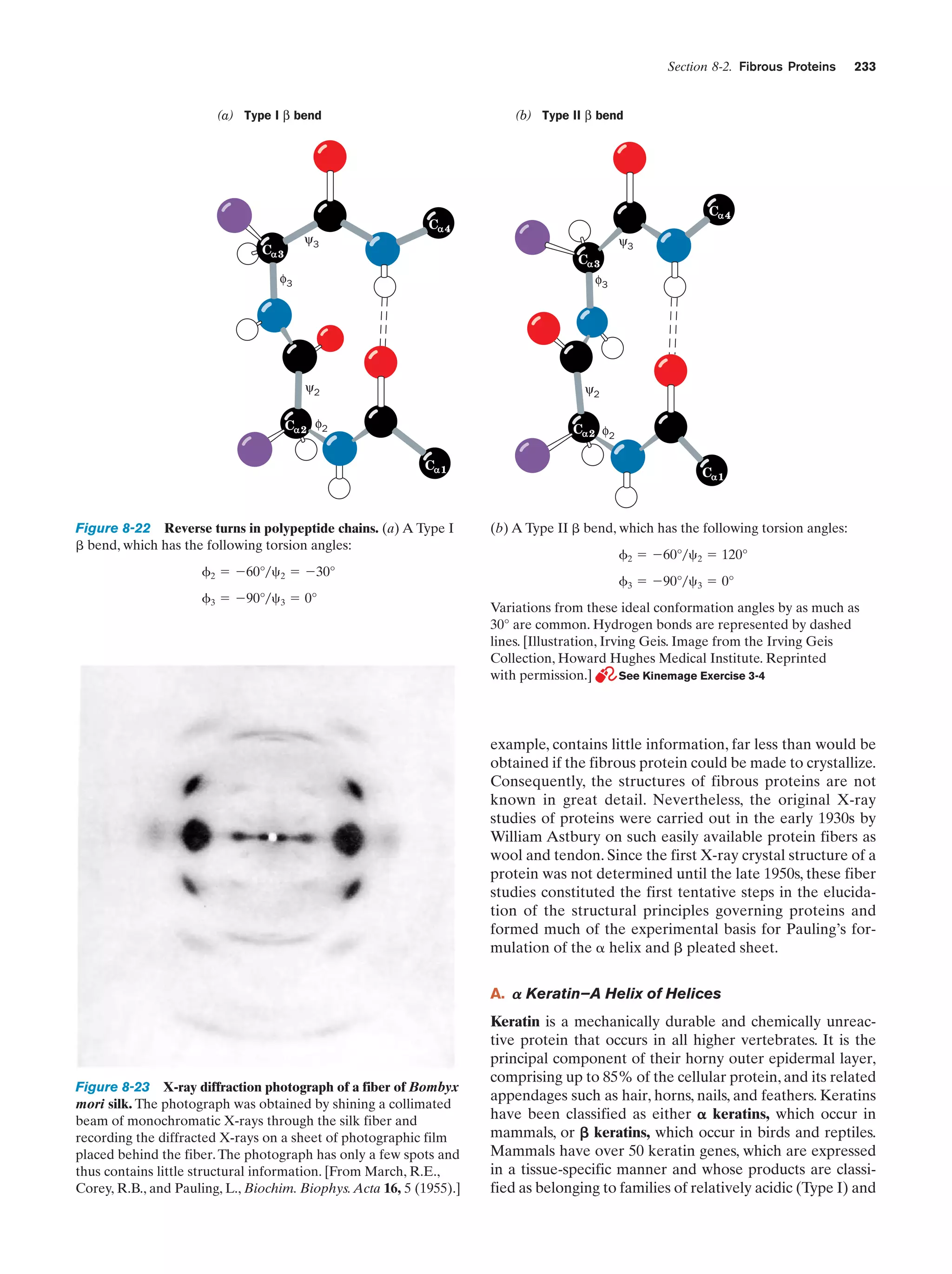 Section 8-2. Fibrous Proteins

(a) Type I β bend

(b) Type II β bend

C
C

ψ3

C

4

3

4

ψ3
C

3

φ3

φ3

ψ2
C

233

2

ψ2

φ2

C
C

1

Figure 8-22 Reverse turns in polypeptide chains. (a) A Type I
␤ bend, which has the following torsion angles:
␾2 ϭ Ϫ60° ր ␺ 2 ϭ Ϫ30°
␾3 ϭ Ϫ90° ր ␺ 3 ϭ 0°

2

φ2
C

1

(b) A Type II ␤ bend, which has the following torsion angles:
␾2 ϭ Ϫ60° ր ␺ 2 ϭ 120°
␾3 ϭ Ϫ90° ր ␺ 3 ϭ 0°
Variations from these ideal conformation angles by as much as
30° are common. Hydrogen bonds are represented by dashed
lines. [Illustration, Irving Geis. Image from the Irving Geis
Collection, Howard Hughes Medical Institute. Reprinted
with permission.]
See Kinemage Exercise 3-4

example, contains little information, far less than would be
obtained if the fibrous protein could be made to crystallize.
Consequently, the structures of fibrous proteins are not
known in great detail. Nevertheless, the original X-ray
studies of proteins were carried out in the early 1930s by
William Astbury on such easily available protein fibers as
wool and tendon. Since the first X-ray crystal structure of a
protein was not determined until the late 1950s, these fiber
studies constituted the first tentative steps in the elucidation of the structural principles governing proteins and
formed much of the experimental basis for Pauling’s formulation of the ␣ helix and ␤ pleated sheet.
A. ␣ Keratin—A Helix of Helices

Figure 8-23 X-ray diffraction photograph of a fiber of Bombyx
mori silk. The photograph was obtained by shining a collimated
beam of monochromatic X-rays through the silk fiber and
recording the diffracted X-rays on a sheet of photographic film
placed behind the fiber. The photograph has only a few spots and
thus contains little structural information. [From March, R.E.,
Corey, R.B., and Pauling, L., Biochim. Biophys. Acta 16, 5 (1955).]

Keratin is a mechanically durable and chemically unreactive protein that occurs in all higher vertebrates. It is the
principal component of their horny outer epidermal layer,
comprising up to 85% of the cellular protein, and its related
appendages such as hair, horns, nails, and feathers. Keratins
have been classified as either ␣ keratins, which occur in
mammals, or ␤ keratins, which occur in birds and reptiles.
Mammals have over 50 keratin genes, which are expressed
in a tissue-specific manner and whose products are classified as belonging to families of relatively acidic (Type I) and

 