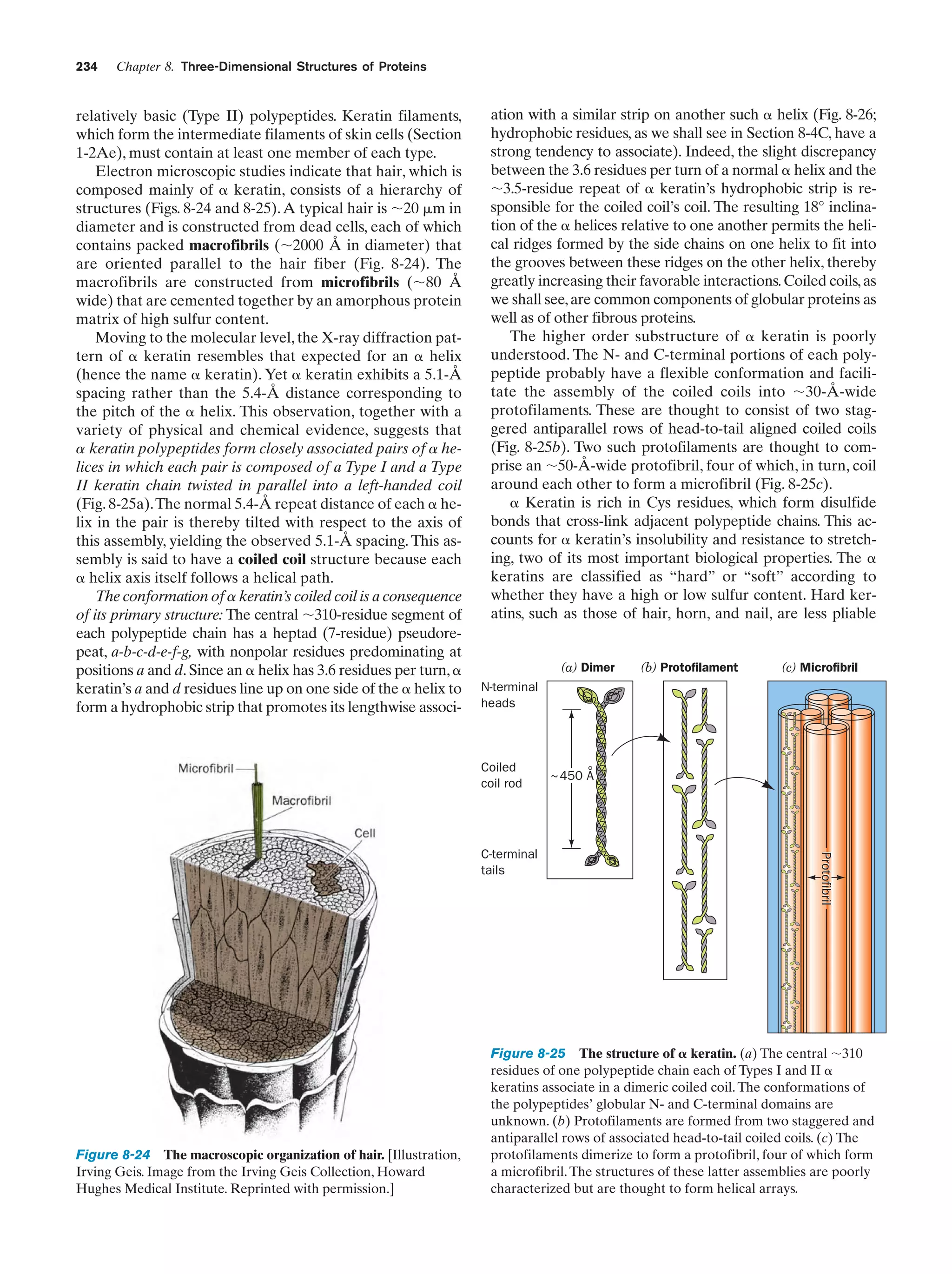 234

Chapter 8. Three-Dimensional Structures of Proteins

relatively basic (Type II) polypeptides. Keratin filaments,
which form the intermediate filaments of skin cells (Section
1-2Ae), must contain at least one member of each type.
Electron microscopic studies indicate that hair, which is
composed mainly of ␣ keratin, consists of a hierarchy of
structures (Figs. 8-24 and 8-25). A typical hair is ϳ20 ␮m in
diameter and is constructed from dead cells, each of which
contains packed macrofibrils (ϳ2000 Å in diameter) that
are oriented parallel to the hair fiber (Fig. 8-24). The
macrofibrils are constructed from microfibrils (ϳ80 Å
wide) that are cemented together by an amorphous protein
matrix of high sulfur content.
Moving to the molecular level, the X-ray diffraction pattern of ␣ keratin resembles that expected for an ␣ helix
(hence the name ␣ keratin). Yet ␣ keratin exhibits a 5.1-Å
spacing rather than the 5.4-Å distance corresponding to
the pitch of the ␣ helix. This observation, together with a
variety of physical and chemical evidence, suggests that
␣ keratin polypeptides form closely associated pairs of ␣ helices in which each pair is composed of a Type I and a Type
II keratin chain twisted in parallel into a left-handed coil
(Fig. 8-25a).The normal 5.4-Å repeat distance of each ␣ helix in the pair is thereby tilted with respect to the axis of
this assembly, yielding the observed 5.1-Å spacing. This assembly is said to have a coiled coil structure because each
␣ helix axis itself follows a helical path.
The conformation of ␣ keratin’s coiled coil is a consequence
of its primary structure: The central ϳ310-residue segment of
each polypeptide chain has a heptad (7-residue) pseudorepeat, a-b-c-d-e-f-g, with nonpolar residues predominating at
positions a and d. Since an ␣ helix has 3.6 residues per turn, ␣
keratin’s a and d residues line up on one side of the ␣ helix to
form a hydrophobic strip that promotes its lengthwise associ-

ation with a similar strip on another such ␣ helix (Fig. 8-26;
hydrophobic residues, as we shall see in Section 8-4C, have a
strong tendency to associate). Indeed, the slight discrepancy
between the 3.6 residues per turn of a normal ␣ helix and the
ϳ3.5-residue repeat of ␣ keratin’s hydrophobic strip is responsible for the coiled coil’s coil. The resulting 18° inclination of the ␣ helices relative to one another permits the helical ridges formed by the side chains on one helix to fit into
the grooves between these ridges on the other helix, thereby
greatly increasing their favorable interactions. Coiled coils, as
we shall see, are common components of globular proteins as
well as of other fibrous proteins.
The higher order substructure of ␣ keratin is poorly
understood. The N- and C-terminal portions of each polypeptide probably have a flexible conformation and facilitate the assembly of the coiled coils into ϳ30-Å-wide
protofilaments. These are thought to consist of two staggered antiparallel rows of head-to-tail aligned coiled coils
(Fig. 8-25b). Two such protofilaments are thought to comprise an ϳ50-Å-wide protofibril, four of which, in turn, coil
around each other to form a microfibril (Fig. 8-25c).
␣ Keratin is rich in Cys residues, which form disulfide
bonds that cross-link adjacent polypeptide chains. This accounts for ␣ keratin’s insolubility and resistance to stretching, two of its most important biological properties. The ␣
keratins are classified as “hard” or “soft” according to
whether they have a high or low sulfur content. Hard keratins, such as those of hair, horn, and nail, are less pliable
(a) Dimer

Coiled
coil rod

(c) Microfibril

~450 A

Protofibril

C-terminal
tails

Figure 8-24 The macroscopic organization of hair. [Illustration,
Irving Geis. Image from the Irving Geis Collection, Howard
Hughes Medical Institute. Reprinted with permission.]

(b) Protofilament

N-terminal
heads

Figure 8-25 The structure of ␣ keratin. (a) The central ϳ310
residues of one polypeptide chain each of Types I and II ␣
keratins associate in a dimeric coiled coil. The conformations of
the polypeptides’ globular N- and C-terminal domains are
unknown. (b) Protofilaments are formed from two staggered and
antiparallel rows of associated head-to-tail coiled coils. (c) The
protofilaments dimerize to form a protofibril, four of which form
a microfibril. The structures of these latter assemblies are poorly
characterized but are thought to form helical arrays.

 