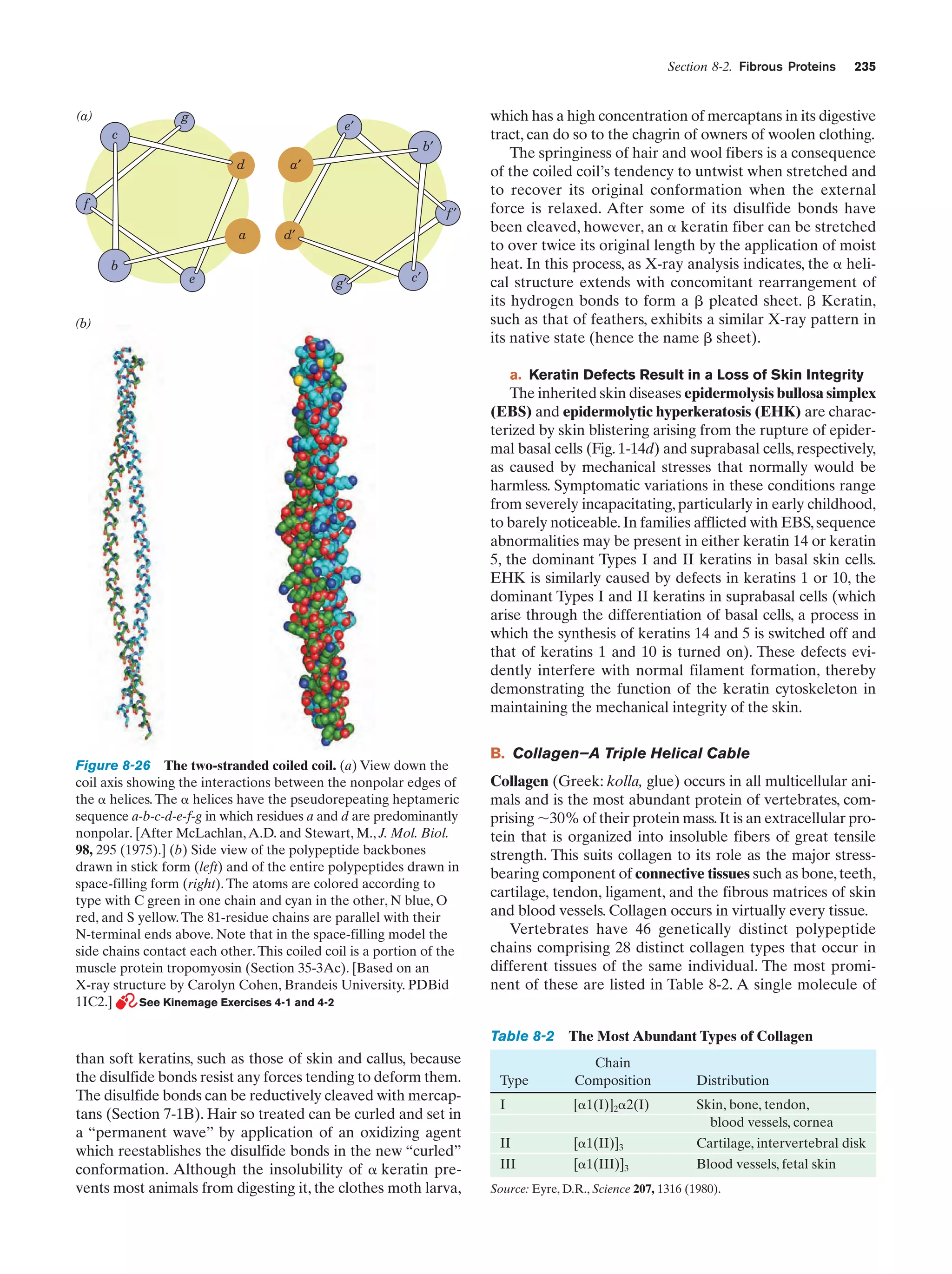 Section 8-2. Fibrous Proteins

(a)

g

e′

c

b′
d

a′

f

f′
a

d′

b
e

g′

c′

(b)

235

which has a high concentration of mercaptans in its digestive
tract, can do so to the chagrin of owners of woolen clothing.
The springiness of hair and wool fibers is a consequence
of the coiled coil’s tendency to untwist when stretched and
to recover its original conformation when the external
force is relaxed. After some of its disulfide bonds have
been cleaved, however, an ␣ keratin fiber can be stretched
to over twice its original length by the application of moist
heat. In this process, as X-ray analysis indicates, the ␣ helical structure extends with concomitant rearrangement of
its hydrogen bonds to form a ␤ pleated sheet. ␤ Keratin,
such as that of feathers, exhibits a similar X-ray pattern in
its native state (hence the name ␤ sheet).
a. Keratin Defects Result in a Loss of Skin Integrity

The inherited skin diseases epidermolysis bullosa simplex
(EBS) and epidermolytic hyperkeratosis (EHK) are characterized by skin blistering arising from the rupture of epidermal basal cells (Fig. 1-14d) and suprabasal cells, respectively,
as caused by mechanical stresses that normally would be
harmless. Symptomatic variations in these conditions range
from severely incapacitating, particularly in early childhood,
to barely noticeable. In families afflicted with EBS, sequence
abnormalities may be present in either keratin 14 or keratin
5, the dominant Types I and II keratins in basal skin cells.
EHK is similarly caused by defects in keratins 1 or 10, the
dominant Types I and II keratins in suprabasal cells (which
arise through the differentiation of basal cells, a process in
which the synthesis of keratins 14 and 5 is switched off and
that of keratins 1 and 10 is turned on). These defects evidently interfere with normal filament formation, thereby
demonstrating the function of the keratin cytoskeleton in
maintaining the mechanical integrity of the skin.

Figure 8-26 The two-stranded coiled coil. (a) View down the
coil axis showing the interactions between the nonpolar edges of
the ␣ helices. The ␣ helices have the pseudorepeating heptameric
sequence a-b-c-d-e-f-g in which residues a and d are predominantly
nonpolar. [After McLachlan, A.D. and Stewart, M., J. Mol. Biol.
98, 295 (1975).] (b) Side view of the polypeptide backbones
drawn in stick form (left) and of the entire polypeptides drawn in
space-filling form (right). The atoms are colored according to
type with C green in one chain and cyan in the other, N blue, O
red, and S yellow. The 81-residue chains are parallel with their
N-terminal ends above. Note that in the space-filling model the
side chains contact each other. This coiled coil is a portion of the
muscle protein tropomyosin (Section 35-3Ac). [Based on an
X-ray structure by Carolyn Cohen, Brandeis University. PDBid
1IC2.]
See Kinemage Exercises 4-1 and 4-2

B. Collagen—A Triple Helical Cable
Collagen (Greek: kolla, glue) occurs in all multicellular animals and is the most abundant protein of vertebrates, comprising ϳ30% of their protein mass. It is an extracellular protein that is organized into insoluble fibers of great tensile
strength. This suits collagen to its role as the major stressbearing component of connective tissues such as bone, teeth,
cartilage, tendon, ligament, and the fibrous matrices of skin
and blood vessels. Collagen occurs in virtually every tissue.
Vertebrates have 46 genetically distinct polypeptide
chains comprising 28 distinct collagen types that occur in
different tissues of the same individual. The most prominent of these are listed in Table 8-2. A single molecule of
Table 8-2

than soft keratins, such as those of skin and callus, because
the disulfide bonds resist any forces tending to deform them.
The disulfide bonds can be reductively cleaved with mercaptans (Section 7-1B). Hair so treated can be curled and set in
a “permanent wave” by application of an oxidizing agent
which reestablishes the disulfide bonds in the new “curled”
conformation. Although the insolubility of ␣ keratin prevents most animals from digesting it, the clothes moth larva,

The Most Abundant Types of Collagen

Type

Chain
Composition

I

[␣1(I)]2␣2(I)

Skin, bone, tendon,
blood vessels, cornea

II

[␣1(II)]3

Cartilage, intervertebral disk

III

[␣1(III)]3

Blood vessels, fetal skin

Distribution

Source: Eyre, D.R., Science 207, 1316 (1980).

 