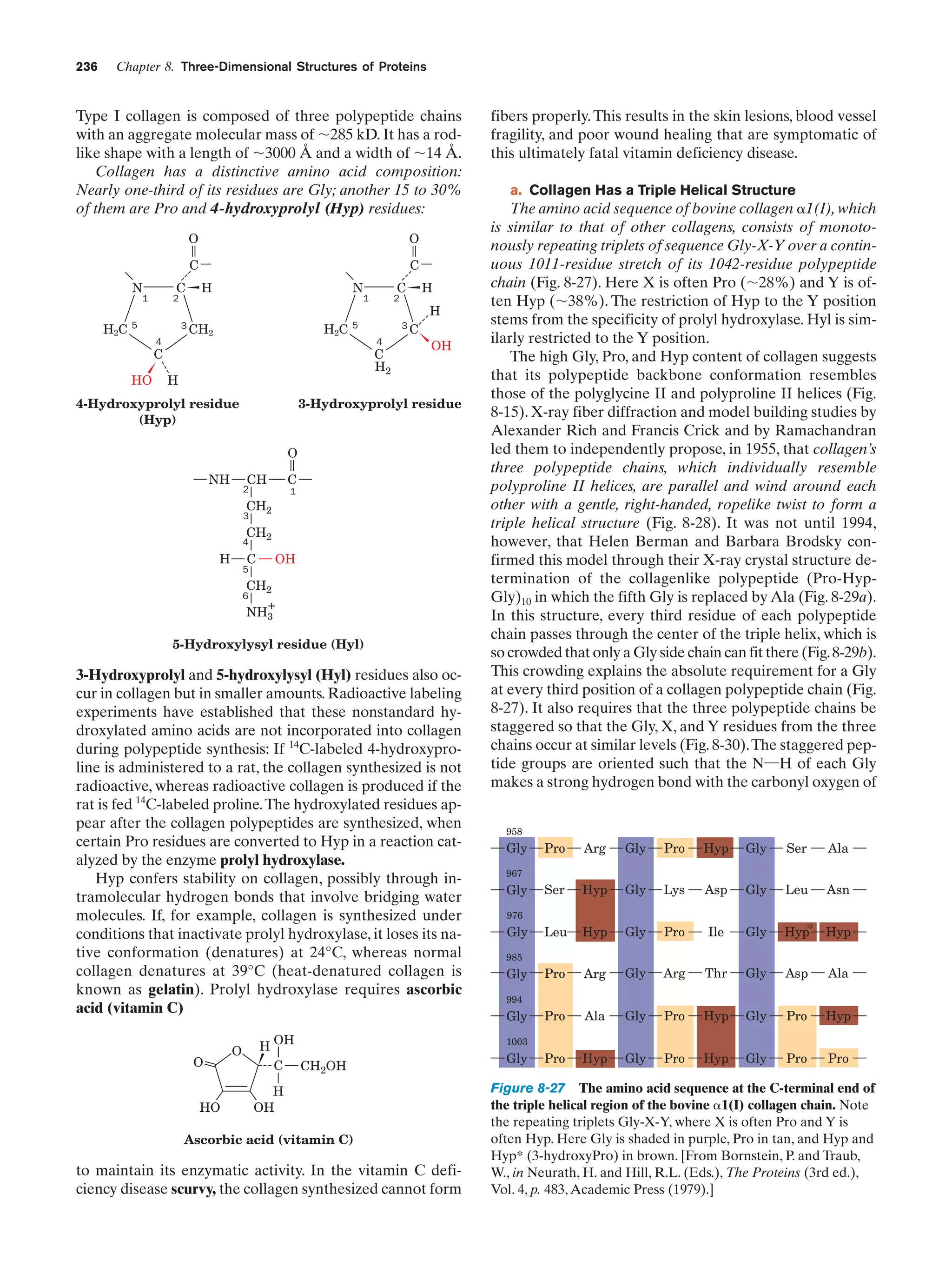 236

Chapter 8. Three-Dimensional Structures of Proteins

Type I collagen is composed of three polypeptide chains
with an aggregate molecular mass of ϳ285 kD. It has a rodlike shape with a length of ϳ3000 Å and a width of ϳ14 Å.
Collagen has a distinctive amino acid composition:
Nearly one-third of its residues are Gly; another 15 to 30%
of them are Pro and 4-hydroxyprolyl (Hyp) residues:
O
C
N

C

C

H

3

1

H2C

O

CH2

2

5
4

N

H2C

4-Hydroxyprolyl residue
(Hyp)

H
3

4

C
H2

H

H

2

5

C

HO

C

1

C

OH

3-Hydroxyprolyl residue

O
NH

CH

C

2

1

CH2

3

CH2

4

H

C

OH

5

CH2

6

+
NH3

5-Hydroxylysyl residue (Hyl)

3-Hydroxyprolyl and 5-hydroxylysyl (Hyl) residues also occur in collagen but in smaller amounts. Radioactive labeling
experiments have established that these nonstandard hydroxylated amino acids are not incorporated into collagen
during polypeptide synthesis: If 14C-labeled 4-hydroxyproline is administered to a rat, the collagen synthesized is not
radioactive, whereas radioactive collagen is produced if the
rat is fed 14C-labeled proline. The hydroxylated residues appear after the collagen polypeptides are synthesized, when
certain Pro residues are converted to Hyp in a reaction catalyzed by the enzyme prolyl hydroxylase.
Hyp confers stability on collagen, possibly through intramolecular hydrogen bonds that involve bridging water
molecules. If, for example, collagen is synthesized under
conditions that inactivate prolyl hydroxylase, it loses its native conformation (denatures) at 24°C, whereas normal
collagen denatures at 39°C (heat-denatured collagen is
known as gelatin). Prolyl hydroxylase requires ascorbic
acid (vitamin C)
O
HO

O

H OH
C CH2OH
H
OH

Ascorbic acid (vitamin C)

to maintain its enzymatic activity. In the vitamin C deficiency disease scurvy, the collagen synthesized cannot form

fibers properly. This results in the skin lesions, blood vessel
fragility, and poor wound healing that are symptomatic of
this ultimately fatal vitamin deficiency disease.
a. Collagen Has a Triple Helical Structure

The amino acid sequence of bovine collagen ␣1(I), which
is similar to that of other collagens, consists of monotonously repeating triplets of sequence Gly-X-Y over a continuous 1011-residue stretch of its 1042-residue polypeptide
chain (Fig. 8-27). Here X is often Pro (ϳ28%) and Y is often Hyp (ϳ38%). The restriction of Hyp to the Y position
stems from the specificity of prolyl hydroxylase. Hyl is similarly restricted to the Y position.
The high Gly, Pro, and Hyp content of collagen suggests
that its polypeptide backbone conformation resembles
those of the polyglycine II and polyproline II helices (Fig.
8-15). X-ray fiber diffraction and model building studies by
Alexander Rich and Francis Crick and by Ramachandran
led them to independently propose, in 1955, that collagen’s
three polypeptide chains, which individually resemble
polyproline II helices, are parallel and wind around each
other with a gentle, right-handed, ropelike twist to form a
triple helical structure (Fig. 8-28). It was not until 1994,
however, that Helen Berman and Barbara Brodsky confirmed this model through their X-ray crystal structure determination of the collagenlike polypeptide (Pro-HypGly)10 in which the fifth Gly is replaced by Ala (Fig. 8-29a).
In this structure, every third residue of each polypeptide
chain passes through the center of the triple helix, which is
so crowded that only a Gly side chain can fit there (Fig. 8-29b).
This crowding explains the absolute requirement for a Gly
at every third position of a collagen polypeptide chain (Fig.
8-27). It also requires that the three polypeptide chains be
staggered so that the Gly, X, and Y residues from the three
chains occur at similar levels (Fig. 8-30).The staggered peptide groups are oriented such that the N¬H of each Gly
makes a strong hydrogen bond with the carbonyl oxygen of
958

Gly

Pro

Arg

Gly

Pro

Hyp

Gly

Ser

Ala

Ser

Hyp

Gly

Lys

Asp

Gly

Leu

Asn

Leu

Hyp

Gly

Pro

Ile

Gly

Hyp* Hyp

Pro

Arg

Gly

Arg

Thr

Gly

Asp

Ala

Pro

Ala

Gly

Pro

Hyp

Gly

Pro

Hyp

Pro

Hyp

Gly

Pro

Hyp

Gly

Pro

Pro

967

Gly
976

Gly
985

Gly
994

Gly
1003

Gly

Figure 8-27 The amino acid sequence at the C-terminal end of
the triple helical region of the bovine ␣1(I) collagen chain. Note
the repeating triplets Gly-X-Y, where X is often Pro and Y is
often Hyp. Here Gly is shaded in purple, Pro in tan, and Hyp and
Hyp* (3-hydroxyPro) in brown. [From Bornstein, P. and Traub,
W., in Neurath, H. and Hill, R.L. (Eds.), The Proteins (3rd ed.),
Vol. 4, p. 483, Academic Press (1979).]

 