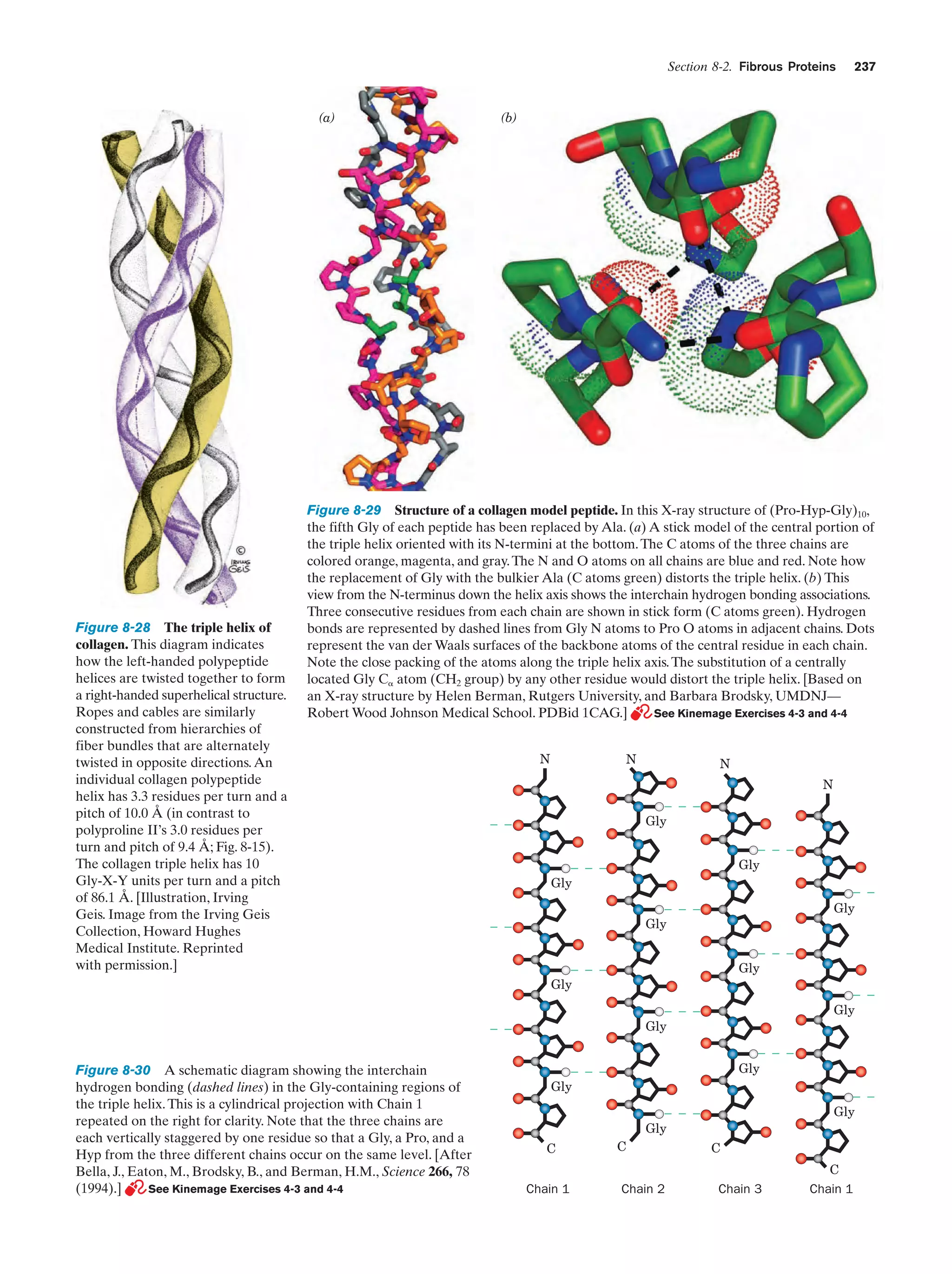 Section 8-2. Fibrous Proteins

(a)

Figure 8-28 The triple helix of
collagen. This diagram indicates
how the left-handed polypeptide
helices are twisted together to form
a right-handed superhelical structure.
Ropes and cables are similarly
constructed from hierarchies of
fiber bundles that are alternately
twisted in opposite directions. An
individual collagen polypeptide
helix has 3.3 residues per turn and a
pitch of 10.0 Å (in contrast to
polyproline II’s 3.0 residues per
turn and pitch of 9.4 Å; Fig. 8-15).
The collagen triple helix has 10
Gly-X-Y units per turn and a pitch
of 86.1 Å. [Illustration, Irving
Geis. Image from the Irving Geis
Collection, Howard Hughes
Medical Institute. Reprinted
with permission.]

237

(b)

Figure 8-29 Structure of a collagen model peptide. In this X-ray structure of (Pro-Hyp-Gly)10,
the fifth Gly of each peptide has been replaced by Ala. (a) A stick model of the central portion of
the triple helix oriented with its N-termini at the bottom. The C atoms of the three chains are
colored orange, magenta, and gray. The N and O atoms on all chains are blue and red. Note how
the replacement of Gly with the bulkier Ala (C atoms green) distorts the triple helix. (b) This
view from the N-terminus down the helix axis shows the interchain hydrogen bonding associations.
Three consecutive residues from each chain are shown in stick form (C atoms green). Hydrogen
bonds are represented by dashed lines from Gly N atoms to Pro O atoms in adjacent chains. Dots
represent the van der Waals surfaces of the backbone atoms of the central residue in each chain.
Note the close packing of the atoms along the triple helix axis. The substitution of a centrally
located Gly C␣ atom (CH2 group) by any other residue would distort the triple helix. [Based on
an X-ray structure by Helen Berman, Rutgers University, and Barbara Brodsky, UMDNJ—
Robert Wood Johnson Medical School. PDBid 1CAG.]
See Kinemage Exercises 4-3 and 4-4
N

N

N
N
Gly
Gly

Gly
Gly

Gly
Gly

Gly

Gly

Gly

Figure 8-30 A schematic diagram showing the interchain
hydrogen bonding (dashed lines) in the Gly-containing regions of
the triple helix. This is a cylindrical projection with Chain 1
repeated on the right for clarity. Note that the three chains are
each vertically staggered by one residue so that a Gly, a Pro, and a
Hyp from the three different chains occur on the same level. [After
Bella, J., Eaton, M., Brodsky, B., and Berman, H.M., Science 266, 78
(1994).]
See Kinemage Exercises 4-3 and 4-4

Gly
Gly
Gly

Gly
C
Chain 1

C
Chain 2

C
Chain 3

C
Chain 1

 