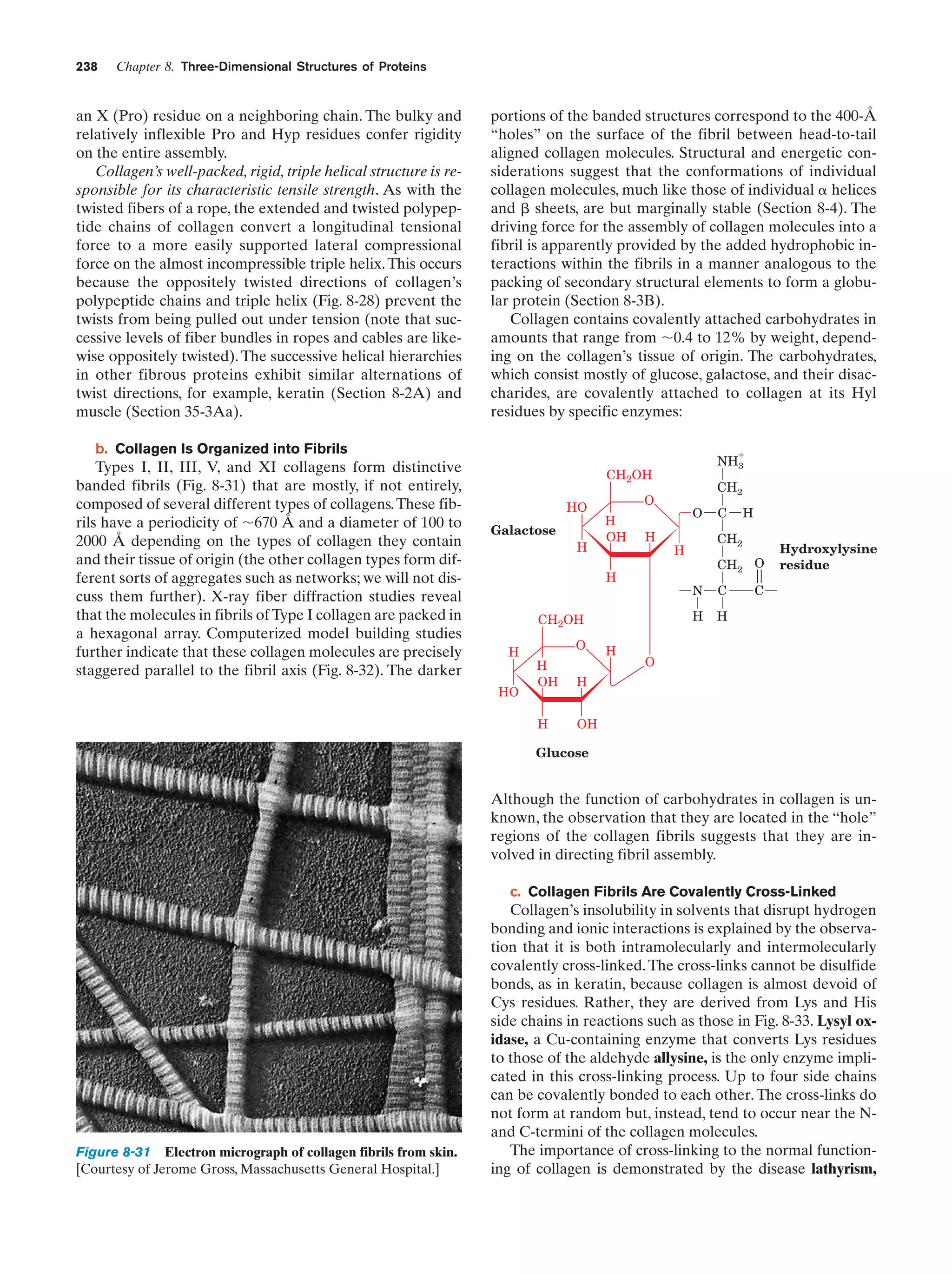 238

Chapter 8. Three-Dimensional Structures of Proteins

an X (Pro) residue on a neighboring chain. The bulky and
relatively inflexible Pro and Hyp residues confer rigidity
on the entire assembly.
Collagen’s well-packed, rigid, triple helical structure is responsible for its characteristic tensile strength. As with the
twisted fibers of a rope, the extended and twisted polypeptide chains of collagen convert a longitudinal tensional
force to a more easily supported lateral compressional
force on the almost incompressible triple helix. This occurs
because the oppositely twisted directions of collagen’s
polypeptide chains and triple helix (Fig. 8-28) prevent the
twists from being pulled out under tension (note that successive levels of fiber bundles in ropes and cables are likewise oppositely twisted). The successive helical hierarchies
in other fibrous proteins exhibit similar alternations of
twist directions, for example, keratin (Section 8-2A) and
muscle (Section 35-3Aa).

portions of the banded structures correspond to the 400-Å
“holes” on the surface of the fibril between head-to-tail
aligned collagen molecules. Structural and energetic considerations suggest that the conformations of individual
collagen molecules, much like those of individual ␣ helices
and ␤ sheets, are but marginally stable (Section 8-4). The
driving force for the assembly of collagen molecules into a
fibril is apparently provided by the added hydrophobic interactions within the fibrils in a manner analogous to the
packing of secondary structural elements to form a globular protein (Section 8-3B).
Collagen contains covalently attached carbohydrates in
amounts that range from ϳ0.4 to 12% by weight, depending on the collagen’s tissue of origin. The carbohydrates,
which consist mostly of glucose, galactose, and their disaccharides, are covalently attached to collagen at its Hyl
residues by specific enzymes:

b. Collagen Is Organized into Fibrils

Types I, II, III, V, and XI collagens form distinctive
banded fibrils (Fig. 8-31) that are mostly, if not entirely,
composed of several different types of collagens. These fibrils have a periodicity of ϳ670 Å and a diameter of 100 to
2000 Å depending on the types of collagen they contain
and their tissue of origin (the other collagen types form different sorts of aggregates such as networks; we will not discuss them further). X-ray fiber diffraction studies reveal
that the molecules in fibrils of Type I collagen are packed in
a hexagonal array. Computerized model building studies
further indicate that these collagen molecules are precisely
staggered parallel to the fibril axis (Fig. 8-32). The darker

ϩ

NH3

CH2OH
HO

Galactose
H

H
OH

H

H

O

C
CH2

H

CH2 O
C

H
H

H
Hydroxylysine
residue

C

H

O

H

H

HO

H
OH

O

N

CH2OH
H

CH2

O

OH

Glucose

Although the function of carbohydrates in collagen is unknown, the observation that they are located in the “hole”
regions of the collagen fibrils suggests that they are involved in directing fibril assembly.
c. Collagen Fibrils Are Covalently Cross-Linked

Figure 8-31 Electron micrograph of collagen fibrils from skin.
[Courtesy of Jerome Gross, Massachusetts General Hospital.]

Collagen’s insolubility in solvents that disrupt hydrogen
bonding and ionic interactions is explained by the observation that it is both intramolecularly and intermolecularly
covalently cross-linked. The cross-links cannot be disulfide
bonds, as in keratin, because collagen is almost devoid of
Cys residues. Rather, they are derived from Lys and His
side chains in reactions such as those in Fig. 8-33. Lysyl oxidase, a Cu-containing enzyme that converts Lys residues
to those of the aldehyde allysine, is the only enzyme implicated in this cross-linking process. Up to four side chains
can be covalently bonded to each other. The cross-links do
not form at random but, instead, tend to occur near the Nand C-termini of the collagen molecules.
The importance of cross-linking to the normal functioning of collagen is demonstrated by the disease lathyrism,

 