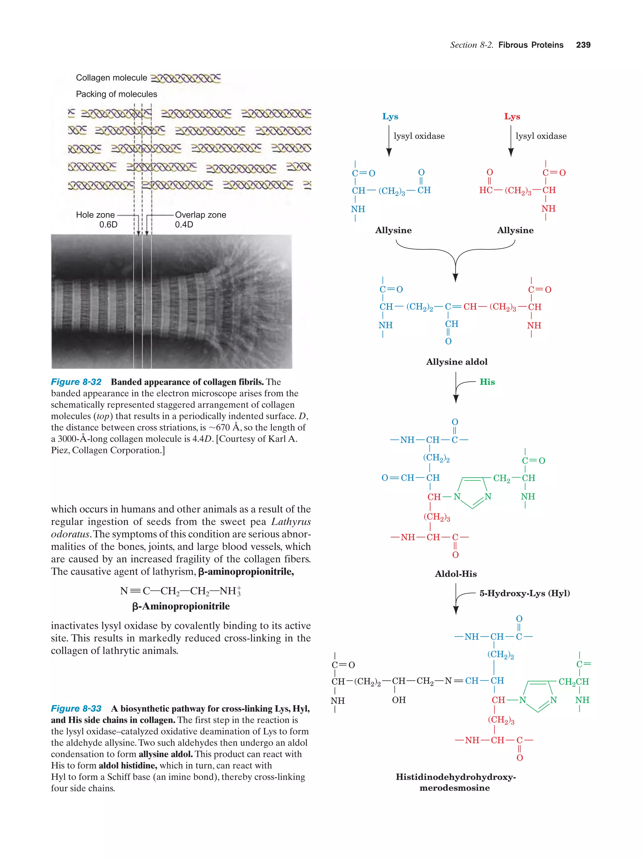 Section 8-2. Fibrous Proteins

239

Collagen molecule
Packing of molecules
Lys

Lys

lysyl oxidase

C

CH

Hole zone
0.6D

lysyl oxidase

O

O

O

CH

(CH2)3

C

HC

CH

(CH2)3

NH

NH

Overlap zone
0.4D

O

Allysine

C

Allysine

O

C

(CH2)2

CH

(CH2)3

CH

C

CH

CH

NH

O

NH

O
Allysine aldol

Figure 8-32 Banded appearance of collagen fibrils. The
banded appearance in the electron microscope arises from the
schematically represented staggered arrangement of collagen
molecules (top) that results in a periodically indented surface. D,
the distance between cross striations, is ϳ670 Å, so the length of
a 3000-Å-long collagen molecule is 4.4D. [Courtesy of Karl A.
Piez, Collagen Corporation.]

His

O
NH

CH

C

(CH2)2
O

CH

CH
N

NH

N

(CH2)3
NH

CH

C
O

Aldol-His

N ‚ C¬CH2¬CH2¬NHϩ
3
␤-Aminopropionitrile

5-Hydroxy-Lys (Hyl)

O

inactivates lysyl oxidase by covalently binding to its active
site. This results in markedly reduced cross-linking in the
collagen of lathrytic animals.

NH
C

CH

Figure 8-33 A biosynthetic pathway for cross-linking Lys, Hyl,
and His side chains in collagen. The first step in the reaction is
the lysyl oxidase–catalyzed oxidative deamination of Lys to form
the aldehyde allysine. Two such aldehydes then undergo an aldol
condensation to form allysine aldol. This product can react with
His to form aldol histidine, which in turn, can react with
Hyl to form a Schiff base (an imine bond), thereby cross-linking
four side chains.

O

CH

CH2

CH

which occurs in humans and other animals as a result of the
regular ingestion of seeds from the sweet pea Lathyrus
odoratus.The symptoms of this condition are serious abnormalities of the bones, joints, and large blood vessels, which
are caused by an increased fragility of the collagen fibers.
The causative agent of lathyrism, ␤-aminopropionitrile,

C

NH

C

(CH2)2

O
(CH2)2

CH

CH

CH2

N

CH

OH

C

CH
CH

CH2CH
N

(CH2)3
NH

CH

C
O

Histidinodehydrohydroxymerodesmosine

N

NH

 