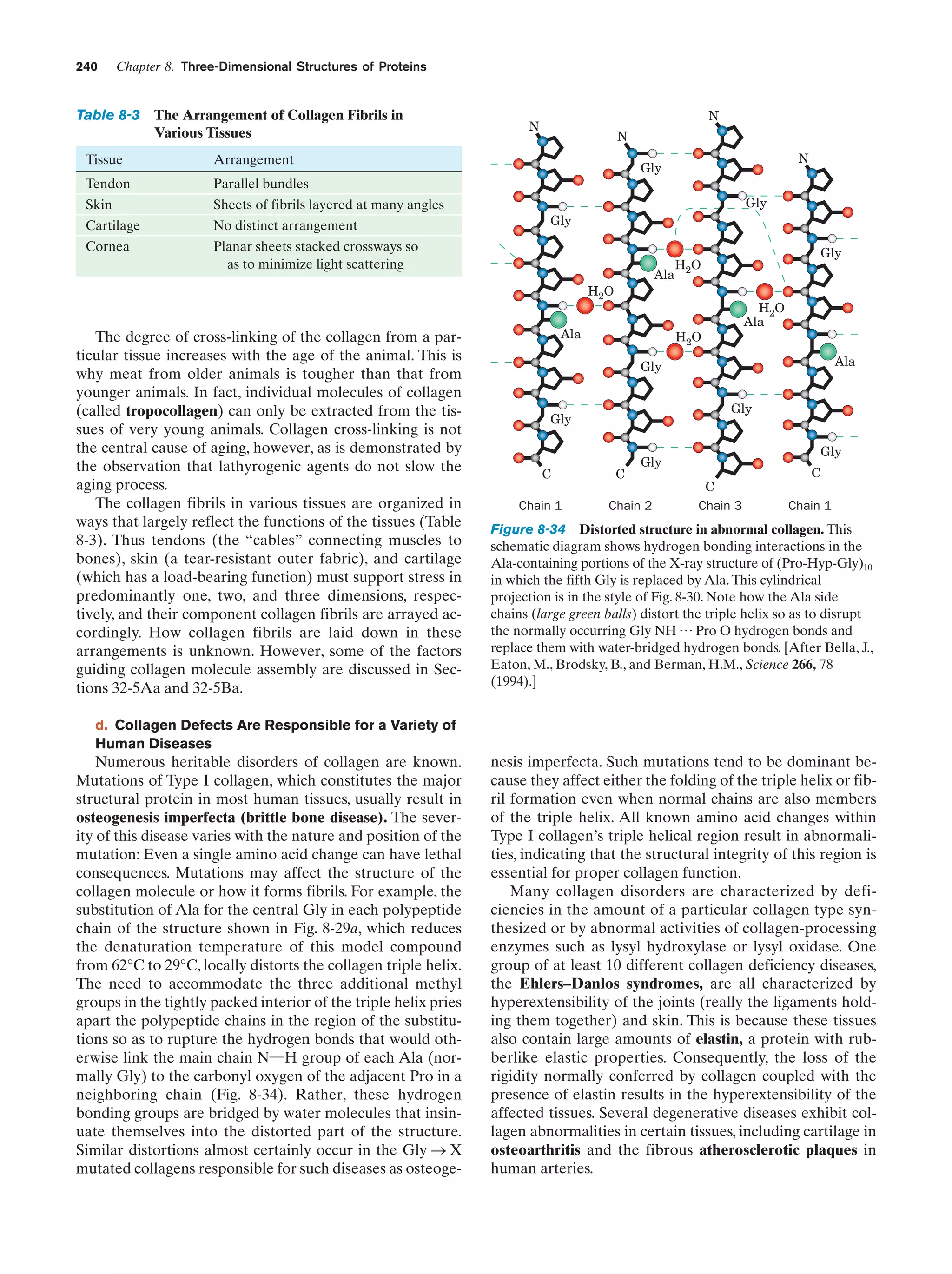 240

Chapter 8. Three-Dimensional Structures of Proteins

Table 8-3 The Arrangement of Collagen Fibrils in
Various Tissues
Tissue

Sheets of fibrils layered at many angles

Cartilage

No distinct arrangement

Cornea

Planar sheets stacked crossways so
as to minimize light scattering

N

Parallel bundles

Skin

N

Arrangement

Tendon

N

N

Gly
Gly
Gly

Ala

H2O

The degree of cross-linking of the collagen from a particular tissue increases with the age of the animal. This is
why meat from older animals is tougher than that from
younger animals. In fact, individual molecules of collagen
(called tropocollagen) can only be extracted from the tissues of very young animals. Collagen cross-linking is not
the central cause of aging, however, as is demonstrated by
the observation that lathyrogenic agents do not slow the
aging process.
The collagen fibrils in various tissues are organized in
ways that largely reflect the functions of the tissues (Table
8-3). Thus tendons (the “cables” connecting muscles to
bones), skin (a tear-resistant outer fabric), and cartilage
(which has a load-bearing function) must support stress in
predominantly one, two, and three dimensions, respectively, and their component collagen fibrils are arrayed accordingly. How collagen fibrils are laid down in these
arrangements is unknown. However, some of the factors
guiding collagen molecule assembly are discussed in Sections 32-5Aa and 32-5Ba.

Ala

Gly

H2O
H2O
Ala

H2O

Ala

Gly
Gly

Gly

C
Chain 1

C

Gly

Gly

Chain 2

C
Chain 3

C
Chain 1

Figure 8-34 Distorted structure in abnormal collagen. This
schematic diagram shows hydrogen bonding interactions in the
Ala-containing portions of the X-ray structure of (Pro-Hyp-Gly)10
in which the fifth Gly is replaced by Ala. This cylindrical
projection is in the style of Fig. 8-30. Note how the Ala side
chains (large green balls) distort the triple helix so as to disrupt
the normally occurring Gly NH p Pro O hydrogen bonds and
replace them with water-bridged hydrogen bonds. [After Bella, J.,
Eaton, M., Brodsky, B., and Berman, H.M., Science 266, 78
(1994).]

d. Collagen Defects Are Responsible for a Variety of
Human Diseases

Numerous heritable disorders of collagen are known.
Mutations of Type I collagen, which constitutes the major
structural protein in most human tissues, usually result in
osteogenesis imperfecta (brittle bone disease). The severity of this disease varies with the nature and position of the
mutation: Even a single amino acid change can have lethal
consequences. Mutations may affect the structure of the
collagen molecule or how it forms fibrils. For example, the
substitution of Ala for the central Gly in each polypeptide
chain of the structure shown in Fig. 8-29a, which reduces
the denaturation temperature of this model compound
from 62°C to 29°C, locally distorts the collagen triple helix.
The need to accommodate the three additional methyl
groups in the tightly packed interior of the triple helix pries
apart the polypeptide chains in the region of the substitutions so as to rupture the hydrogen bonds that would otherwise link the main chain N¬H group of each Ala (normally Gly) to the carbonyl oxygen of the adjacent Pro in a
neighboring chain (Fig. 8-34). Rather, these hydrogen
bonding groups are bridged by water molecules that insinuate themselves into the distorted part of the structure.
Similar distortions almost certainly occur in the Gly S X
mutated collagens responsible for such diseases as osteoge-

nesis imperfecta. Such mutations tend to be dominant because they affect either the folding of the triple helix or fibril formation even when normal chains are also members
of the triple helix. All known amino acid changes within
Type I collagen’s triple helical region result in abnormalities, indicating that the structural integrity of this region is
essential for proper collagen function.
Many collagen disorders are characterized by deficiencies in the amount of a particular collagen type synthesized or by abnormal activities of collagen-processing
enzymes such as lysyl hydroxylase or lysyl oxidase. One
group of at least 10 different collagen deficiency diseases,
the Ehlers–Danlos syndromes, are all characterized by
hyperextensibility of the joints (really the ligaments holding them together) and skin. This is because these tissues
also contain large amounts of elastin, a protein with rubberlike elastic properties. Consequently, the loss of the
rigidity normally conferred by collagen coupled with the
presence of elastin results in the hyperextensibility of the
affected tissues. Several degenerative diseases exhibit collagen abnormalities in certain tissues, including cartilage in
osteoarthritis and the fibrous atherosclerotic plaques in
human arteries.

 