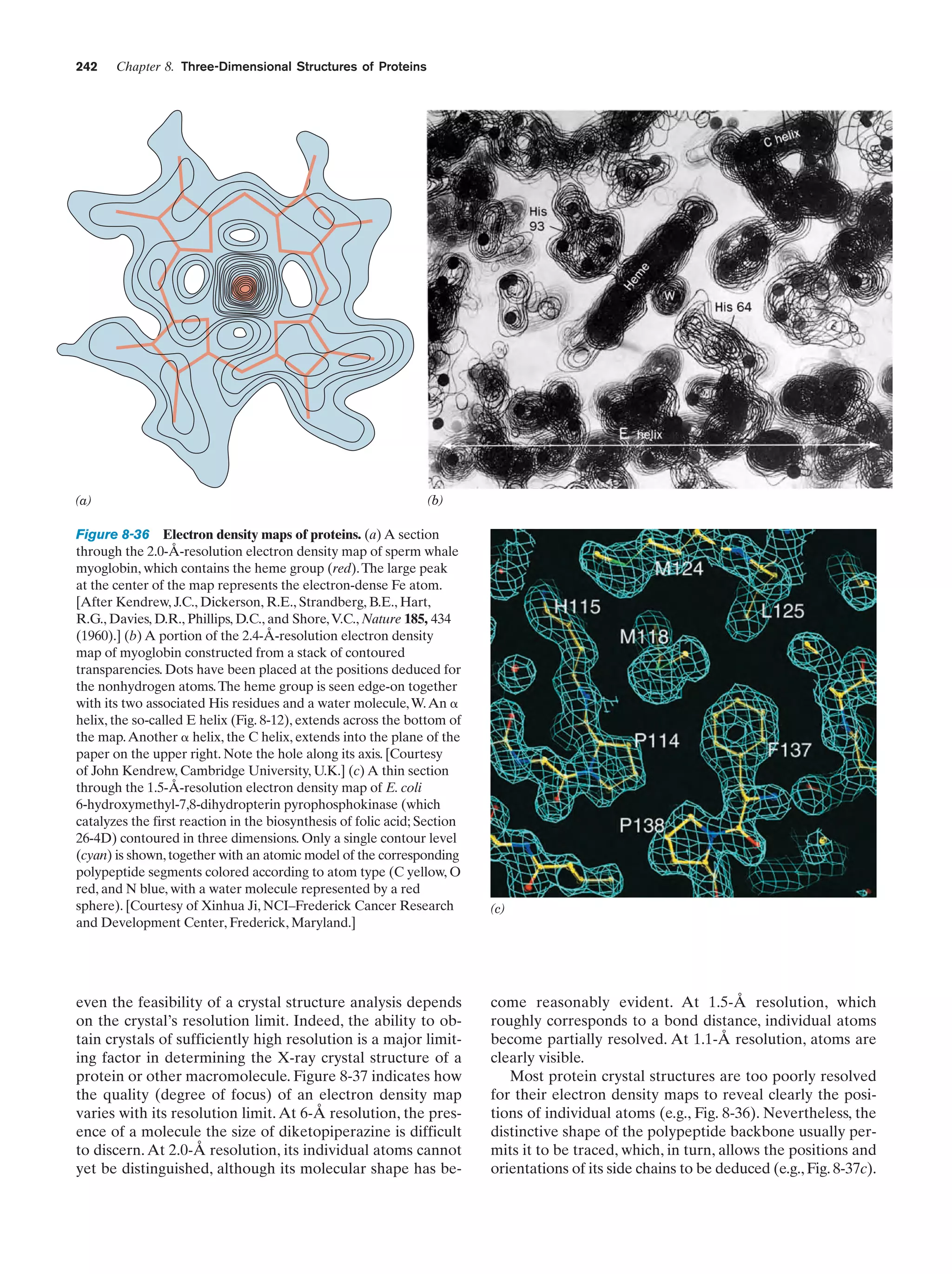 242

(a)

Chapter 8. Three-Dimensional Structures of Proteins

(b)

Figure 8-36 Electron density maps of proteins. (a) A section
through the 2.0-Å-resolution electron density map of sperm whale
myoglobin, which contains the heme group (red). The large peak
at the center of the map represents the electron-dense Fe atom.
[After Kendrew, J.C., Dickerson, R.E., Strandberg, B.E., Hart,
R.G., Davies, D.R., Phillips, D.C., and Shore, V.C., Nature 185, 434
(1960).] (b) A portion of the 2.4-Å-resolution electron density
map of myoglobin constructed from a stack of contoured
transparencies. Dots have been placed at the positions deduced for
the nonhydrogen atoms. The heme group is seen edge-on together
with its two associated His residues and a water molecule, W. An ␣
helix, the so-called E helix (Fig. 8-12), extends across the bottom of
the map. Another ␣ helix, the C helix, extends into the plane of the
paper on the upper right. Note the hole along its axis. [Courtesy
of John Kendrew, Cambridge University, U.K.] (c) A thin section
through the 1.5-Å-resolution electron density map of E. coli
6-hydroxymethyl-7,8-dihydropterin pyrophosphokinase (which
catalyzes the first reaction in the biosynthesis of folic acid; Section
26-4D) contoured in three dimensions. Only a single contour level
(cyan) is shown, together with an atomic model of the corresponding
polypeptide segments colored according to atom type (C yellow, O
red, and N blue, with a water molecule represented by a red
sphere). [Courtesy of Xinhua Ji, NCI–Frederick Cancer Research
and Development Center, Frederick, Maryland.]

even the feasibility of a crystal structure analysis depends
on the crystal’s resolution limit. Indeed, the ability to obtain crystals of sufficiently high resolution is a major limiting factor in determining the X-ray crystal structure of a
protein or other macromolecule. Figure 8-37 indicates how
the quality (degree of focus) of an electron density map
varies with its resolution limit. At 6-Å resolution, the presence of a molecule the size of diketopiperazine is difficult
to discern. At 2.0-Å resolution, its individual atoms cannot
yet be distinguished, although its molecular shape has be-

(c)

come reasonably evident. At 1.5-Å resolution, which
roughly corresponds to a bond distance, individual atoms
become partially resolved. At 1.1-Å resolution, atoms are
clearly visible.
Most protein crystal structures are too poorly resolved
for their electron density maps to reveal clearly the positions of individual atoms (e.g., Fig. 8-36). Nevertheless, the
distinctive shape of the polypeptide backbone usually permits it to be traced, which, in turn, allows the positions and
orientations of its side chains to be deduced (e.g., Fig. 8-37c).

 