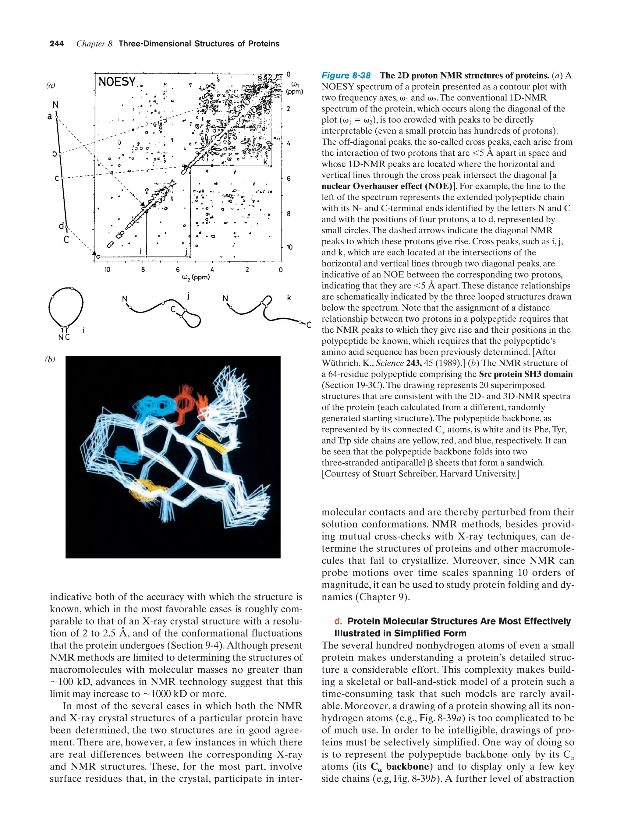 244

Chapter 8. Three-Dimensional Structures of Proteins

(a)

(b)

indicative both of the accuracy with which the structure is
known, which in the most favorable cases is roughly comparable to that of an X-ray crystal structure with a resolution of 2 to 2.5 Å, and of the conformational fluctuations
that the protein undergoes (Section 9-4). Although present
NMR methods are limited to determining the structures of
macromolecules with molecular masses no greater than
ϳ100 kD, advances in NMR technology suggest that this
limit may increase to ϳ1000 kD or more.
In most of the several cases in which both the NMR
and X-ray crystal structures of a particular protein have
been determined, the two structures are in good agreement. There are, however, a few instances in which there
are real differences between the corresponding X-ray
and NMR structures. These, for the most part, involve
surface residues that, in the crystal, participate in inter-

Figure 8-38 The 2D proton NMR structures of proteins. (a) A
NOESY spectrum of a protein presented as a contour plot with
two frequency axes, ␻1 and ␻2. The conventional 1D-NMR
spectrum of the protein, which occurs along the diagonal of the
plot (␻1 ϭ ␻2), is too crowded with peaks to be directly
interpretable (even a small protein has hundreds of protons).
The off-diagonal peaks, the so-called cross peaks, each arise from
the interaction of two protons that are Ͻ5 Å apart in space and
whose 1D-NMR peaks are located where the horizontal and
vertical lines through the cross peak intersect the diagonal [a
nuclear Overhauser effect (NOE)]. For example, the line to the
left of the spectrum represents the extended polypeptide chain
with its N- and C-terminal ends identified by the letters N and C
and with the positions of four protons, a to d, represented by
small circles. The dashed arrows indicate the diagonal NMR
peaks to which these protons give rise. Cross peaks, such as i, j,
and k, which are each located at the intersections of the
horizontal and vertical lines through two diagonal peaks, are
indicative of an NOE between the corresponding two protons,
indicating that they are Ͻ5 Å apart. These distance relationships
are schematically indicated by the three looped structures drawn
below the spectrum. Note that the assignment of a distance
relationship between two protons in a polypeptide requires that
the NMR peaks to which they give rise and their positions in the
polypeptide be known, which requires that the polypeptide’s
amino acid sequence has been previously determined. [After
Wüthrich, K., Science 243, 45 (1989).] (b) The NMR structure of
a 64-residue polypeptide comprising the Src protein SH3 domain
(Section 19-3C). The drawing represents 20 superimposed
structures that are consistent with the 2D- and 3D-NMR spectra
of the protein (each calculated from a different, randomly
generated starting structure). The polypeptide backbone, as
represented by its connected C␣ atoms, is white and its Phe, Tyr,
and Trp side chains are yellow, red, and blue, respectively. It can
be seen that the polypeptide backbone folds into two
three-stranded antiparallel ␤ sheets that form a sandwich.
[Courtesy of Stuart Schreiber, Harvard University.]

molecular contacts and are thereby perturbed from their
solution conformations. NMR methods, besides providing mutual cross-checks with X-ray techniques, can determine the structures of proteins and other macromolecules that fail to crystallize. Moreover, since NMR can
probe motions over time scales spanning 10 orders of
magnitude, it can be used to study protein folding and dynamics (Chapter 9).
d. Protein Molecular Structures Are Most Effectively
Illustrated in Simplified Form

The several hundred nonhydrogen atoms of even a small
protein makes understanding a protein’s detailed structure a considerable effort. This complexity makes building a skeletal or ball-and-stick model of a protein such a
time-consuming task that such models are rarely available. Moreover, a drawing of a protein showing all its nonhydrogen atoms (e.g., Fig. 8-39a) is too complicated to be
of much use. In order to be intelligible, drawings of proteins must be selectively simplified. One way of doing so
is to represent the polypeptide backbone only by its C␣
atoms (its C␣ backbone) and to display only a few key
side chains (e.g, Fig. 8-39b). A further level of abstraction

 