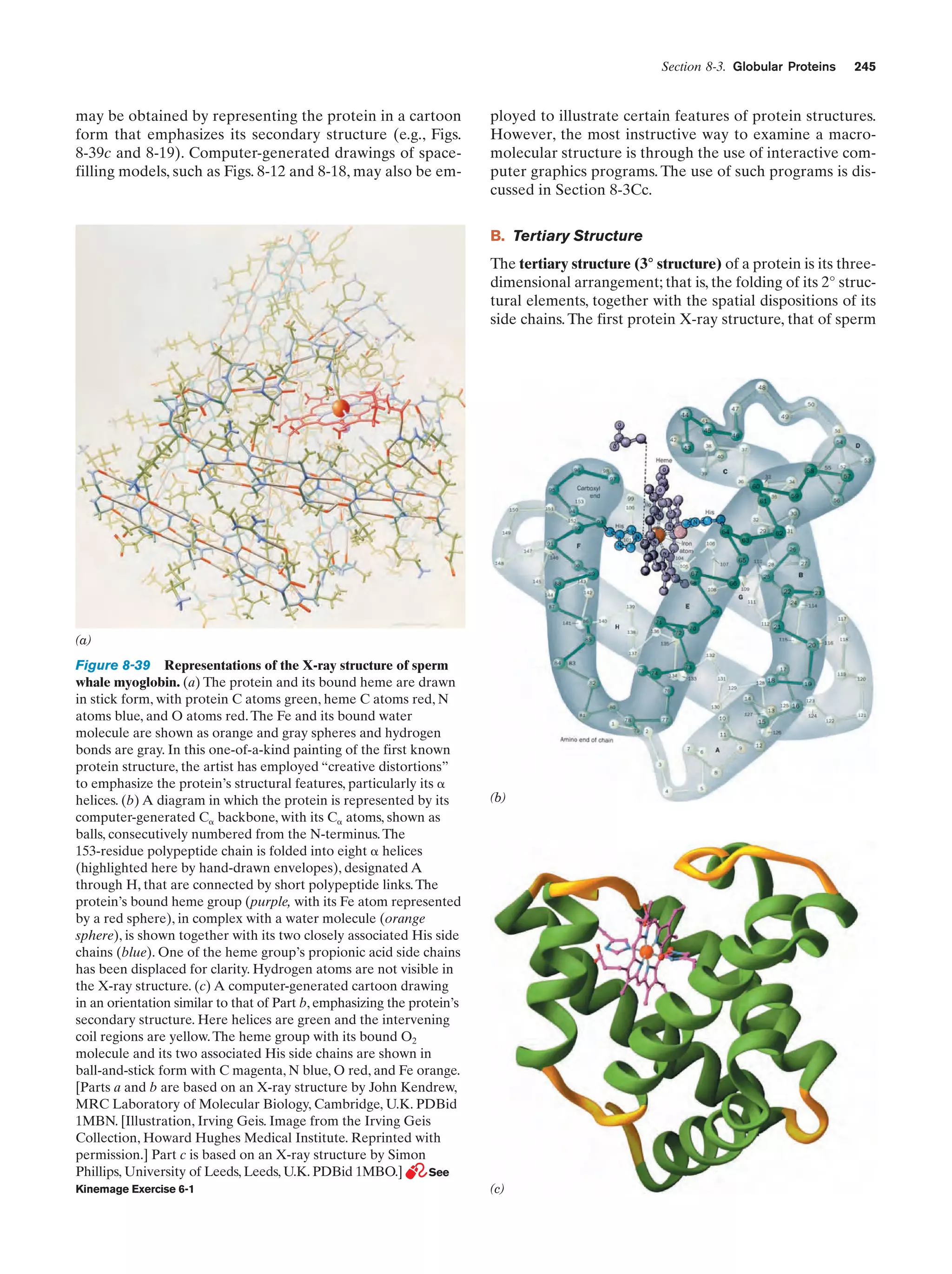 Section 8-3. Globular Proteins

may be obtained by representing the protein in a cartoon
form that emphasizes its secondary structure (e.g., Figs.
8-39c and 8-19). Computer-generated drawings of spacefilling models, such as Figs. 8-12 and 8-18, may also be em-

245

ployed to illustrate certain features of protein structures.
However, the most instructive way to examine a macromolecular structure is through the use of interactive computer graphics programs. The use of such programs is discussed in Section 8-3Cc.
B. Tertiary Structure
The tertiary structure (3° structure) of a protein is its threedimensional arrangement; that is, the folding of its 2° structural elements, together with the spatial dispositions of its
side chains. The first protein X-ray structure, that of sperm

(a)

Figure 8-39 Representations of the X-ray structure of sperm
whale myoglobin. (a) The protein and its bound heme are drawn
in stick form, with protein C atoms green, heme C atoms red, N
atoms blue, and O atoms red. The Fe and its bound water
molecule are shown as orange and gray spheres and hydrogen
bonds are gray. In this one-of-a-kind painting of the first known
protein structure, the artist has employed “creative distortions”
to emphasize the protein’s structural features, particularly its ␣
helices. (b) A diagram in which the protein is represented by its
computer-generated C␣ backbone, with its C␣ atoms, shown as
balls, consecutively numbered from the N-terminus. The
153-residue polypeptide chain is folded into eight ␣ helices
(highlighted here by hand-drawn envelopes), designated A
through H, that are connected by short polypeptide links. The
protein’s bound heme group (purple, with its Fe atom represented
by a red sphere), in complex with a water molecule (orange
sphere), is shown together with its two closely associated His side
chains (blue). One of the heme group’s propionic acid side chains
has been displaced for clarity. Hydrogen atoms are not visible in
the X-ray structure. (c) A computer-generated cartoon drawing
in an orientation similar to that of Part b, emphasizing the protein’s
secondary structure. Here helices are green and the intervening
coil regions are yellow. The heme group with its bound O2
molecule and its two associated His side chains are shown in
ball-and-stick form with C magenta, N blue, O red, and Fe orange.
[Parts a and b are based on an X-ray structure by John Kendrew,
MRC Laboratory of Molecular Biology, Cambridge, U.K. PDBid
1MBN. [Illustration, Irving Geis. Image from the Irving Geis
Collection, Howard Hughes Medical Institute. Reprinted with
permission.] Part c is based on an X-ray structure by Simon
Phillips, University of Leeds, Leeds, U.K. PDBid 1MBO.]
See
Kinemage Exercise 6-1

(b)

(c)

 