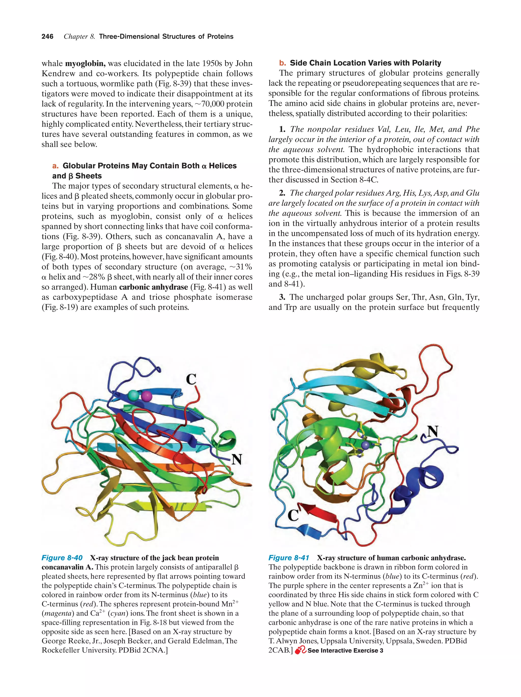 246

Chapter 8. Three-Dimensional Structures of Proteins

whale myoglobin, was elucidated in the late 1950s by John
Kendrew and co-workers. Its polypeptide chain follows
such a tortuous, wormlike path (Fig. 8-39) that these investigators were moved to indicate their disappointment at its
lack of regularity. In the intervening years, ϳ70,000 protein
structures have been reported. Each of them is a unique,
highly complicated entity. Nevertheless, their tertiary structures have several outstanding features in common, as we
shall see below.
a. Globular Proteins May Contain Both ␣ Helices
and ␤ Sheets

The major types of secondary structural elements, ␣ helices and ␤ pleated sheets, commonly occur in globular proteins but in varying proportions and combinations. Some
proteins, such as myoglobin, consist only of ␣ helices
spanned by short connecting links that have coil conformations (Fig. 8-39). Others, such as concanavalin A, have a
large proportion of ␤ sheets but are devoid of ␣ helices
(Fig. 8-40). Most proteins, however, have significant amounts
of both types of secondary structure (on average, ϳ31%
␣ helix and ϳ28% ␤ sheet, with nearly all of their inner cores
so arranged). Human carbonic anhydrase (Fig. 8-41) as well
as carboxypeptidase A and triose phosphate isomerase
(Fig. 8-19) are examples of such proteins.

Figure 8-40 X-ray structure of the jack bean protein
concanavalin A. This protein largely consists of antiparallel ␤
pleated sheets, here represented by flat arrows pointing toward
the polypeptide chain’s C-terminus. The polypeptide chain is
colored in rainbow order from its N-terminus (blue) to its
C-terminus (red). The spheres represent protein-bound Mn2ϩ
(magenta) and Ca2ϩ (cyan) ions. The front sheet is shown in a
space-filling representation in Fig. 8-18 but viewed from the
opposite side as seen here. [Based on an X-ray structure by
George Reeke, Jr., Joseph Becker, and Gerald Edelman, The
Rockefeller University. PDBid 2CNA.]

b. Side Chain Location Varies with Polarity

The primary structures of globular proteins generally
lack the repeating or pseudorepeating sequences that are responsible for the regular conformations of fibrous proteins.
The amino acid side chains in globular proteins are, nevertheless, spatially distributed according to their polarities:
1. The nonpolar residues Val, Leu, Ile, Met, and Phe
largely occur in the interior of a protein, out of contact with
the aqueous solvent. The hydrophobic interactions that
promote this distribution, which are largely responsible for
the three-dimensional structures of native proteins, are further discussed in Section 8-4C.
2. The charged polar residues Arg, His, Lys,Asp, and Glu
are largely located on the surface of a protein in contact with
the aqueous solvent. This is because the immersion of an
ion in the virtually anhydrous interior of a protein results
in the uncompensated loss of much of its hydration energy.
In the instances that these groups occur in the interior of a
protein, they often have a specific chemical function such
as promoting catalysis or participating in metal ion binding (e.g., the metal ion–liganding His residues in Figs. 8-39
and 8-41).
3. The uncharged polar groups Ser, Thr, Asn, Gln, Tyr,
and Trp are usually on the protein surface but frequently

Figure 8-41 X-ray structure of human carbonic anhydrase.
The polypeptide backbone is drawn in ribbon form colored in
rainbow order from its N-terminus (blue) to its C-terminus (red).
The purple sphere in the center represents a Zn2ϩ ion that is
coordinated by three His side chains in stick form colored with C
yellow and N blue. Note that the C-terminus is tucked through
the plane of a surrounding loop of polypeptide chain, so that
carbonic anhydrase is one of the rare native proteins in which a
polypeptide chain forms a knot. [Based on an X-ray structure by
T. Alwyn Jones, Uppsala University, Uppsala, Sweden. PDBid
2CAB.]
See Interactive Exercise 3

 