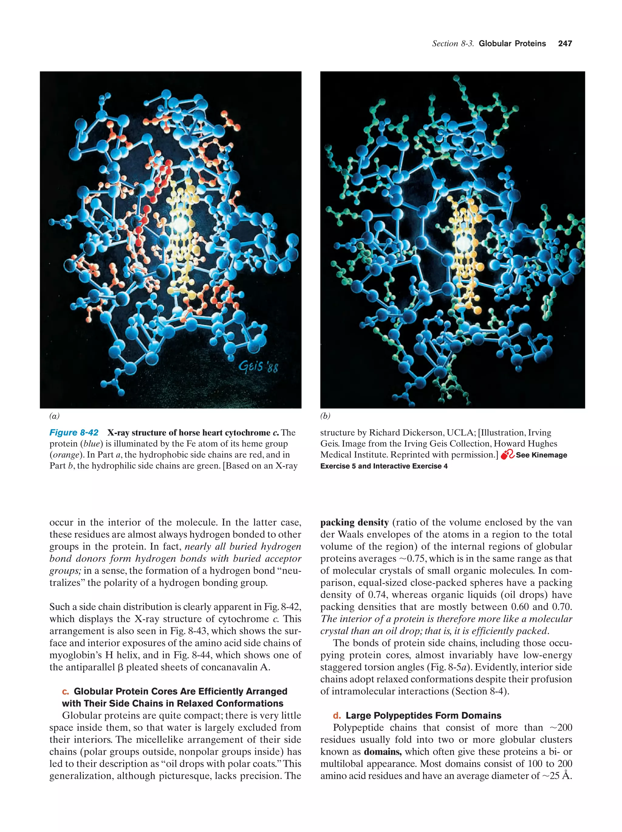 Section 8-3. Globular Proteins

247

(a)

(b)

Figure 8-42 X-ray structure of horse heart cytochrome c. The
protein (blue) is illuminated by the Fe atom of its heme group
(orange). In Part a, the hydrophobic side chains are red, and in
Part b, the hydrophilic side chains are green. [Based on an X-ray

structure by Richard Dickerson, UCLA; [Illustration, Irving
Geis. Image from the Irving Geis Collection, Howard Hughes
Medical Institute. Reprinted with permission.]
See Kinemage

occur in the interior of the molecule. In the latter case,
these residues are almost always hydrogen bonded to other
groups in the protein. In fact, nearly all buried hydrogen
bond donors form hydrogen bonds with buried acceptor
groups; in a sense, the formation of a hydrogen bond “neutralizes” the polarity of a hydrogen bonding group.
Such a side chain distribution is clearly apparent in Fig. 8-42,
which displays the X-ray structure of cytochrome c. This
arrangement is also seen in Fig. 8-43, which shows the surface and interior exposures of the amino acid side chains of
myoglobin’s H helix, and in Fig. 8-44, which shows one of
the antiparallel ␤ pleated sheets of concanavalin A.
c. Globular Protein Cores Are Efficiently Arranged
with Their Side Chains in Relaxed Conformations

Globular proteins are quite compact; there is very little
space inside them, so that water is largely excluded from
their interiors. The micellelike arrangement of their side
chains (polar groups outside, nonpolar groups inside) has
led to their description as “oil drops with polar coats.” This
generalization, although picturesque, lacks precision. The

Exercise 5 and Interactive Exercise 4

packing density (ratio of the volume enclosed by the van
der Waals envelopes of the atoms in a region to the total
volume of the region) of the internal regions of globular
proteins averages ϳ0.75, which is in the same range as that
of molecular crystals of small organic molecules. In comparison, equal-sized close-packed spheres have a packing
density of 0.74, whereas organic liquids (oil drops) have
packing densities that are mostly between 0.60 and 0.70.
The interior of a protein is therefore more like a molecular
crystal than an oil drop; that is, it is efficiently packed.
The bonds of protein side chains, including those occupying protein cores, almost invariably have low-energy
staggered torsion angles (Fig. 8-5a). Evidently, interior side
chains adopt relaxed conformations despite their profusion
of intramolecular interactions (Section 8-4).
d. Large Polypeptides Form Domains

Polypeptide chains that consist of more than ϳ200
residues usually fold into two or more globular clusters
known as domains, which often give these proteins a bi- or
multilobal appearance. Most domains consist of 100 to 200
amino acid residues and have an average diameter of ϳ25 Å.

 